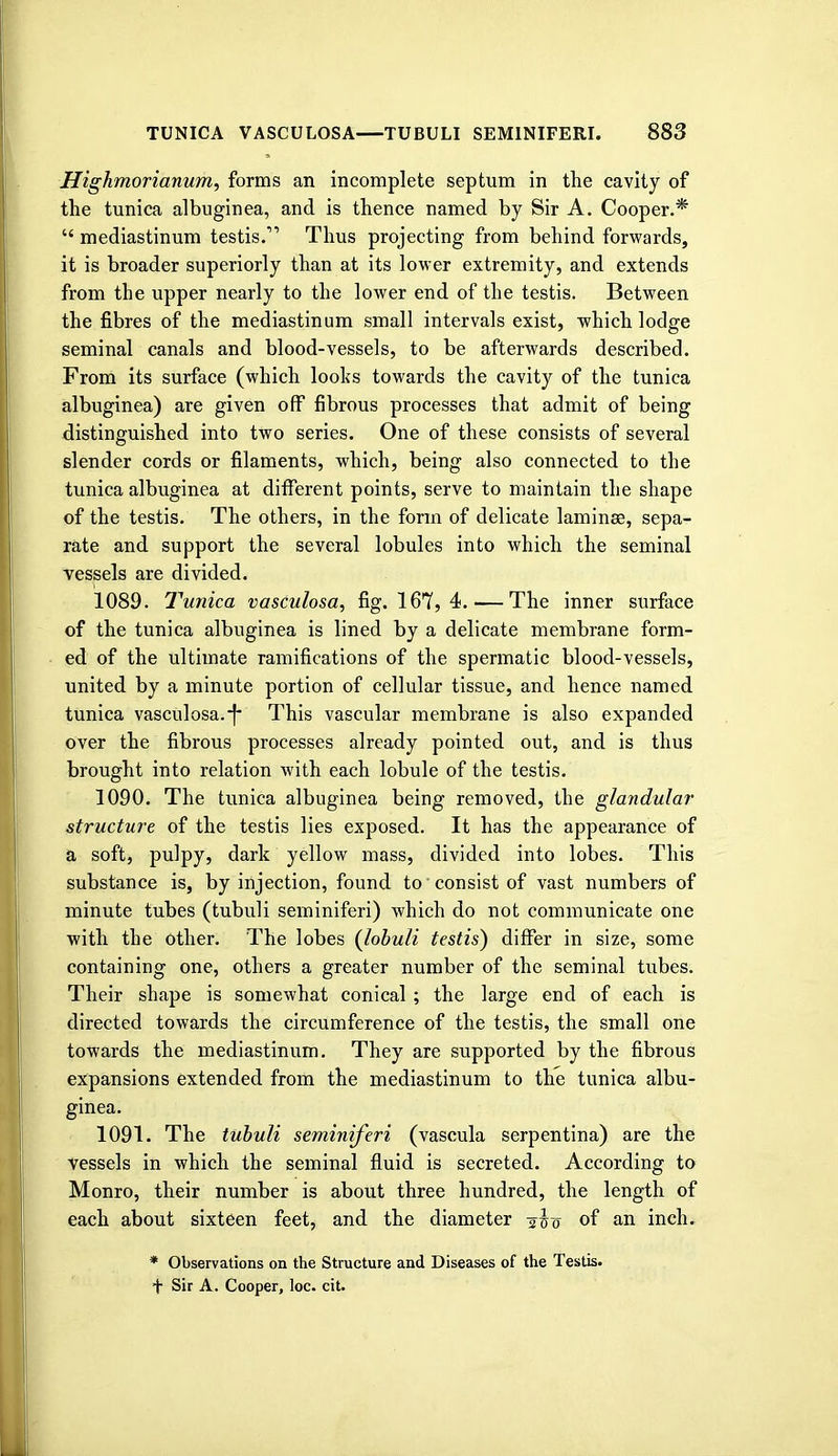 Highmorianum, forms an incomplete septum in the cavity of the tunica albuginea, and is thence named by Sir A. Cooper.*  mediastinum testis. Thus projecting from behind forwards, it is broader superiorly than at its lower extremity, and extends from the upper nearly to the lower end of the testis. Between the fibres of the mediastinum small intervals exist, which lodge seminal canals and blood-vessels, to be afterwards described. From its surface (which looks towards the cavity of the tunica albuginea) are given off fibrous processes that admit of being distinguished into two series. One of these consists of several slender cords or filaments, which, being also connected to the tunica albuginea at different points, serve to maintain the shape of the testis. The others, in the form of delicate laminas, sepa- rate and support the several lobules into which the seminal vessels are divided. 1089. Tunica vasculosa, fig. 167, 4. — The inner surface of the tunica albuginea is lined by a delicate membrane form- ed of the ultimate ramifications of the spermatic blood-vessels, united by a minute portion of cellular tissue, and hence named tunica vasculosa.-f* This vascular membrane is also expanded over the fibrous processes already pointed out, and is thus brought into relation with each lobule of the testis. 1090. The tunica albuginea being removed, the glandular structure of the testis lies exposed. It has the appearance of a soft, pulpy, dark yellow mass, divided into lobes. This substance is, by injection, found to consist of vast numbers of minute tubes (tubuli seininiferi) which do not communicate one with the other. The lobes (lobuli testis) differ in size, some containing one, others a greater number of the seminal tubes. Their shape is somewhat conical ; the large end of each is directed towards the circumference of the testis, the small one towards the mediastinum. They are supported by the fibrous expansions extended from the mediastinum to the tunica albu- ginea. 1091. The tubuli seminiferi (vascula serpentina) are the vessels in which the seminal fluid is secreted. According to Monro, their number is about three hundred, the length of each about sixteen feet, and the diameter of an inch. * Observations on the Structure and Diseases of the Testis.