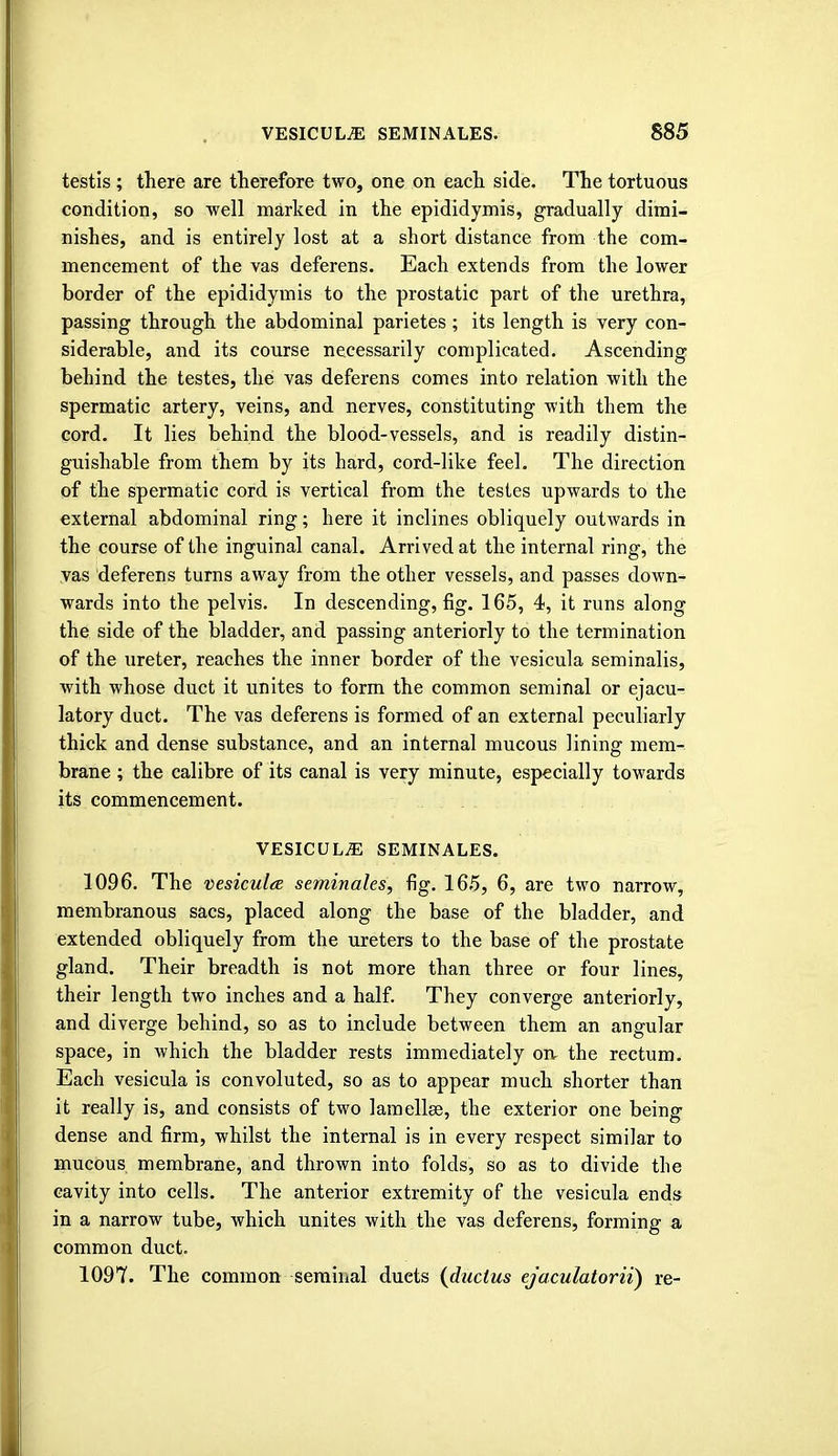 testis ; there are therefore two, one on each side. The tortuous condition, so well marked in the epididymis, gradually dimi- nishes, and is entirely lost at a short distance from the com- mencement of the vas deferens. Each extends from the lower border of the epididymis to the prostatic part of the urethra, passing through the abdominal parietes; its length is very con- siderable, and its course necessarily complicated. Ascending behind the testes, the vas deferens comes into relation with the spermatic artery, veins, and nerves, constituting with them the cord. It lies behind the blood-vessels, and is readily distin- guishable from them by its hard, cord-like feel. The direction of the spermatic cord is vertical from the testes upwards to the external abdominal ring; here it inclines obliquely outwards in the course of the inguinal canal. Arrived at the internal ring, the vas deferens turns away from the other vessels, and passes down- wards into the pelvis. In descending, fig. 165, 4, it runs along the side of the bladder, and passing anteriorly to the termination of the ureter, reaches the inner border of the vesicula seminalis, with whose duct it unites to form the common seminal or ejacu- latory duct. The vas deferens is formed of an external peculiarly thick and dense substance, and an internal mucous lining mem- brane ; the calibre of its canal is very minute, especially towards its commencement. VESICULA SEMINALES. 1096. The vesicula seminales, fig. 165, 6, are two narrow, membranous sacs, placed along the base of the bladder, and extended obliquely from the ureters to the base of the prostate gland. Their breadth is not more than three or four lines, their length two inches and a half. They converge anteriorly, and diverge behind, so as to include between them an angular space, in which the bladder rests immediately on the rectum. Each vesicula is convoluted, so as to appear much shorter than it really is, and consists of two lamellae, the exterior one being dense and firm, whilst the internal is in every respect similar to mucous membrane, and thrown into folds, so as to divide the cavity into cells. The anterior extremity of the vesicula ends in a narrow tube, which unites with the vas deferens, forming a common duct. 1097. The common seminal ducts {ductus ejaculatorii) re-