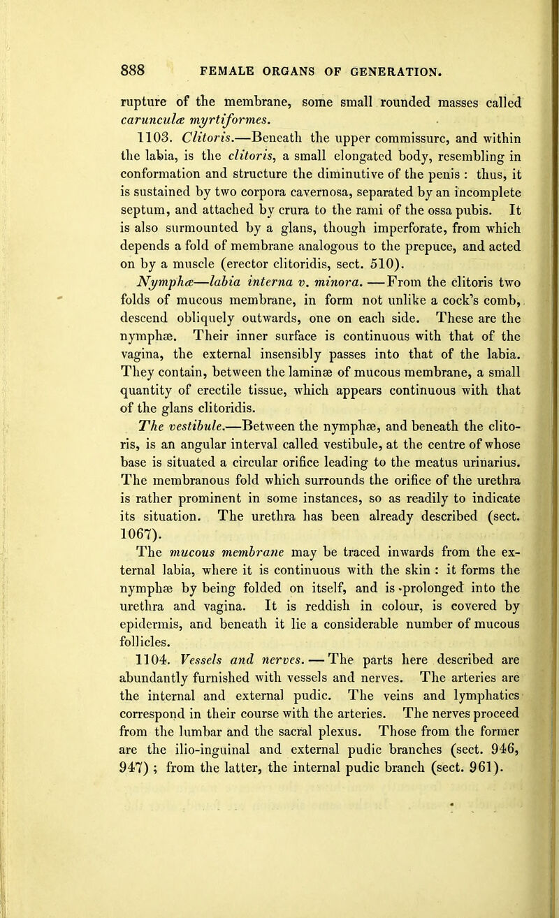 rupture of the membrane, some small rounded masses called carunculce myrtiformes. 1103. Clitoris.—Beneath the upper commissure, and within the labia, is the clitoris, a small elongated body, resembling in conformation and structure the diminutive of the penis : thus, it is sustained by two corpora cavernosa, separated by an incomplete septum, and attached by crura to the rami of the ossa pubis. It is also surmounted by a glans, though imperforate, from which depends a fold of membrane analogous to the prepuce, and acted on by a muscle (erector clitoridis, sect. 510). Nympha—labia interna v. minora. —From the clitoris two folds of mucous membrane, in form not unlike a cock's comb, descend obliquely outwards, one on each side. These are the nymphse. Their inner surface is continuous with that of the vagina, the external insensibly passes into that of the labia. They contain, between the laminae of mucous membrane, a small quantity of erectile tissue, which appears continuous with that of the glans clitoridis. The vestibule.—Between the nymphse, and beneath the clito- ris, is an angular interval called vestibule, at the centre of whose base is situated a circular orifice leading to the meatus urinarius. The membranous fold which surrounds the orifice of the urethra is rather prominent in some instances, so as readily to indicate its situation. The urethra has been already described (sect. 1067). The mucous membrane may be traced inwards from the ex- ternal labia, where it is continuous with the skin : it forms the nymphse by being folded on itself, and is -prolonged into the urethra and vagina. It is reddish in colour, is covered by epidermis, and beneath it lie a considerable number of mucous follicles. 1104. Vessels and nerves. — The parts here described are abundantly furnished with vessels and nerves. The arteries are the internal and external pudic. The veins and lymphatics correspond in their course with the arteries. The nerves proceed from the lumbar and the sacral plexus. Those from the former are the ilio-inguinal and external pudic branches (sect. 946, 947) ; from the latter, the internal pudic branch (sect. 961).