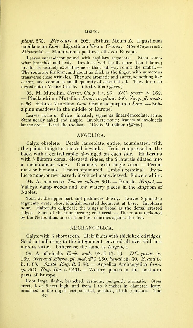 MEUM. plant. 355. Fee cours. ii. 203. ^Ethusa Meum L. Ligusticum capillaceum Lam. Ligusticum Meum Crantz. Meov aBapavrticov, Dioscorid. —■ Mountainous pastures all over Europe. Leaves supra-decompound with capillary segments. Stem some- what branched and leafy. Involucre with hardly more than 1 bract; involucels scarcely extending more than half way round the umbel. — The roots are fusiform, and about as thick as the finger, with numerous transverse close wrinkles. They are aromatic and sweet, something like carrot, and contain a small quantity of essential oil. They form an ingredient in Venice treacle. (Radi* Mei Officin.) 93. M. Mutellina Gcertn. Carp. i. t. 23. DC. prodr. iv. 162. — Phellandrium Mutellina Linn. sp. plant. 366. Jacq.Jl. austr. t. 56. iEthusa Mutellina Lam. CEnanthe purpurea Lam. — Sub- alpine meadows in the middle of Europe. Leaves twice or thrice pinnated; segments linear-lanceolate, acute. Stem nearly naked and simple. Involucre none ; leaflets of involucels lanceolate. — Used like the last. (Radix Mutellina? Officin.) ANGELICA. Calyx obsolete. Petals lanceolate, entire, acuminated, with the point straight or curved inwards. Fruit compressed at the back, with a central raphe, 2-winged on each side. Half-fruits with 3 filiform dorsal elevated ridges, the 2 laterals dilated into a membranous wing. Channels with single vitta3. — Peren- nials or biennials. Leaves bipinnated. Umbels terminal. Invo- lucre none, or few-leaved; involucel many-leaved. Flowers white. 94. A. nemorosa Tenore sylloge 561. — Bracala Neapol.— Valleys, damp woods and low watery places in the kingdom of Naples. Stem at the upper part and peduncles downy. Leaves 3-pinnate; segments ovate short bluntish serrated decurrent at base. Involucre none. Half-fruits elliptical; the wings as broad as the dorsal crested ridges. Smell of the fruit hircine; root acrid. — The root is reckoned by the Neapolitans one of their best remedies against the itch. ARCHANGELICA. Calyx with 5 short teeth. Flalf-fruits with thick keeled ridges. Seed not adhering to the integument, covered all over with nu- merous vittse. Otherwise the same as Angelica. 95. A officinalis Koch. nmb. 98. f. 17. 19. DC. prodr. iv. 169. Neesand Eberm.pl. med. 279. 280. handb.m. 60. S. andC. ii. t. 83. Smith Eng.Jl. ii. 80. — Angelica Archangelica Linn, sp. 360. Eng. Bot. t. 2561. — Watery places in the northern parts of Europe. Root large, fleshy, branched, resinous, pungently aromatic. Stem erect, 4 or 5 feet high, and from 1 to 2 inches in diameter, leafy, branched in the upper part, striated, polished, a little glaucous. The