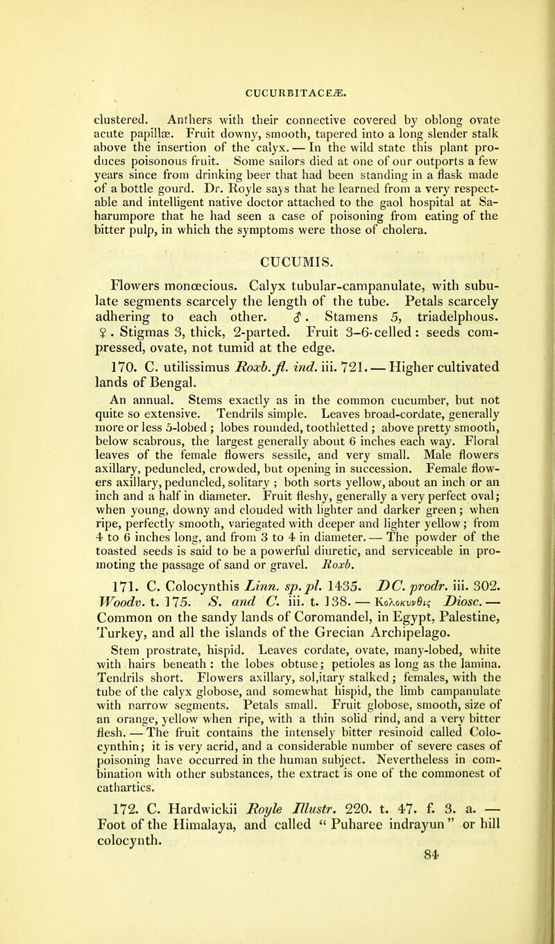 clustered. Anthers with their connective covered by oblong ovate acute papilla?. Fruit downy, smooth, tapered into a long slender stalk above the insertion of the calyx. — In the wild state this plant pro- duces poisonous fruit. Some sailors died at one of our outports a few years since from drinking beer that had been standing in a flask made of a bottle gourd. Dr. Koyle says that he learned from a very respect- able and intelligent native doctor attached to the gaol hospital at Sa- harumpore that he had seen a case of poisoning from eating of the bitter pulp, in which the symptoms were those of cholera. CUCUMIS. Flowers monoecious. Calyx tubular-campanulate, with subu- late segments scarcely the length of the tube. Petals scarcely adhering to each other. $. Stamens 5, triadelphous. 2- Stigmas 3, thick, 2-parted. Fruit 3-6-celled: seeds com- pressed, ovate, not tumid at the edge. 170. C. utilissimus Roxb.fi. ind. iii. 721. — Higher cultivated lands of Bengal. An annual. Stems exactly as in the common cucumber, but not quite so extensive. Tendrils simple. Leaves broad-cordate, generally more or less 5-lobed ; lobes rounded, toothletted ; above pretty smooth, below scabrous, the largest generally about 6 inches each way. Floral leaves of the female flowers sessile, and very small. Male flowers axillary, peduncled, crowded, but opening in succession. Female flow- ers axillary, peduncled, solitary ; both sorts yellow, about an inch or an inch and a half in diameter. Fruit fleshy, generally a very perfect oval; when young, downy and clouded with lighter and darker green; when ripe, perfectly smooth, variegated with deeper and lighter yellow; from 4 to 6 inches long, and from 3 to 4 in diameter. — The powder of the toasted seeds is said to be a powerful diuretic, and serviceable in pro- moting the passage of sand or gravel. Roxb. 171. C. Colocynthis Linn, sp.pl. 1435. DC. prodr. iii. 302. Woodv. t. 175. S. and C. iii. t. 138. — Ko\okw8i<; Diosc. — Common on the sandy lands of Coromandel, in Egypt, Palestine, Turkey, and all the islands of the Grecian Archipelago. Stem prostrate, hispid. Leaves cordate, ovate, many-lobed, white with hairs beneath : the lobes obtuse; petioles as long as the lamina. Tendrils short. Flowers axillary, solitary stalked ; females, with the tube of the calyx globose, and somewhat hispid, the limb campanulate with narrow segments. Petals small. Fruit globose, smooth, size of an orange, yellow when ripe, with a thin solid rind, and a very bitter flesh. — The fruit contains the intensely bitter resinoid called Colo- cynthin; it is very acrid, and a considerable number of severe cases of poisoning have occurred in the human subject. Nevertheless in com- bination with other substances, the extract is one of the commonest of cathartics. 172. C. Hardwickii Royle Illustr. 220. t. 47. f. 3. a. — Foot of the Himalaya, and called  Puharee indrayun or hill colocynth.