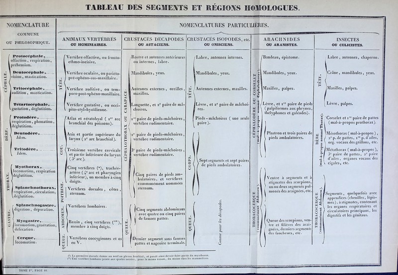 TABLEAU DES SEGMENTS ET REGIONS HOMOLOGUES. NOMENCLATURE COMMUNE OU PHILOSOPHIQUE. Protocépliale, olfaction, respiration, i préhension. ^ 1 Deutocèpltale, ri vision, mastication. •< 'ï | Tritoccphale, w Jaudition, mastication. Tëtartocêpltale l gustation, déglutition. Protodère [ respiration , phonation , ldéglutition. Meutodèrc, Idem. Tritodère, Idem. MyotDorax, 1 locomotion, respiration X ldéglutition. à o £ I Splanclmotlioras, respiration , circulation, ^déglutition r SpIancRnogastr®, [digestion, dépuration. % j Mjogastre, C |locomotion,génération, I défécation. NOMENCLATURES PARTICULIERES. Cercjue,.. locomotion. ! I TOME 1, TAGE 10. ANIMAUX VERTEBRES GU HOMINI AIRES. Vertèbre olfactive, ou fronlo- ethmo-incisive. 1 Vertèbre oculaire, ou pariéto- pré-sphéno-sus-inaxillaire. H jVertèbre auditive, ou tem- poro-posl-sphéno-maxillaire. Vertèbre gustative, ou occi- pilo-styl-hyoïdienne. (Atlas et cératohyal ( rer arc branchial des poissons). lAxis et partie supérieure du larynx (2e arc branchial). ,Troisième vertèbre cervicale et partie inférieure du larynx (3e arc). BggBPBBMBa»a— ?Cinq vertèbres (*), trachée- artère ( 4e arc et pharyngien inférieur), un membre à cinq doigts. Vertèbres dorsales , côtes , sternum. (Vertèbres lombaires. S j Bassin , cinq vertèbres (**), < ! membre à cinq doigts. tel P C' Vertèbres coccygiennes et os en V. CRUSTACES DECAPODES OU ASTACIENS. ,Roslre et antennes antérieures ou internes, labre. Mandibules, yeux. jAntennes externes , oreilles , maxilles. •Languette, et 2e paire de mâ- choires. /ire paire de pieds-mâchoires , vertèbre rudimentaire. X ' < \ O ^2e paire de pieds-mâchoires , ® vertèbre rudimentaire O 3e paire de pieds-mâchoires , vertèbre rudimentaire. Cinq paires de pieds am- bulatoires, et vertèbres communément nommées sternum. Cinq segments abdominaux avec quatre ou cinq paires de fausses pattes. f Dernier segment sans fausses pattes et nageoire terminale CRUSTACES ISOPODES, etc. OU ONISCBENS. /Labre, antennes internes. ÎMandibules, yeux. /Antennes externes, maxilles. ILèvre, et 2e paire de mâchoi- res. Pieds - mâchoires (une seule paire ). .Sept segments et sept paires de pieds ambulatoires. () La première dorsale donne un nerf au plexus brachial, et paraît ainsi devoir faire partie du myothorax. (’*) Une vertèbre lombaire jointe aux quatre sacrées , pour la même raison, du moins chez les mammifères. H « W 0 I rr « 5 -fl o p« (j -a» U g* o B « & '<3 I ‘W U 1 » s L) 0 « «$ tel 'ri t O ai ri g < 'V CS g O % S ARACHNIDES OU ARANISTES. Bandeau, épistome. Mandibules, yeux. Maxilles, palpes. Lèvre, et ire paire de pieds ( palpiformes aux phrynes, thélyphones et galéodes) Plastron et trois paires de pieds ambulatoires. 'Ventre à segments et a stigmates des scorpions un ou deux segments pul- monés des araignées, etc Queue des scorpions, ven- tre et filières des arai gnées, derniers segment des faucheurs, etc. INSECTES OU CULICISTES. Labre, antennes, chaperon. tel H 'tel H Crâne , mandibules , yeux. jMaxilles, palpes. Lèvre, palpes. 'Corselet et irc paire de pattes (mal-à-propos prothorax). Me'sothorax ( mal-à-propos ) , 2e p. de pattes, irc p. d’ailes, org. vocaux des grillons, etc. iMétathorax (mal-à-propos), 3e paire de pattes, 2e paire d’ailes , organes vocaux des cigales, etc. B tel g P | o es •£ w < ri O 0 < I Si O s B S * Ë f Segments, quelquefois avec appendices (chenilles, lépis- mes) , à stigmates, contenant les organes respiratoires et circulatoires principaux, les digestifs et les génitaux.