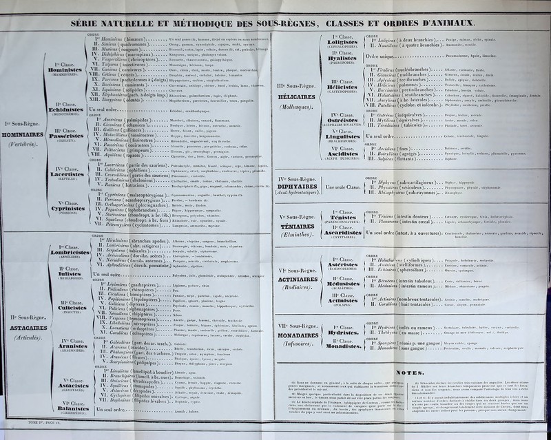 SÉRIE NATURELLE ET MÉTHODIQUE DES SOUS-RÈGNES, CLASSES ET ORDRES D’ANIMAUX. 1er Hominiens ( blllUmCS ) Un seul genre (4), homme , divisé en espèces ou races nombreuses. 1 11* Simiens (quadrumanes) Orang, guenon, cynocéphale, sapajou, maki, ayo-nyo. V 111» Munens (rondeurs) Ecureuil, castor, lapin, cobaie, daman (2), rat, gerboise, hélainys. 1 • Dilielphicns (marsupiaux) Kanguroo, sarigue, phalangervolant. 1 . 1 cspcrtilicns (chciroplères). . . . Roussette, chauve-souris, galéopylhèquc. Classe. j XI. 2 ülpiens ( iliseclivores ) Musaraigne, hérisson, taupe. llOllliliiSfCS \ X 11. Caniens ( carnivores ) Ours, chien, chat, marte, loutre, phoque, macrorrhin. MAMMlbÈRESv \ ^ III. Ceüetts ( cétacés) . Dauphin, narwal, cachalot, baleine, lamantin. IX. Porciens (pachydermes à 4-doigts) Hippopotame, cochon, anoplolhcrium. X. Bosniens ( ruminants )• ....... Chevrotain, antilope, cliè\rc, bœuf, brebis, lama, chanteau. XI. Equiniens (solipèdes) Chevaux. Xll. ElépfliJn/jens (pacll. à doigts iuip.) Rhinocéros, palreolhcrium, tapir, éléphant. XIII. Dasypiens (édentés) • • • • Mégathérium, paresseux, fourmilier, tatou, pangolin. 11' Classe. Ecbidnistes (MOKOTRÈMKS). Eohidné , ornilhorhynquc. Ier Sous-Règne. HOMINIAIRES Jertébris . 111' Classe. Un seul ordre. ORDRE Manchot, albatros, canard, flammanl. Foulque, héron, bécasse, autruche, outarde. I. Galiiens (gallinacés) llocco, faisan, caille, pigeon. 1er Anséi i II. Cicoïi \ III. GalJit P3S-*»ériStCS { Motacilhens ( ténuiroslres ) Huppe , fauvette T bergeronnette. (OISEAUX). ^ • Hiruildmiens (fissirostres j.. .... Hirondelle, engoulevent, coq de roche. ^ J* Possénens ( coiliroslres ) Alouette, passereau, pie-grièche, corbeau, cala». Vï I Jtl??iens ( grimpeurs) Toucan, 1)ic> imiS0phaGe< perroquet. quiliens ( rapaces) Chouette, duc, buse, faucon, aigle, vautour, pcrcnopterc. ORDRE il Lacertiens (partie des sauriens). Ptérodactyle, inonitor, lézard, scïnquc, seps, bimane, Ijipède. II. Colubriens (ophidiens) Ophfcaure , omet, ampliisbènc, couleuvre, vipère, pélalude. \ III. Crocodi/iens ( partie des sauriens) Plésiosaure, crocodile. | F^SludimenS (chéloniens). ..... Chélhydre, émidc, tortue, ehélonée, chélîde. IX e Classe. Laeenistes «REPTILES) A e Classe. Cj-prlnistes ORDRE 1 Raniens ( batraciens) Braehycépbalc R) , pipa , crapaud , salamandre Cypriniens ( malacoplérygiens ).. Gymnomurènc, anguille, brochet, cyprin (5). II. Perriens ( acanthoplérygiens)... Perche, —baudroie (C>. III. ürlhagorisciens ( pleClOgnalhes). Balisle, mole, diodon. Pegûsiens ( lophobranches) Pégase, hippocampe, syngnathe. X . Sturioniens (chondropt. à br. lib.) Esturgeon, polyodoi . I. Squaliens (chondropt. à br. fixes) Rhinobarte, i  Rêlromyziens ( cyclostomcs). ... Lamproie, ammocèlc, myxii , chimère. , squatine , squale. Ire Classe. j Lombrleistes \ (AXA ELIDES). ) IIe Classe. 1 lulistcs (MYRLAPODES). 'ftOKL 1 Hiruiimcns ( abranches apodes). Albione, clepsine, sangsue, branchellion. II. Lom'iriciens (abr. séligères). . . . Slcrnaspis, échiure, lombric, nais, clymèr III. Serpiliens (tubicoles) . . . Scrpule, sabellc, siphostome. IV. slréucoliens (dorsibr. acérés). .. cuétoptère, -îombrinère. X • JSérddiens (dorsib. antennes ) .. . Péripale, néréide, cirrbalulc, amphinomc. X I. Aphiodi/iens (dorsib. pomatobr.) Aphrodite, sigaiion. . Polyxène, iule, gloméridc, scolopendre, lithobic, scntqère. IIe Sous-Règne. ASTACAIRES (.Articulés). 111e Classe. Cnltcistes OXSECTES). IX'e Classe. Aranisles (ARACHNIDES). Xe Classe. Astaclstes lCRUSTACÉS) i XIe Classe. \ Balanistes (URfiJIIl’ÈDKS). Un seul ordre ORDRE 1er Lépismiens (gnalhaptères) Lépisme, podure, ricin. II. Pédiculierts (rhinaplères) pou. Jil Clcaàiens ( hémiplères). Punaise, nèpe, puceron, cigale, alcvrodc. V* rP,^nieV: PéPidoPtèreS) Papillon, sphinx, phalène, teigne. -«ri (diptères) Psycbode, cousin, mouche, hippobosque, nyctéribic vii ™llciens C siphonaptères ) 1 VIII ^no^ens C rhipiptères ) xénos. J i-xr (hyménoptères). ..... Abeille, guêpe, fourmi, cliryside, tenllirède. I e  ,cns (névroptères ) Pioque, lerniilc, friq.nc, éjihtmùre, libellule, aGrion -VI* 0CU [e,lS ( 0rll10ptères ) Pliasmc, manie, sauterelle, Grillon, coiirlillièrc forlïcule V Al. Carat,ens ( coléoptères ) -Mo.orque , eaprieurne , lucane . carabe , alaphv.ln ORDRE ( 1 Galéodicns (part, desar. tract..). ciéoie. ) ,11* îiarienS C^carides) Bdelle, Irombidion, ricin , .arropt, , uribale. i V P mlan2'enS( part, des trachéen.) TroE„l. , sinon , nj mpbon , fauebeur. J™»* ( fileuses) PUoique, ïpJirê, iycosc , my i;ale I ' - icarpwmeas ( pédipalpcs ) Pbryne , IMIypluJ, pince , morpion. ORDRE 1 Limuliens' ( lamellipèd. à bouclier) Rimuie, apus. II. Branchipiens (lainell. à br. nues). Brancbipe, Irilobile III. OmsrUnS (télradécapedes) Cy.mc, leruée, bupyre, e.uporlo, crcvctl. IV . SjmU.rns (stomapodes) stjuhle, e, éryclulie. V. Aslaacns ( décapodes) Mb.lie, IL, Écrevisse, crabe, rémipéde. ; Cyclopiens (filtpèdcs univalvcs). Cyctopc, arguic ' II* Baphniens (filipèdes bivalves). . Daphnie, cyPri5 IIIe Sous-Règne. HÉLICAIRES (Mollusques). Irc Classe. Loligisfes (CÉPHALOPODES). IIe Classe. Ilyalistcs (PiÉROPODES). IIIe Classe. IlDflieistfes (GASTÉROPODES). IVe Classe. Osfrénsrtes fllACÉPHALES U1 VALVES). X'c Classe. Lflngulîstes (ORACIIlOPODES). VIe Classe. AscKlistes (ACÉPU. TUNIC1ERS). ORDRE 1er Loligiens (à deux branchies).. . . Poulpe, calmar, sèche, jpirulc. II. Nautiliens (à quatre branchies). Ammonite, nautile. Ordre unique Pncumodcrmc, byatc, lmmcinc. ORDRE Ier Firoliens (nucléobranches) Allante, carinairo, firol'e. II. GUiuciens ( nudibranches) Giaueus, éoiidc, sciiiée, dorîs. III. Aplysiens ( teclibranches) Ruiiée, apiysic, doiabciic. IV. Ilélicicns ( pulmonés ) Tcstaccllo, limaçon, cyclostome. V . Bucciniens ( pcclinibranches ). . . Païudine r buccin volute. XI. Haliolidiens ( scutibranches ) Cabochon, sigaret, baliotidc, flssurcllc, éniarginulc, dentale. f VII. AncylienS ( à br- latérales) Sfplionoire.ancyle, ombrelle, plcurobranclic. \XI1I. Patcllicns (cyclobr. Cl itlférobr.). Phyllidio,. oscabrion, patelle. ORDRE f Ier Ostréens ( inéquivalvcs ); Peigne, liullre, aviculc. j II. Myliliens ( équivalves ) Arche, moule, soiuti. I 111. Térédiniens (tubicoles)... • « • r Pholade, larct, arrosoir. Un seul ordre r Crilnic, téréhralulc, lingule. ORDRE 1er Ascidiens ( fixes ) Bollénic , ascidie. H. Botrylliens (agrégés) Synoïquc, bolrvlle , eschare, plumalellc, pyrt III. Sutpiens ( flottants) itîphore. IVe Sous-Règne. DIPHYAIRES ( Acal. hydrostatiques). Une seule Classe. Ier Dipliycns ( sub-carlilagineux ). . . Dïphyc, inppoppde. II. Physuliens ( vésiculeux) Physsopliore, pliysalc, slép&anomfc. III. Rhizophysiens (sub-rayonnés).. . Rhizophysc. Ve Sous-Règne. TÉNIAIRES (ElminthesJ. 1 Classe. Ténislcs (PARENCHYMATEUX H' Classe. Asearitlistcs I Un seul ordre (intest, à 2 ouvertures). Cérébralule, llialassèmc (CAVITAIRES). ORDRE 1er Tcniens ( intestin douteux ) Cœnurc, cyslîccrquc, ténia, bothriocépliale. II. Plananens (intestin cœcal ) Ligule, échinorhynque , fasciolo, planaire» lémerlc , gordiuj, ascaride , siponcle. VIe Sous-Règne. ACTINIAIRES (Radiaires). Irc Classe. Astéristcs (ÉCIIINODERMES). IIe Classe. ItEédusistcs (ACALÈPHES). 1er Ilo/othuricns (cylindriques). . • . Priapute, holothurie, molpadie. II. Aslériens (stelliformes).. ...... Encrinc, coinatulc, actinie. III. Echiniehs (sphéroïdaux ) Onrsin, spatangue. ORDRE Ier Bèroéens ( intestin tubuleux).. . . Cesic, caiiianirc, béroé. II. Mâdusiens ( intestin rameux).* . . Méduse, rhizostome, porpile. IIIe Classe. f ORDRE ACtiniStCS < Ier ylrtimens (nombreux tentacules). Actinie, zoantbc, madrépore (POLYPES) I II- Coralliens (huit tentacules). . . . Corail, alcyon, pennalule. Un seul ordre.. AnaUfc, balanc. VIIe Sous-Règne. MONAD AIRES (Infusoires). {ORDRE I Hydricns ( isolés ou rameux ) . . . SertpJain II. Thclhyens (en masse) Or.ns.il1 ,ORDRE tubulaire, hydre, < mer {halicnrpiui, nub l!c f’I |OllüU ' aaSC# < ^Cr Sp0,l§iens ( réunis p. une gangue) Alcyon crible, éponge. | jj Monadicns (sans gangue ) Pectoral relie , monade , volve NI OTE S. (1) Noua ne donnons en général, nia suite de chaque ordre, que quelques genres marquants, et notamment ceux qui établissent la transition entre l’or- dre précédent et le suivant. (2) Malgré quelque particularité dans la disposition de scs dénis (quatre incisive» en bas), le daman nous parait devoir être placé parmi les rongeurs. (à) Le brachycéphale de Filzinger, éphippigère de Cocteau , réunit les batra- ciens aux chéloniens par le rudiment de carapace qu'il porte sur le dos : rélargissement du sternum , du bassin , des apophyses transverses ou eûtes soudées du pipa y sont aussi un acheminement. . Les 1 (/() Schneider déclare les céeilies très-voisines des anguilli de J. Millier sur leurs branchies temporaires prouvent que ce son ciens et non des serpents; nous avons comparé l’osléologie de leur des salamandres. (li et 0) Il y aurait indubitablement des subdivisions multiples a certain nombre d’ordres distincts à établir dans ces deux groupes , n’avons pas voulu hasarder ici des coupes qui ne seraient basées simple aperçu , et changeraient totalement cette division de Cuvier, adoptons les autres ordres pour les poissons, presque sans aucun chi TOME Y*, PAGE 13.