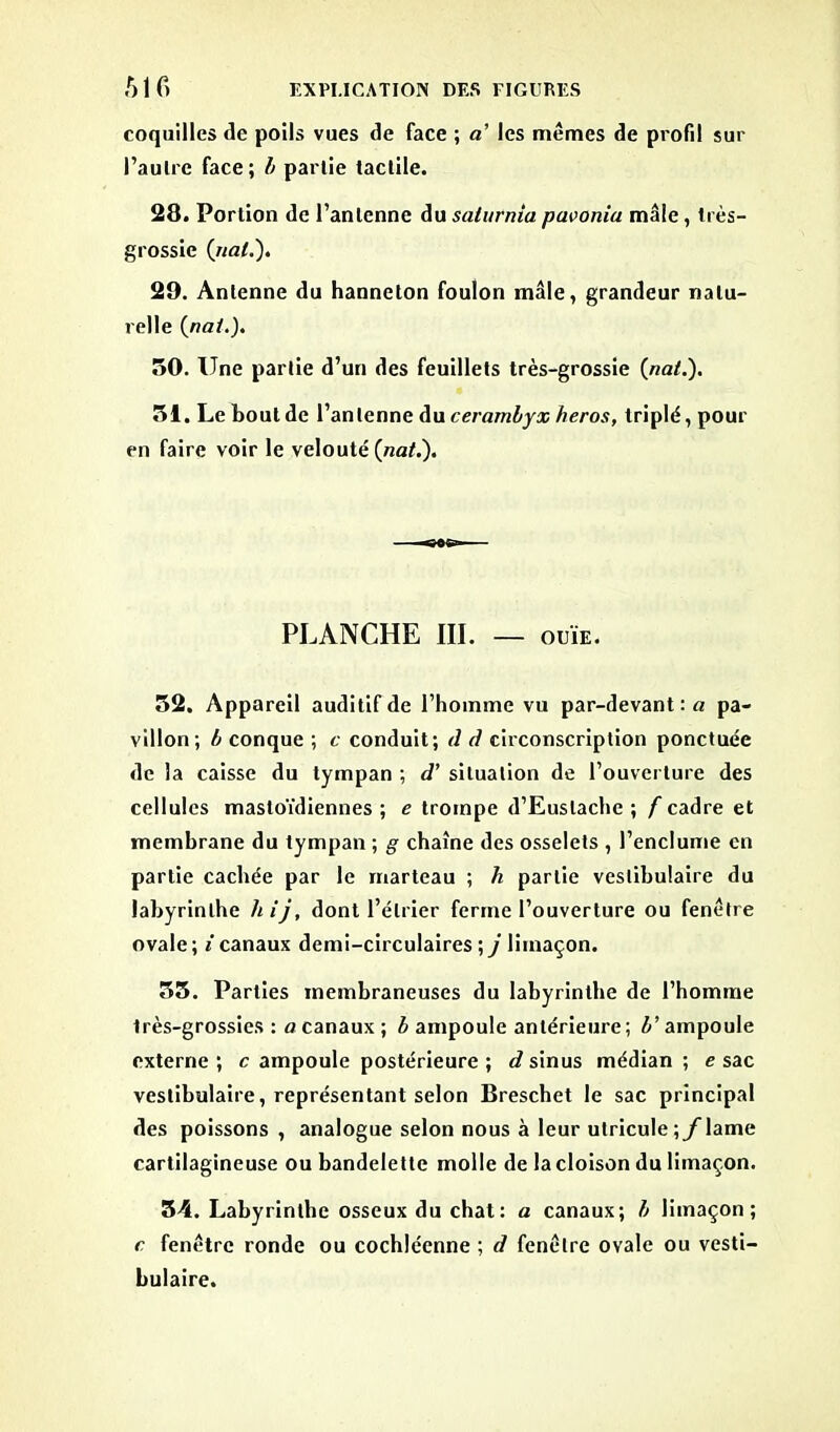 coquilles de poils vues de face ; a’ les memes de profil sur l’autre face; b partie tactile. 28. Portion de l’antenne du salurnia paoonia mâle, très- grossie {rial.). 29. Antenne du hanneton foulon mâle, grandeur natu- relle {nat.). 50. Une partie d’un des feuillets très-grossie {nat.). 51. Le bout de l’antenne du cerambyx héros, triplé, pour en faire voir le velouté {nat.). PLANCHE III. — ouïe. 52. Appareil auditif de l’homme vu par-devant :a pa- villon; b conque ; c conduit; d d circonscription ponctuée de la caisse du tympan ; d'situation de l’ouverture des cellules mastoïdiennes ; e trompe d’Euslache ; f cadre et membrane du tympan ; g chaîne des osselets , l’enclume en partie cachée par le marteau ; h partie veslibulaire du labyrinthe hij, dont l’étrier ferme l’ouverture ou fenêtre ovale ; i canaux demi-circulaires ; j limaçon. 55. Parties membraneuses du labyrinthe de l’homme très-grossics : a canaux ; b ampoule antérieure; b’ ampoule externe ; c ampoule postérieure ; d sinus médian ; e sac veslibulaire, représentant selon Breschet le sac principal des poissons, analogue selon nous à leur utricule j^lame cartilagineuse ou bandelette molle de la cloison du limaçon. 54. Labyrinthe osseux du chat: a canaux; b limaçon; c fenêtre ronde ou cochléenne ; d fenêtre ovale ou vesti- bulaire.