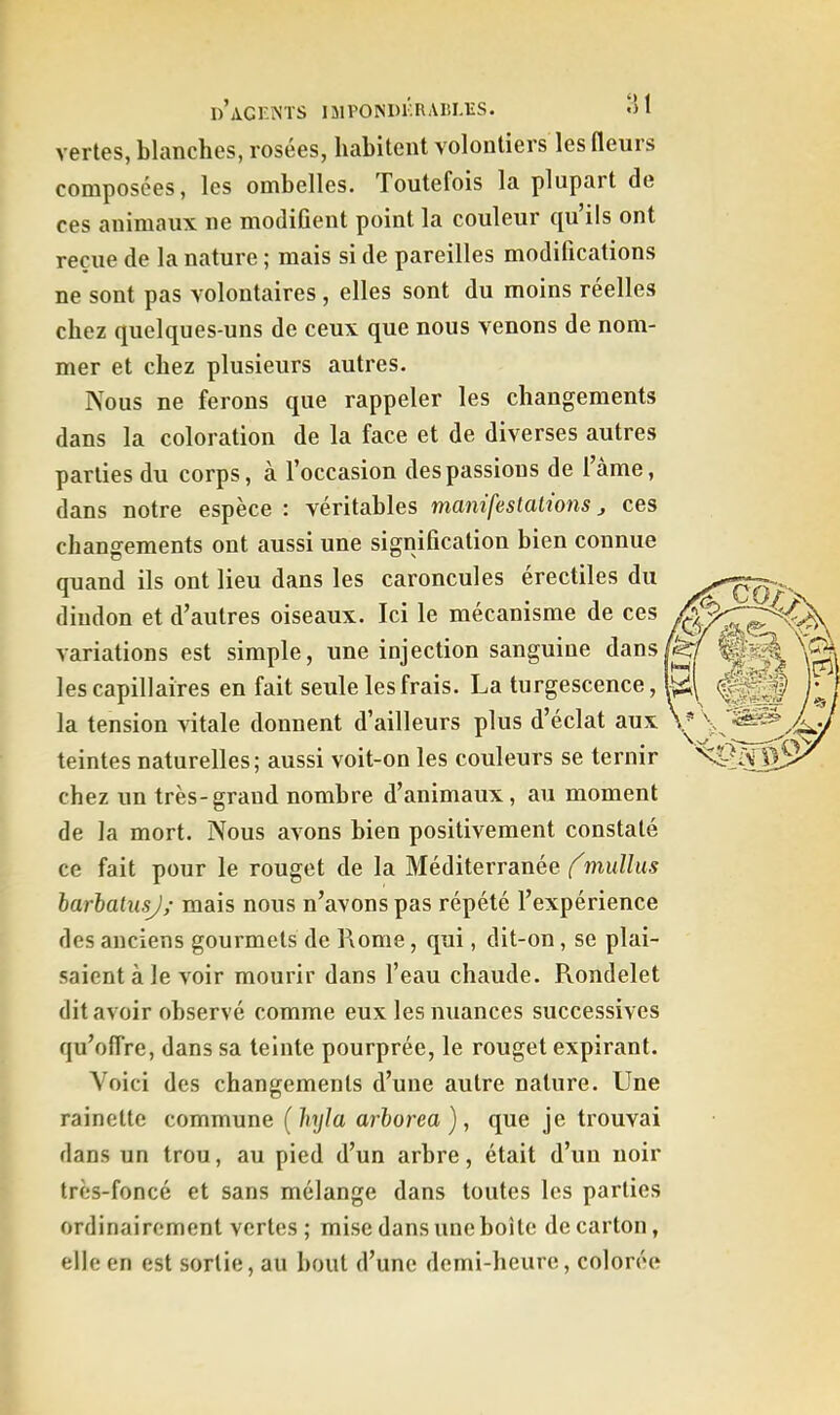 vertes, blanches, rosées, habitent volontiers les fleurs composées, les ombelles. Toutefois la plupart de ces animaux ne modifient point la couleur qu’ils ont reçue de la nature ; mais si de pareilles modifications ne sont pas volontaires , elles sont du moins réelles chez quelques-uns de ceux que nous venons de nom- mer et chez plusieurs autres. Nous ne ferons que rappeler les changements dans la coloration de la face et de diverses autres parties du corps, à l’occasion des passions de lame, dans notre espèce : véritables manifestations ces changements ont aussi une signification bien connue quand ils ont lieu dans les caroncules érectiles du dindon et d’autres oiseaux. Ici le mécanisme de ces variations est simple, une injection sanguine dans les capillaires en fait seule les frais. La turgescence, la tension vitale donnent d’ailleurs plus d’éclat aux teintes naturelles; aussi voit-on les couleurs se ternir chez un très-grand nombre d’animaux, au moment de la mort. Nous avons bien positivement constaté ce fait pour le rouget de la Méditerranée f'mulliis harhatusj; mais nous n’avons pas répété l’expérience des anciens gourmets de Rome, qui, dit-on, se plai- saient à le voir mourir dans Teau chaude. Pvondelet dit avoir observé comme eux les nuances successives qu’offre, dans sa teinte pourprée, le rouget expirant. Voici des changements d’une autre nature. Une rainette commune {hyïa arhorea), que je trouvai dans un trou, au pied d’un arbre, était d’un noir très-foncé et sans mélange dans toutes les parties ordinairement vertes ; mise dans une boite de carton, elle en est sortie, au bout d’une demi-heure, colorée