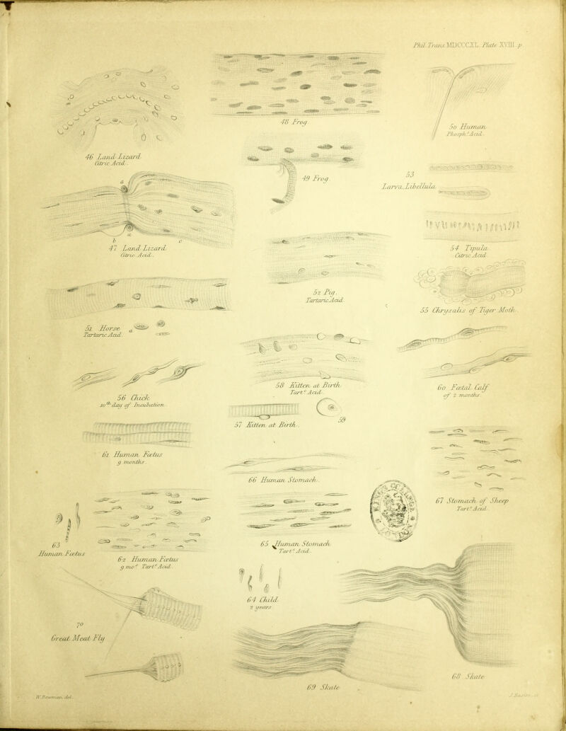 mU.Tnuu.\^CQU.\.. flute XVJll ,/a C?' '■■'3 .3PS.' 5* N ■ 5-^ O' c O. *.'rti(i>>. 0- A o r I225P 43 Frog *i‘,sflH«te: .:•;••• / 0, , 5c llmrujTL / flwsph^AcuL ■ 46 LatL/i lizard Gtric Acid. . ‘fe—v,^ S3 Lan'a.LihelhJxJU >'■5; 41 Land.Lzzurd Gtric Acid,. I mi 54 Tipula. dtrizAciii. ■=aer^ 5i Horse y lartaric Acui. /l;^iW8te»^l.^.,l.., 52 lig. TartaricAcid. , -<^o o' ■, . V t 55 C/uysails of Tiyer Moth,. >'. f « ■ O 56 Chick 20dap g/' JraubcctioTi . 58 HxtterL at Bulk Taj't'iAcid. rpfff'. '^WT'Ti 57 JFitte?b at FirtL. 6o FeetaZ Caf (^ 2 months. 59 .m^'^stdS55s„ 6i Hwnait Foetus g months. 66 Humxvh Storriach.. Mk. c?r 5 ,■ a 'I ••Kjao <SS-C3S<» /'■'dr,' fi'piy*. <s3Ea^3--'-- <ass^==— I ' 2.- ' 61 Stomach f Sheep Tart Acid. 63 llumaTL Foetus 'KTOsac jro . '. .!csr^ . '-' 6----^''■' 62 Hiartan Foetus g mot Tart?Acid. 65 Human SfouiaFo Tart? Acid. JO Greai M'icd Ftp F^ Si! ,0 3>' IV. B ern’77ian.. del. 69 Skate 68 Skate ~- fi I