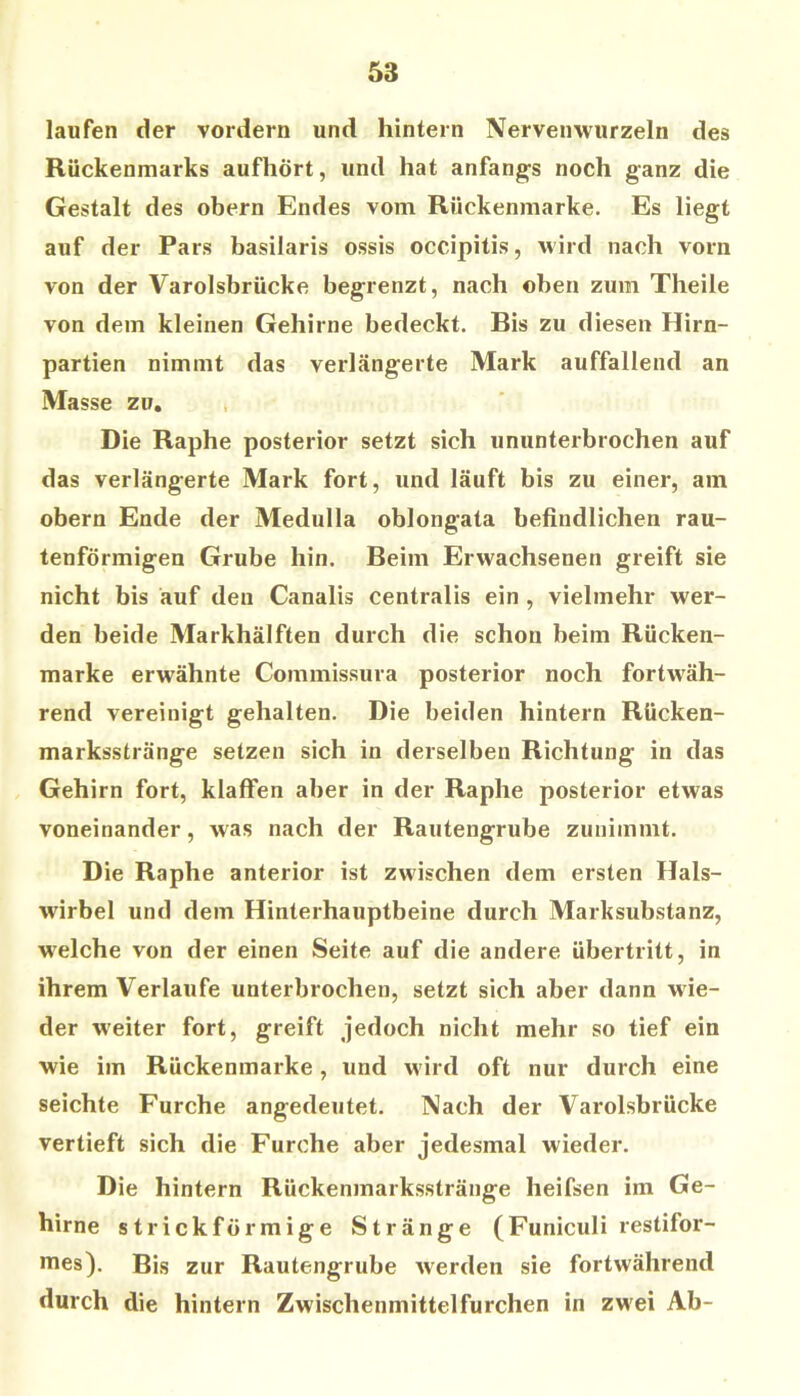 laufen der vordem und hintern Nervenwurzeln des Rückenmarks aufhört, und hat anfangs noch ganz die Gestalt des obern Endes vom Rückenmarke. Es liegt auf der Pars basilaris ossis occipitis, wird nach vorn von der Varolsbrücke begrenzt, nach oben zum Theile von dem kleinen Gehirne bedeckt. Bis zu diesen Hirn- partien nimmt das verlängerte Mark auffallend an Masse zu. Die Raphe posterior setzt sich ununterbrochen auf das verlängerte Mark fort, und läuft bis zu einer, am obern Ende der Medulla oblongata befindlichen rau- tenförmigen Grube hin. Beim Erwachsenen greift sie nicht bis auf den Canalis centralis ein , vielmehr wer- den beide Markhälften durch die schon beim Rücken- marke erwähnte Commissura posterior noch fortwäh- rend vereinigt gehalten. Die beiden hintern Rücken- marksstränge setzen sich in derselben Richtung in das Gehirn fort, klaffen aber in der Raphe posterior etwas voneinander, was nach der Rautengrube zunimmt. Die Raphe anterior ist zwischen dem ersten Hals- wirbel und dem Hinterhauptbeine durch Marksubstanz, welche von der einen Seite auf die andere Übertritt, in ihrem Verlaufe unterbrochen, setzt sich aber dann wie- der weiter fort, greift jedoch nicht mehr so tief ein wie im Rückenmarke, und w'ird oft nur durch eine seichte Furche angedeutet. Nach der Varolsbrücke vertieft sich die Furche aber jedesmal wieder. Die hintern Rückenmarksstränge heifsen im Ge- hirne strickförmige Stränge (Funiculi restifor- n^es). Bis zur Rautengrube w^erden sie fortwährend durch die hintern Zwischenmittelfurchen in zwei Ab-