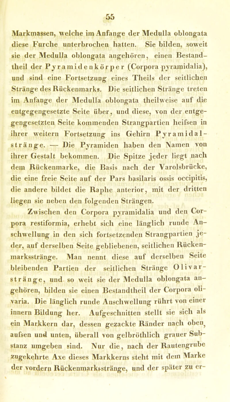 Markmassen, welche im Anfänge der Medulla oblongata diese Furche unterbrochen hatten. Sie bilden, soweit sie der Medulla oblongata angehören, einen Bestand- theil der Pyramidenkörper (Corpora pyramidalia), und sind eine Fortsetzung eines Theils der seitlichen Stränge des Rückenmarks. Die seitlichen Stränge treten im Anfänge der Medulla oblongata theilweise auf die entgegengesetzte Seite über, und diese, von der entge- gengesetzten Seite kommenden Strangpartien heifsen in ihrer weitern Fortsetzung ins Gehirn Pyramidal- sträuge. — Die Pyramiden haben den Namen von ihrer Gestalt bekommen. Die Spitze jeder liegt nach dem Rückenmarke, die Basis nach der Varolsbrücke, die eine freie Seite auf der Pars basilaris ossis occipitis, die andere bildet die Raphe anterior, mit der dritten liegen sie neben den folgenden Strängen. Zwischen den Corpora pyramidalia und den Cor- pora restiformia, erhebt sich eine länglich runde An- schw'ellung in den sich fortsetzenden Strangpartien je- der, auf derselben Seite gebliebenen, seitlichen Rücken- marksstränge. Man nennt diese auf derselben Seite bleibenden Partien der seitlichen Stränge Olivar- stränge, und so w'eit sie der Medulla oblongata an- gehören, bilden sie einen Bestandtheil der Corpora oli- varia. Die länglich runde Anschwellung rührt von einer innern Bildung her. Aufgeschnitten stellt sie sich als ein Markkern dar, dessen gezackte Ränder nach oben^ aufsen und unten, überall von gelbröthlich grauer Sub- stanz umgeben sind. Nur die, nach der Rautengrube zugekehrte Axe dieses Markkerns steht mit dem Marke der vordem Rückenmarksstränge, und der später zu er-