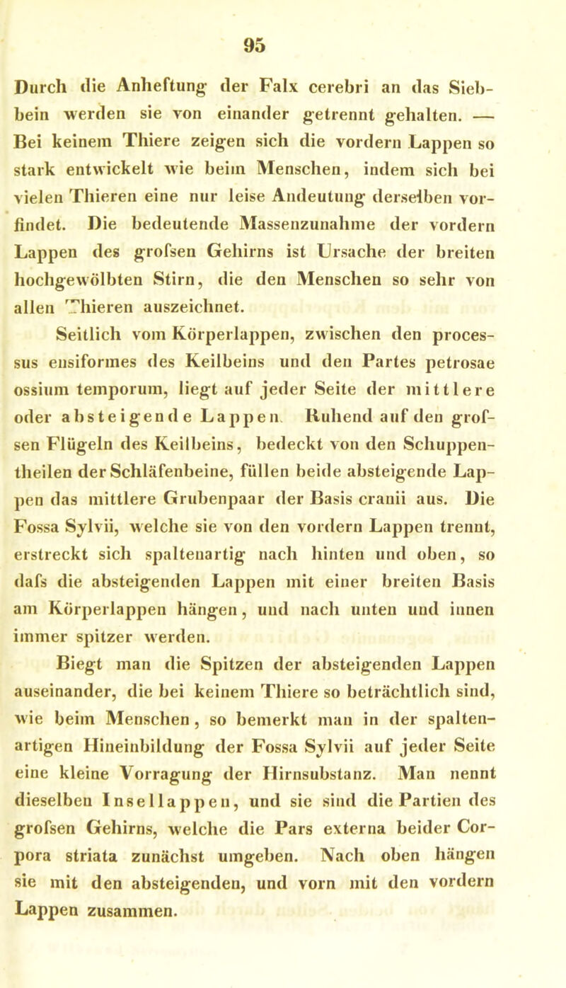 Durch die Anheftung der Faix cerebri an das Sieb- bein werden sie von einander getrennt gehalten. — Bei keinem Thiere zeigen sich die vordem Lappen so stark entwickelt wie beim Menschen, indem sich bei vielen Thieren eine nur leise Andeutung derselben vor- findet. Die bedeutende Massenzunahme der vordem Lappen des grofsen Gehirns ist Ursache der breiten hochgewölbten Stirn, die den Menschen so sehr von allen Thieren auszeichnet. Seitlich vom Körperlappen, zwischen den proces- sus ensiformes des Keilbeins und den Partes petrosae ossium temporum, liegt auf jeder Seite der mittlere oder absteigende Lappen, Ruhend auf den grof- sen Flügeln des Keilbeins, bedeckt von den Schuppen- theilen der Schläfenbeine, füllen beide absteigende Lap- pen das mittlere Grubenpaar der Basis cranii aus. Die Fossa Sjlvii, welche sie von den vordem Lappen trennt, erstreckt sich spaltenartig nach hinten und oben, so dafs die absteigenden Lappen mit einer breiten Basis am Körperlappen hängen, und nach unten und innen immer spitzer werden. Biegt man die Spitzen der absteigenden Lappen auseinander, die bei keinem Thiere so beträchtlich sind, wie beim Menschen, so bemerkt man in der spalten- artigen Hineinbildung der Fossa Sjlvii auf jeder Seite eine kleine Vorragung der Hirnsubstanz. Man nennt dieselben Insellappen, und sie sind die Partien des grofsen Gehirns, welche die Pars externa beider Cor- pora striata zunächst umgeben. Nach oben hängen sie mit den absteigenden, und vorn mit den vordem Lappen zusammen.