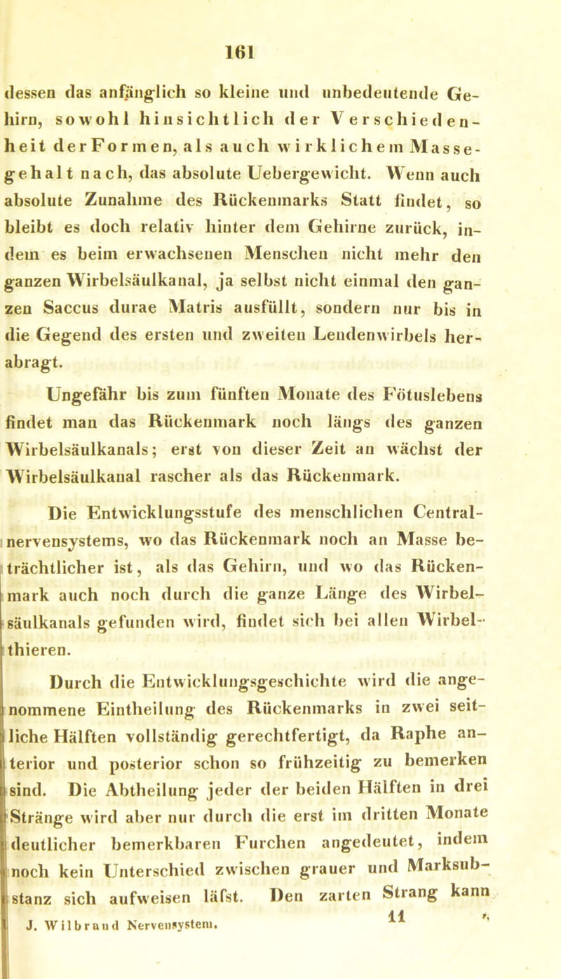 IHI dessen das anfjjinglich so kleine und unbedeutende Ge- hirn, soM’ohl hinsichtlich der Verschieden- heit d e r F o r m e n, a 1 s auch \v i r k 1 i c h e in M a s s e - gehalt nach, das absolute Uebergewicht. Wenn auch absolute Zunahme des Rückenmarks Statt findet, so bleibt es doch relativ hinter dem Gehirne zurück, in- dem es beim erwachsenen Menschen nicht mehr den ganzen Wirbelsäulkanal, ja selbst nicht einmal den gan- zen Saccus durae Matris ausfüllt, sondern nur bis in die Gegend des ersten und zweiten Lendenwirbels her- abragt. Ungefahr bis zum fünften Monate des Fötuslebens findet man das Rückenmark noch längs des ganzen Wirbelsäulkanals; erst von dieser Zeit an wächst der Wirbelsäulkaual rascher als das Rückenmark. Die Entwicklungsstufe des menschlichen Central- I nervensystems, wo das Rückenmark noch an Masse be- trächtlicher ist, als das Gehirn, und wo das Rücken- mark auch noch durch die ganze Länge des Wirbel- säulkanals gefunden wird, findet sich bei allen Wirbel- thieren. Durch die Entwicklungsgeschichte wird die ange- 1 nommene Eintheilung des Rückenmarks in zwei seit- liche Hälften vollständig gerechtfertigt, da Raphe an- terior und posterior schon so frühzeitig zu bemerken sind. Die Abtheilung jeder der beiden Hälften in drei Stränge wird aber nur durch die erst im dritten Monate Ideutlicher bemerkbaren Furchen angedeutet, indem noch kein Unterschied zwischen grauer und Marksub- I stanz sich aufweisen läfst. Den zarten Strang kann 11 J. Wilbraiid Nerveii»ysteni. R i