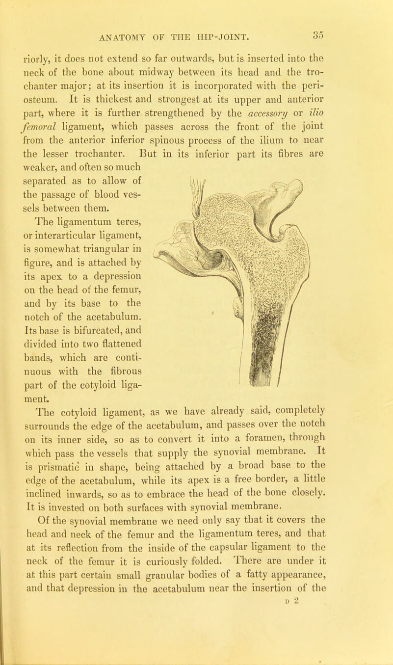 ANATOMY OF THE HIP-JOINT. riorly, it docs not extend so far outwards, but is inserted into the neck of the bone about midway between its bead and the tro- chanter major; at its insertion it is incorporated with the peri- osteum. It is thickest and strongest at its upper and anterior part, where it is further strengthened by the accessory or ilio femoral ligament, which passes across the front of the joint from the anterior inferior spinous process of the ilium to near the lesser trochanter. But in its inferior part its fibres are weaker, and often so much separated as to allow of the passage of blood ves- sels between them. The ligamentum teres, or interarticular ligament, is somewhat triangular in figure, and is attached by its apex to a depression on the head of the femur, and hy its base to the notch of the acetabulum. Its base is bifurcated, and divided into two flattened bands, which are conti- nuous with the fibrous part of the cotyloid liga- ment. The cotyloid ligament, as we have already said, completely surrounds the edge of the acetabulum, and passes over the notch on its inner side, so as to convert it into a foramen, through which pass the vessels that supply the synovial membrane. It is prismatic in shape, being attached by a broad base to the edge of the acetabulum, while its apex is a free border, a little inclined inwards, so as to embrace the head of the bone closely. It is invested on both surfaces with synovial membrane. Of the synovial membrane we need only say that it covers the head and neck of the femur and the ligamentum teres, and that at its reflection from the inside of the capsular ligament to the neck of the femur it is curiously folded. There are under it at this part certain small granular bodies of a fatty appearance, and that depression in the acetabulum near the insertion of the