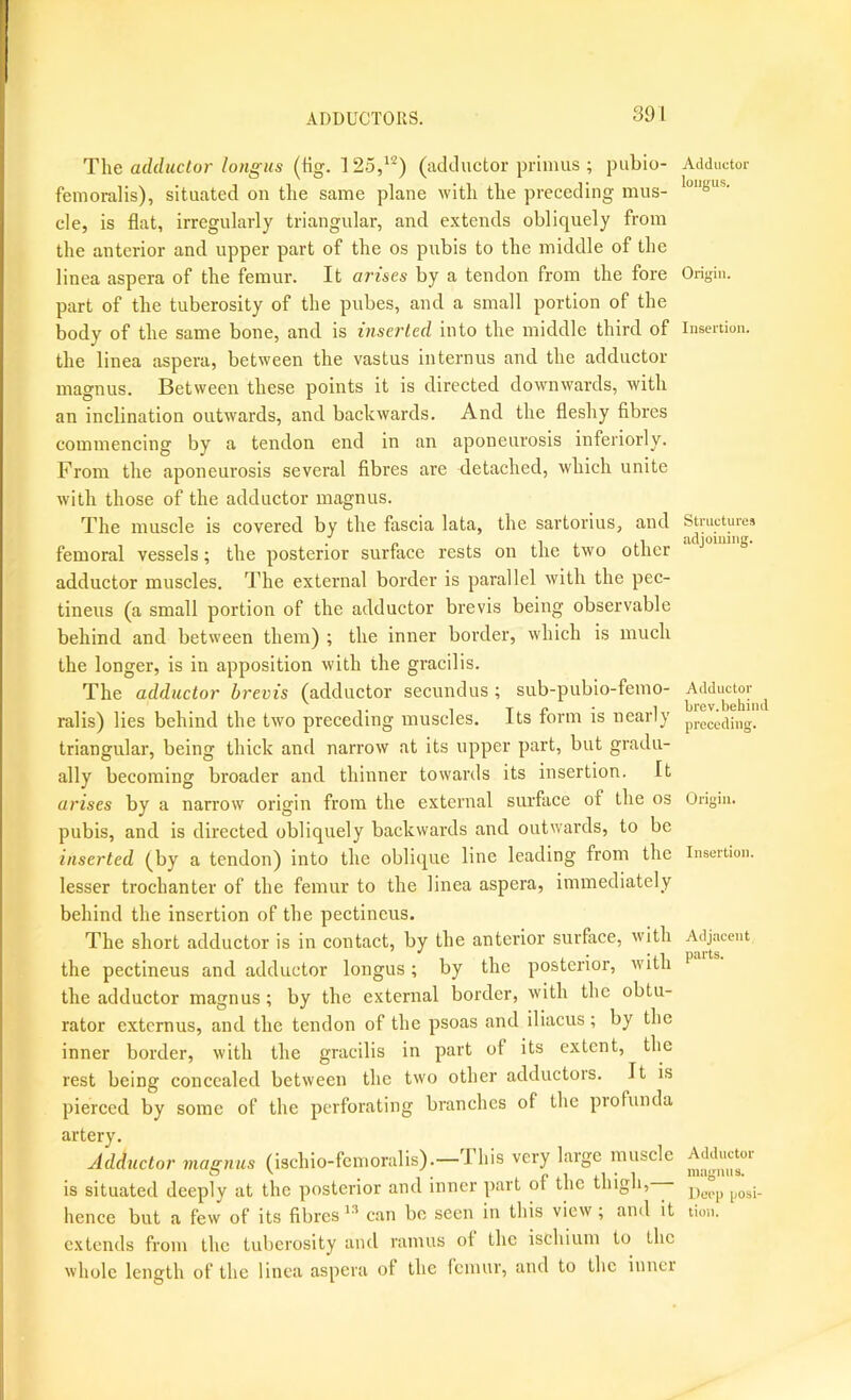 ADDUCTORS. The adductor longus (tig. 125,^^) (adductor primus ; pubio- femoralis), situated on tlie same plane with the preceding mus- cle, is flat, irregularly triangular, and e.xtends obliquely from the anterior and upper part of the os pubis to the middle of the linea aspera of the femur. It arises by a tendon from the fore part of the tuberosity of the pubes, and a small portion of the body of the same bone, and is inserted into the middle third of the linea aspera, between the vastus internus and the adductor magnus. Between these points it is directed downwards, with an inclination outwards, and backwards. And the fleshy fibres commencing by a tendon end in an aponeurosis inferiorly. From the aponeurosis several fibres are detached, which unite with those of the adductor magnus. The muscle is covered by the fascia lata, the sartorius, and femoral vessels; the posterior surface rests on the two other adductor muscles. The external border is parallel with the pec- tineus (a small portion of the adductor brevis being observable behind and between them) ; the inner border, which is much the longer, is in apposition with the gracilis. The adductor brevis (adductor secundus ; sub-pubio-femo- ralis) lies behind the two preceding muscles. Its form is nearly triangular, being thick and narrow at its upper part, but gradu- ally becoming broader and thinner towards its insertion. It arises by a narrow origin from the external surface of the os pubis, and is directed obliquely backwards and outwards, to be inserted (by a tendon) into the oblique line leading from the lesser trochanter of the femur to the linea aspera, immediately behind the insertion of the pectineus. The short adductor is in contact, by the anterior surface, with the pectineus and adductor longus; by the posterior, with the adductor magnus; by the external border, with the obtu- rator externus, and the tendon of the psoas and iliacus; by the inner border, with the gracilis in part of its extent, the rest being concealed between the two other adductors. It is pierced by some of the perforating branches of the proPunda artery. Adductor magnus (ischio-femoralis).— I his very large muscle is situated deeply at the posterior and inner part of the thigh, hence but a few of its fibres can be seen in this view; and it extends from the tuberosity and ramus of the ischium to the whole length of the linea aspera of the femur, and to the inner Adductor longus. Origin. Insertion. Structures adjoining. Adductor brev. behind preceding. Origin. Insertion. Adjacent parts. Adductor niagnu s. Deep posi- tioji.