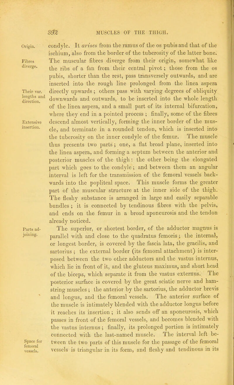 Origin. Fibres diverge. Their var. lengths and direction. Extensive insertion. Parts ad- joining. Space for femoral vessels. condyle. It arises from the ramus of the os pubis and that of the ischium, also from the border of the tuberosity of the latter bone. The muscular fibres diverge from their origin, somewhat like the ribs of a fan from their central pivot; those from the os pubis, shorter than the rest, pass transversely outwards, and are inserted into the rough line prolonged from the linea aspera directly upwards; others pass with varying degrees of obliquity dowmwards and outwards, to be inserted into the whole length of the linea aspera, and a small part of its internal bifurcation, where they end in a pointed process ; finally, some of the fibres descend almost vertically, forming the inner border of the mus- cle, and terminate in a rounded tendon, which is inserted into the tuberosity on the inner condyle of the femur. The muscle thus presents two parts; one, a flat broad plane, inserted into the linea aspera, and forming a septum between the anterior and posterior muscles of the thigh; the other being the elongated part which goes to the condyle; and between them an angular interval is left for the transmission of the femoral vessels back- wards into the popliteal space. This muscle forms the greater part of the muscular structure at the inner side of the thigh. The fleshy substance is arranged in large and easily separable bundles ; it is connected by tendinous fibres with the pelvis, and ends on the femur in a broad aponeurosis and the tendon already noticed. The superior, or shortest border, of the adductor magnus is parallel with and close to the quadratus femoris; the internal, or longest border, is covered by the fascia lata, the gracilis, and sartorius ; the external border (its femoral attachment) is inter- posed between the two other adductors and the vastus internus, which lie in front of it, and the gluteus maximus, and short head of the biceps, which separate it from the vastus externus. The posterior surface is covered by the great sciatic nerve and ham- string muscles; the anterior by the sartorius, the adductor brevis and longus, and the femoral vessels. The anterior surface of the muscle is intimately blended with the adductor longus before it reaches its insertion ; it also sends off an aponeurosis, which passes in front of the femoral vessels, and becomes blended with the vastus internus ; finally, its prolonged portion is intimately connected with the last-named muscle. The interval left be- tween the tw'o parts of this muscle for the passage of the femoral vessels is triangular in its form, and fleshy and tendinous in its