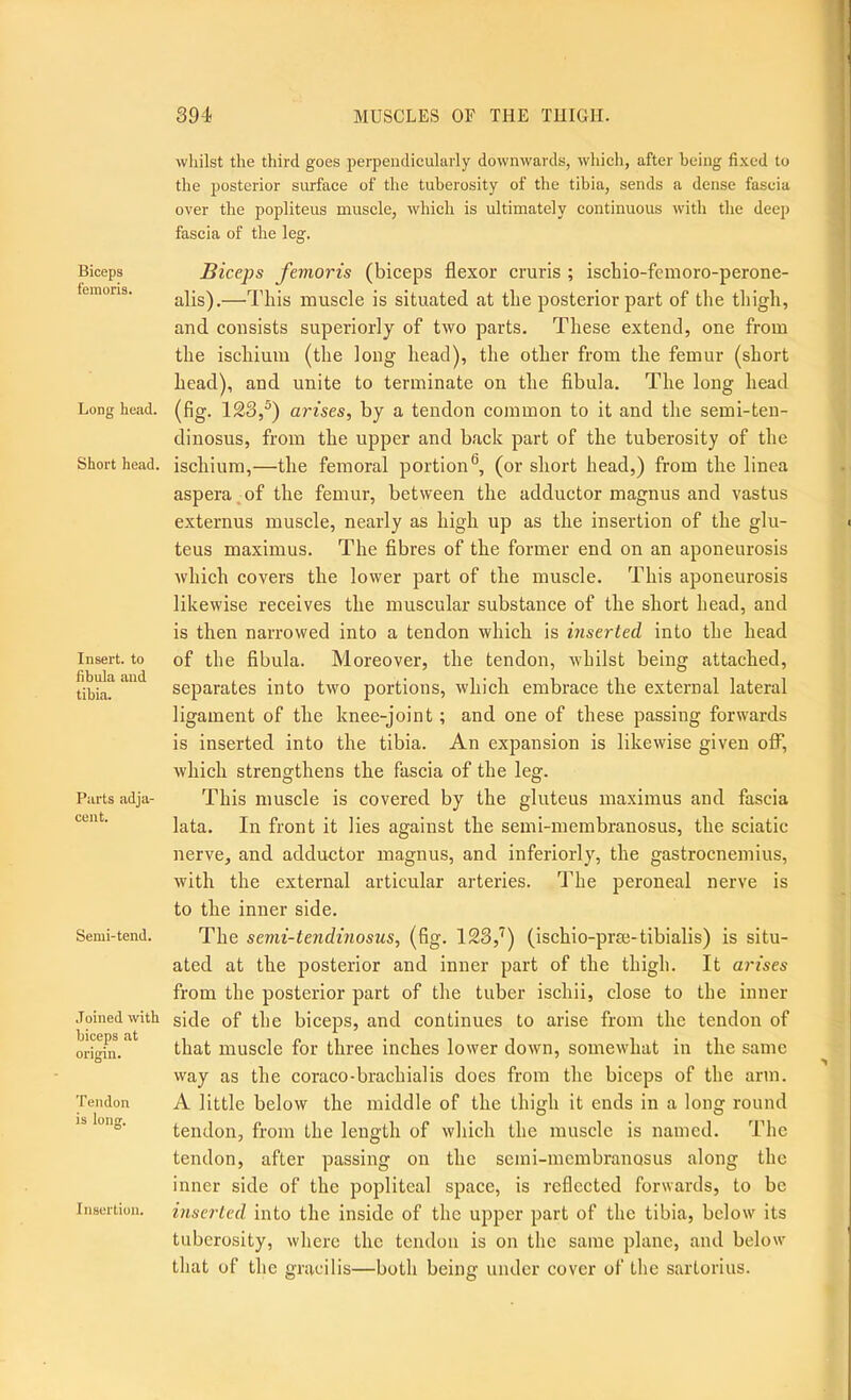 Biceps I'emoris. Long head. Short head. Insert, to fibula and tibia. Parts adja- cent. Semi-tend. Joined with biceps at origin. Tendon is long. Insertion. whilst the third goes perpendicularly downwards, which, after being fi.\ed to the posterior surface of the tuberosity of the tibia, sends a dense fascia over the popliteus muscle, which is ultimately continuous with the deep fascia of the leg. Biceps femoris (biceps flexor cruris ; iscbio-fcmoro-perone- alis).—This muscle is situated at the posterior part of the tliigh, and consists superiorly of two parts. These extend, one from the ischium (the long head), the other from the femur (short head), and unite to terminate on the fibula. The long head (fig. 123,^) arises, by a tendon common to it and the semi-teu- dinosus, from the upper and back part of the tuberosity of the ischium,—the femoral portion®, (or short head,) from the linea aspera^of the femur, between the adductor magnus and vastus externus muscle, nearly as high up as the insertion of the glu- teus maximus. The fibres of the former end on an aponeurosis which covers the lower part of the muscle. This aponeurosis likewise receives the muscular substance of the short head, and is then narrowed into a tendon which is inserted into the head of the fibula. Moreover, the tendon, whilst being attached, separates into two portions, which embrace the external lateral ligament of the knee-joint; and one of these passing forwards is inserted into the tibia. An expansion is likewise given olF, which strengthens the fascia of the leg. This muscle is covered by the gluteus maximus and fascia lata. In front it lies against the semi-meinbranosus, the sciatic nerve, and adductor magnus, and inferiorly, the gastrocnemius, with the external articular arteries. The peroneal nerve is to the inner side. The semi-tendmosus, (fig. 123,'*) (ischio-prie-tibialis) is situ- ated at the posterior and inner part of the thigh. It arises from the posterior part of the tuber ischii, close to the inner side of the biceps, and continues to arise from the tendon of that muscle for three inches lower down, somewhat in the same way as the coraco-brachialis does from the biceps of the arm. A little below the middle of the thigh it ends in a long round tendon, from the length of which the muscle is named. The tendon, after passing on the semi-membranosus along the inner side of the popliteal space, is reflected forwards, to be inserted into the inside of the upper part of the tibia, below its tuberosity, where the tendon is on the same plane, and below that of the gracilis—both being under cover of the sartorius.