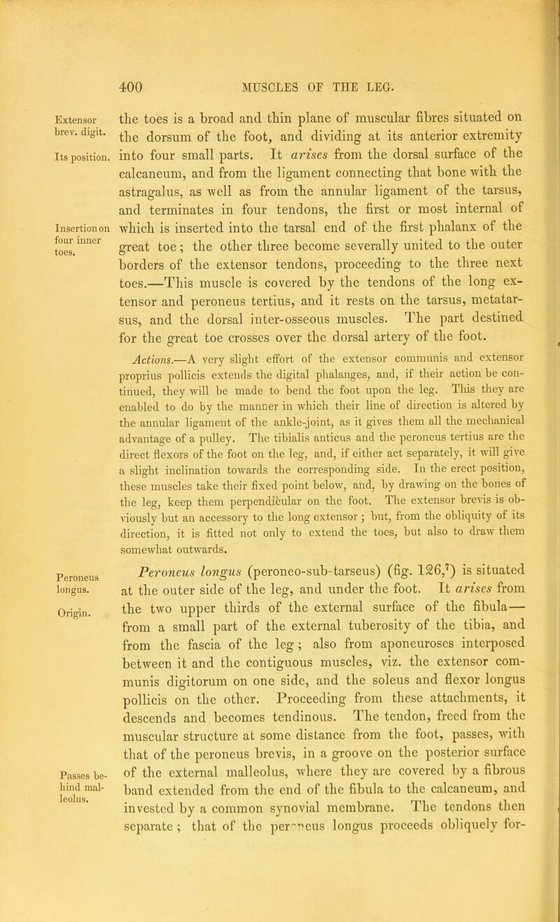 Extensor brev. digit. Its position. Insertion on four inner toes. Peroneus longus. Origin. Passes be- hind mal- leolus. tlie toes is a broad and tbin plane of muscular fibres situated on the dorsum of the foot, and dividing at its anterior extremity into four small parts. It arises from the dorsal surface of the calcaneum, and from the ligament connecting that bone ivith the astragalus, as well as from the annular ligament of the tarsus, and terminates in four tendons, the first or most internal of which is inserted into the tarsal end of the first phalanx of the great toe; the other three become severally united to the outer borders of the extensor tendons, proceeding to the three next toes.—This muscle is covered by the tendons of the long ex- tensor and peroneus tertius, and it rests on the tarsus, metatar- sus, and the dorsal inter-osseous muscles. The part destined for the great toe crosses over the dorsal artery of the foot. Actions.—A very slight effort of the extensor communis and extensor proprius pollicis extends the digital phalanges, and, if their action be con- tinued, they will be made to bend the foot upon the leg. This they are enabled to do by the manner in which their line of direction is altered by the annular ligament of the ankle-joint, as it gives them all the mechanical advantage of a pulley. The tibialis anticus and the peroneus tertius are the direct flexors of the foot on the leg, and, if either act separately, it will give a slight inclination towards the corresponding side. In the erect position, these muscles take their fixed point below, and, by drawing on the bones of the leg, keep them perpendicular on the foot. The extensor bre\'is is ob- viously but an accessory to the long extensor ; but, from the obliquity of its direction, it is fitted not only to extend the toes, but also to draw them somewhat outwards. Peroneus longus (peroneo-sub-tarseus) (fig. 126,'^) is situated at the outer side of the leg, and under the foot. It arises from the two upper thirds of the external surface of the fibula— from a small part of the external tuberosity of the tibia, and from the fascia of the leg; also from aponeuroses interposed between it and the contiguous muscles, viz. the extensor com- munis digitorum on one side, and the soleus and flexor longus pollicis on the other. Proceeding from these attachments, it descends and becomes tendinous. The tendon, freed from the muscular structure at some distance from the foot, passes, with that of the peroneus brevis, in a groove on the posterior surface of the external malleolus, where they are covered by a fibrous band extended from the end of the fibula to the calcaneum, and invested by a common synovial membrane. The tendons then separate ; that of the per'^^eus longus proceeds obliquely for-