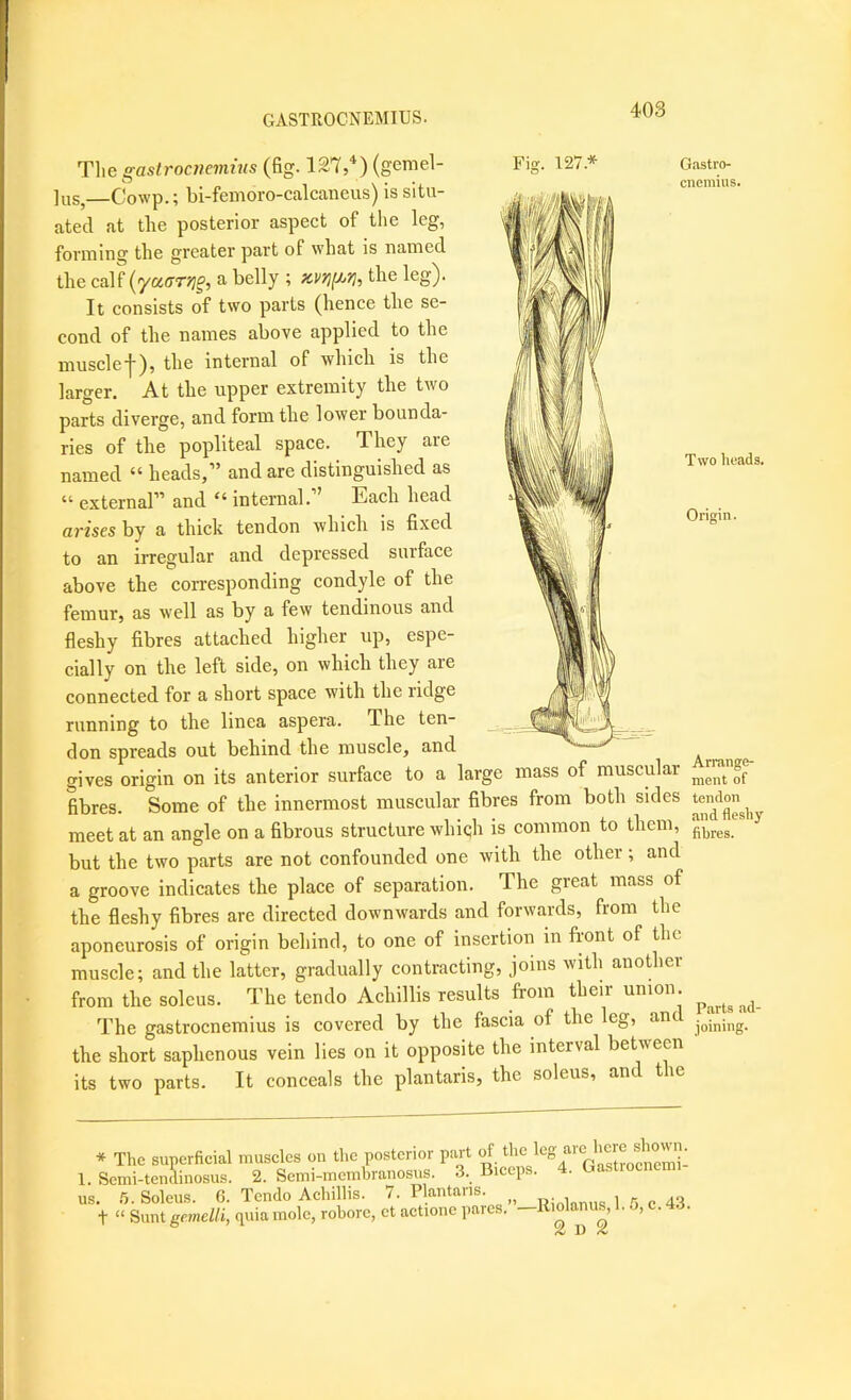 GASTROCNEMIUS. Tlie gastrocnemius (fig. 127,*) (gemel- lus,—Cowp.; bi-femoro-calcaneus) is situ- ated at tlie posterior aspect of the leg, forming the greater part of what is named the calf {'ya,(TTf]§, a belly ; Kvru^ri-j the leg). It consists of two parts (hence the se- cond of the names above applied to the musclef), the internal of which is the larger. At the upper extremity the two parts diverge, and form the lower bounda- ries of the popliteal space. They are named “ heads,” and are distinguished as “ external” and “ internal.” Each head arises by a thick tendon which is fixed to an irregular and depressed surface above the corresponding condyle of the femur, as well as by a few tendinous and fleshy fibres attached higher up, espe- cially on the left side, on which they are connected for a short space with the ridge running to the linea aspera. The ten- don spreads out behind the muscle, and ^ gives origin on its anterior surface to a large mass of muscular fibres. Some of the innermost muscular fibres from both sides tendon^^ meet at an angle on a fibrous structure whiqh is common to them, ^ but the two parts are not confounded one with the other; and a groove indicates the place of separation. The great mass of the fleshy fibres are directed downwards and forwards, from the aponeurosis of origin behind, to one of insertion in front of the muscle; and the latter, gradually contracting, joins with another from the soleus. The tendo Achillis results from their union The gastrocnemius is covered by the fascia of the leg, and the short saphenous vein lies on it opposite the interval between its two parts. It conceals the plantaris, the soleus, and the * The superficial muscles on the posterior part oi the 1. Scini-tendinosus. 2. Semi-membranosus. .3. Biceps. 4. Gastiocncmi us. .5. Soleus. 6. Tendo Achillis. 7. Plantaris. 1 5 c 43 t “ Sunt gemelli, quia mole, rohorc, ct actione pares. —lliolanuj 1. o, c. 4ci.