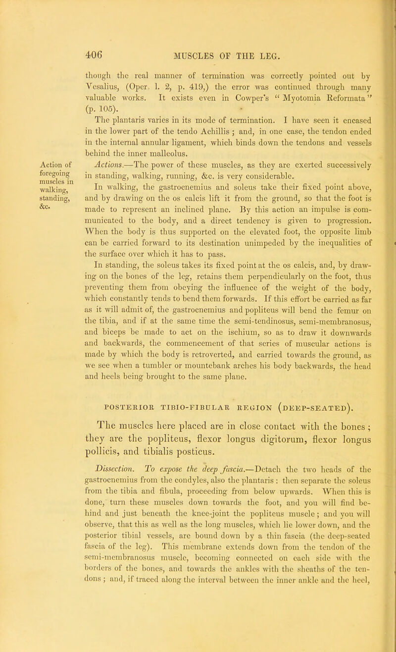 Action of foregoing muscles in walking, standing, &c. though tlie real manner of tennination was correctly pointed out by Vesalius, (Oper. 1. 2, p. 419,) the error was continued through many valuable works. It exists even in Cowper's “ Myotomia Reformata (p. 106). The plantaris varies in its mode of termination. I have seen it encased in the lower part of the tendo Achillis ; and, in one case, the tendon ended in the internal annular ligament, which binds down the tendons and vessels behind the inner malleolus. Actions.—The power of these muscles, as they are exerted successively in standing, walking, running, &c. is very considerable. In walking, the gastrocnemius and soleus take their fixed point above, and by drawing on the os calcis lift it from the ground, so that the foot is made to represent an inclined plane. By this action an impulse is com- municated to the body, and a direct tendency is given to progression. When the body is thus supported on the elevated foot, the opposite limb can be carried forward to its destination unimpeded by the inequalities of the surface over which it has to pass. In standing, the soleus takes its fixed point at the os calcis, and, by draw- ing on the bones of the leg, retains them perpendicularly on the foot, thus preventing them from obeying the influence of the weight of the body, which constantly tends to bend them forwards. If this effort be carried as far as it will admit of, the gastrocnemius and popliteus will bend the femur on the tibia, and if at the same time the semi-tendinosus, semi-membranosus, and biceps be made to act on the ischium, so as to draw it downwards and backwards, the commencement of that series of muscular actions is made by which the body is retroverted, and carried towards the ground, as we see when a tumbler or mountebank arches his body backwards, the head and heels being brought to the same plane. POSTERIOR TIBIO-FIBULAR REGION (dEEP-SEATEd). The imisclcs here placed are in close contact with the bones ; they are the popliteus, flexor longus digitorimi, flexor longus pollicis, and tibialis posticus. Dissection. To expose the deep fascia.—Detach the two heads of the gastrocnemius from the condyles, also the plantaris : then separate the soleus from the tibia and fibula, proceeding from below upwards. 'When this is done, turn these muscles down towards the foot, and you will find be- hind and just beneath the knee-joint the pojfiiteus muscle; and you will observe, that this as well as the long muscles, which lie lower down, and the posterior tibial vessels, arc bound down by a thin fascia (the deep-seated fa.scia of the leg). This membrane extends down from the tendon of the semi-membranosus muscle, becoming connected on cacli side with tlie borders of the bones, and towards tlic ankles witli the sheaths of tlie ten- dons ; and, if traced along the interval between the inner ankle and the heel.