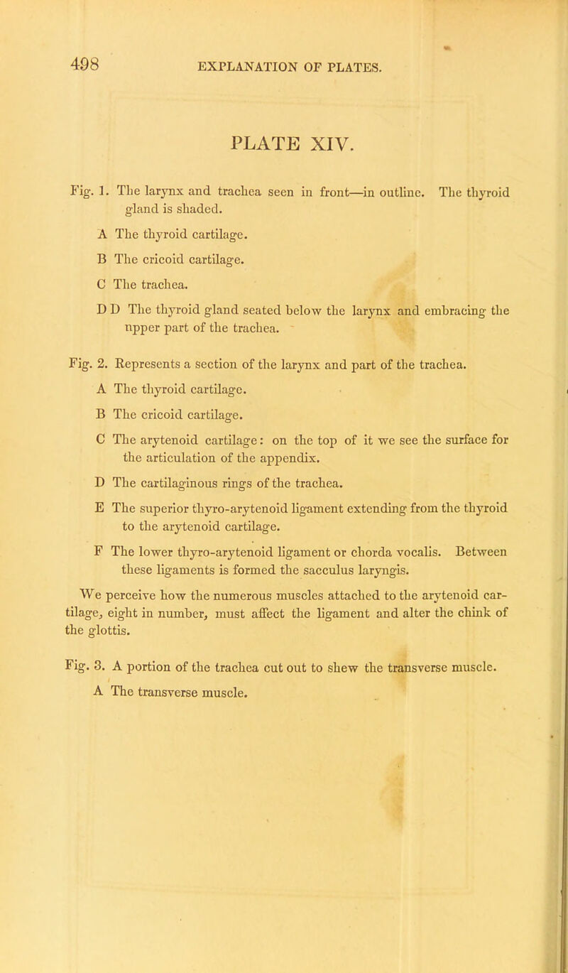 498 PLATE XIV. Fig. 1. The larynx and trachea seen in front—in outline. The thyroid gland is shaded. A The thyroid cartilage. B The cricoid cartilage. C The trachea. D D The thyroid gland seated below the larynx and embracing the upper part of the trachea. Fig. 2. Represents a section of the larynx and part of the trachea. A The thyroid cartilage. B The cricoid cartilage. C The arytenoid cartilage: on the top of it we see the surface for the articulation of the appendix. D The cartilaginous rings of the trachea. E The superior tliyro-arytenoid ligament extending from the thyroid to the arytenoid cartilage. F The lower thyro-arytenoid ligament or chorda vocalis. Between these ligaments is formed the sacculus larynges. We perceive how the numerous muscles attached to the arytenoid car- tilage., eight in number, must affect the ligament and alter the chink of the glottis. Fig. 3. A portion of the trachea cut out to shew the transverse muscle. A The transverse muscle.