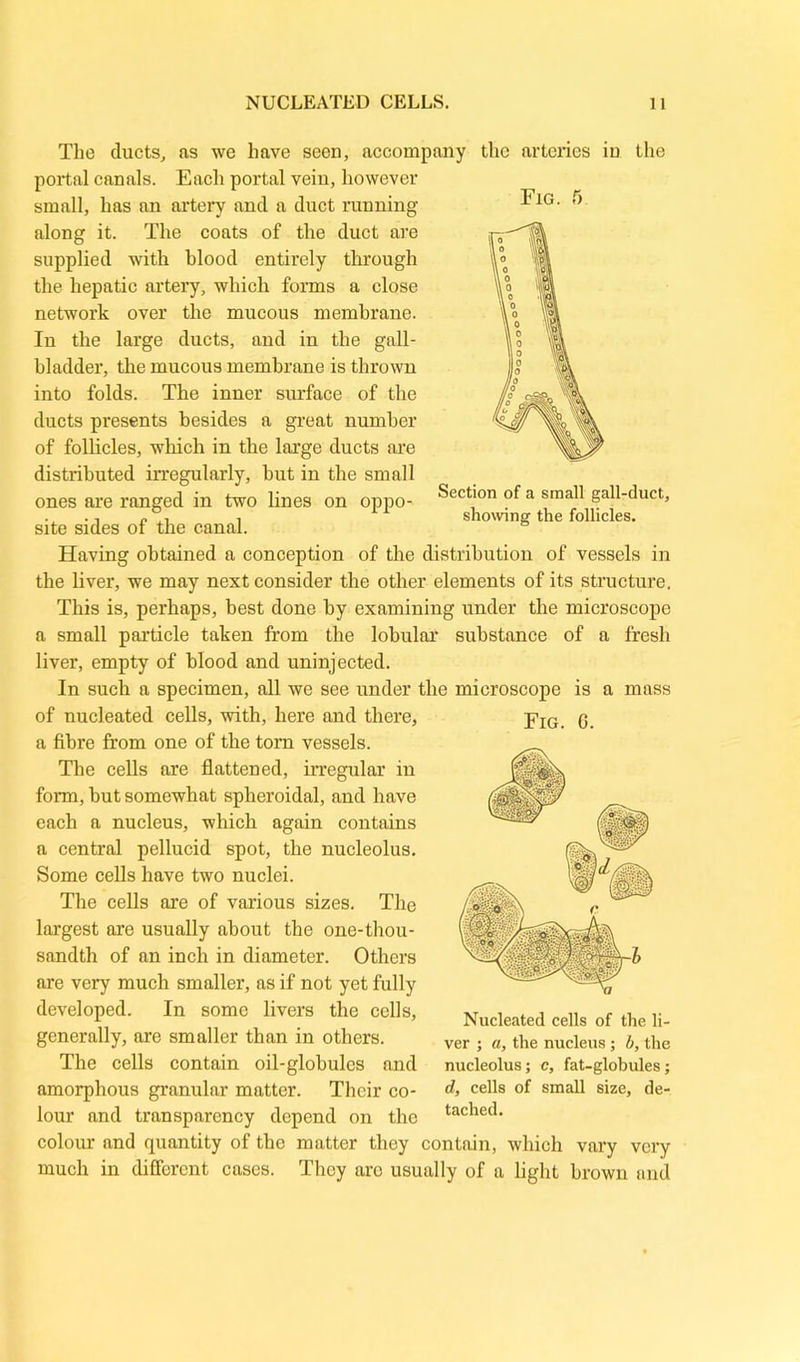the arteries in the Fig. The ducts, as we have seen, accompany portal canals. Each portal vein, however small, has an artery and a duct running along it. The coats of the duct are supplied with blood entirely through the hepatic artery, which forms a close network over the mucous membrane. In the large ducts, and in the gall- bladder, the mucous membrane is thrown into folds. The inner surface of the ducts presents besides a great number of follicles, which in the large ducts are distributed irregularly, but in the small ones are ranged in two lines on oppo- site sides of the canal. Having obtained a conception of the distribution of vessels in the liver, we may next consider the other elements of its structure. This is, perhaps, best done by examining under the microscope a small particle taken from the lobular substance of a fresh liver, empty of blood and uninjected. In such a specimen, all we see under the microscope is a mass Section of a small gall-duct, showing the follicles. Fig. 0. of nucleated cells, with, here and there, a fibre from one of the torn vessels. The cells are flattened, irregular in form, but somewhat spheroidal, and have each a nucleus, which again contains a central pellucid spot, the nucleolus. Some cells have two nuclei. The cells are of various sizes. The largest are usually about the one-thou- sandth of an inch in diameter. Others are very much smaller, as if not yet fully developed. In some livers the cells, generally, are smaller than in others. The cells contain oil-globules and amorphous granular matter. Their co- lour and transparency depend on the colour and quantity of the matter they contain, which vary very much in different cases. They arc usually of a light brown and Nucleated cells of the li- ver ; a, the nucleus ; b, the nucleolus; c, fat-globules; d, cells of small size, de- tached.