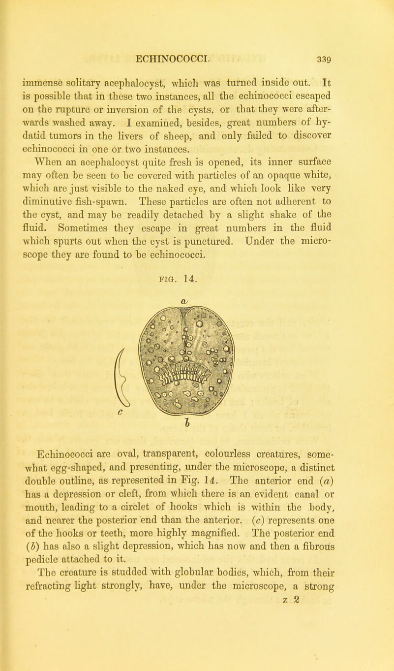 immense solitary acephalocyst, which was turned inside out. It is possible that in these two instances, all the echinococci escaped on the rupture or inversion of the cysts, or that they were after- wards washed away. I examined, besides, great numbers of hy- datid tumors in the livers of sheep, and only failed to discover echinococci in one or two instances. When an acephalocyst quite fresh is opened, its inner surface may often be seen to he covered with particles of an opaque white, which are just visible to the naked eye, and which look like very diminutive fish-spawn. These particles are often not adherent to the cyst, and may be readily detached by a slight shake of the fluid. Sometimes they escape in great numbers in the fluid which spurts out when the cyst is punctured. Under the micro- scope they are found to he echinococci. fig. 14. (V Echinococci are oval, transparent, colourless creatures, some- what egg-shaped, and presenting, under the microscope, a distinct double outline, as represented in Fig. 14. The anterior end (a) has a depression or cleft, from which there is an evident canal or mouth, leading to a circlet of hooks which is within the body, and nearer the posterior end than the anterior. (c) represents one of the hooks or teeth, more highly magnified. The posterior end (b) has also a slight depression, which has now and then a fibrous pedicle attached to it. The creature is studded with globular bodies, which, from their refracting light strongly, have, under the microscope, a strong z 2