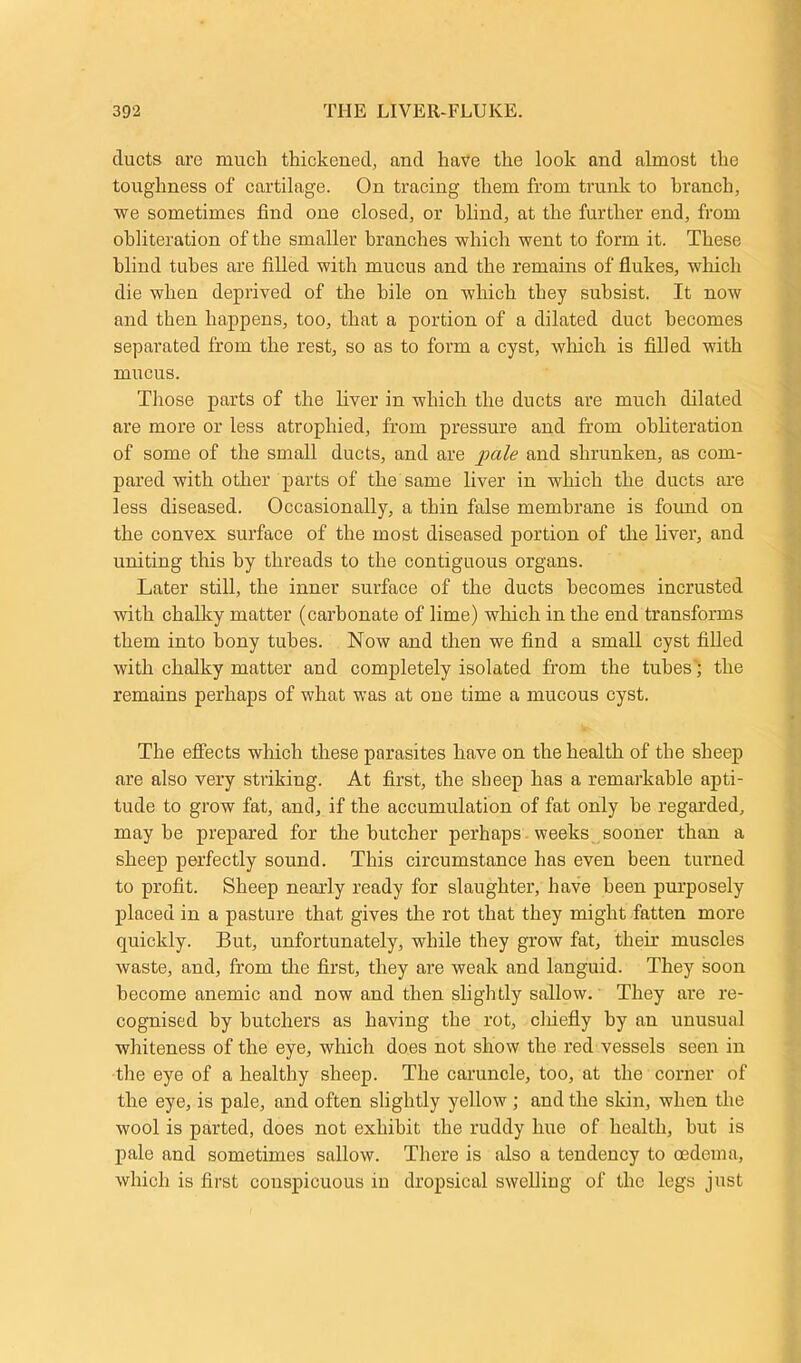 clucts are much thickened, and have the look and almost the toughness of cartilage. On tracing them from trunk to branch, we sometimes find one closed, or blind, at the further end, from obliteration of the smaller branches which went to form it. These blind tubes are filled with mucus and the remains of flukes, which die when deprived of the bile on which they subsist. It now and then happens, too, that a portion of a dilated duct becomes separated from the rest, so as to form a cyst, which is filled with mucus. Those parts of the liver in which the ducts are much dilated are more or less atrophied, from pressure and from obliteration of some of the small ducts, and are pale and shrunken, as com- pared with other parts of the same liver in which the ducts are less diseased. Occasionally, a thin false membrane is found on the convex surface of the most diseased portion of the liver, and uniting this by threads to the contiguous organs. Later still, the inner surface of the ducts becomes incrusted with chalky matter (carbonate of lime) which in the end transforms them into bony tubes. Now and then we find a small cyst filled with chalky matter and completely isolated from the tubes; the remains perhaps of what was at one time a mucous cyst. The effects which these parasites have on the health of the sheep are also very striking. At first, the sheep has a remarkable apti- tude to grow fat, and, if the accumulation of fat only he regarded, may he prepared for the butcher perhaps weeks sooner than a sheep perfectly sound. This circumstance has even been turned to profit. Sheep nearly ready for slaughter, have been purposely placed in a pasture that gives the rot that they might fatten more quickly. But, unfortunately, while they grow fat, their muscles waste, and, from the first, they are weak and languid. They soon become anemic and now and then slightly sallow. They are re- cognised by butchers as having the rot, chiefly by an unusual whiteness of the eye, which does not show the red vessels seen in the eye of a healthy sheep. The caruncle, too, at the corner of the eye, is pale, and often slightly yellow ; and the skin, when the wool is parted, does not exhibit the ruddy hue of health, but is pale and sometimes sallow. There is also a tendency to oedema, which is first conspicuous in dropsical swelliug of the legs just