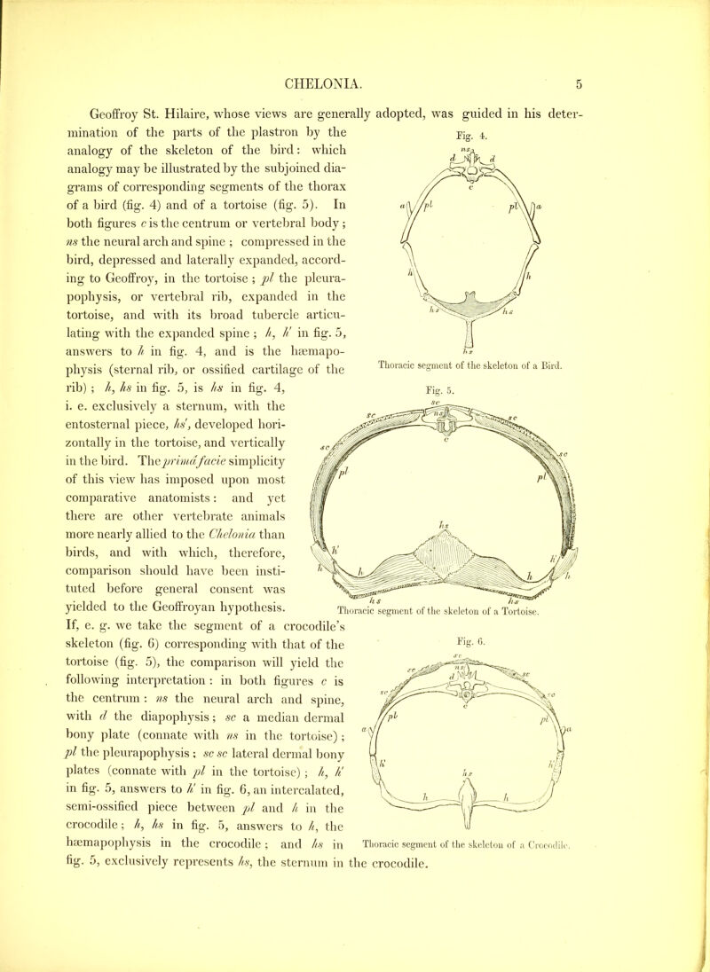 Geoffroy St. Hilaire, whose views are generally adopted, was guided in his deter- mination of the parts of the plastron by the analogy of the skeleton of the bird: whieh analogy may be illustrated by the subjoined dia- grams of eorresponding segments of the thorax of a bird (fig. 4) and of a tortoise (fig. 5). In both figures c is the centrum or vertebral body ; 7is the neural arch and spine ; compressed in the bird, depressed and laterally expanded, accord- ing to Geoffroy, in the tortoise ; pi the pleura- pophysis, or vertebral rib, expanded in the tortoise, and with its broad tubercle articu- lating with the expanded spine ; h, h' in fig. 5, answers to h in fig. 4, and is the hremapo- physis (sternal rib, or ossified cartilage of the rib) ; It,, hs in fig. 5, is hs in fig. 4, i. e. exclusively a sternum, with the entosternal piece, Its', developed hori- zontally in the tortoise, and vertically in the bird. ^\\Q2)rmtdfacie simplicity of this view has imposed upon most comparative anatomists; and yet there are other vertebrate animals more nearly allied to the Cltelonia than birds, and with which, therefore, comparison should have been insti- tuted before general consent was yielded to the Geoffroyan hypothesis. If, e. g. we take the segment of a crocodile’s skeleton (fig. 6) corresponding with that of the tortoise (fig. 5), the comparison will yield the following interpretation ; in both figures c is the centrum : ns the neural arch and spine, with d the diapophysis; sc a median dermal bony plate (connate with ns in the tortoise); the pleurapophysis ; sc sc lateral dermal bony plates (connate with ;pl in the tortoise) ; h, h' in fig. 5, answers to h! in fig. 6, an intercalated, semi-ossified piece between pd and k in the crocodile; //, hs in fig. .5, answers to h, the heemapophysis in the crocodile; and hs in Thoracic segment of the skeleton of a Bird. Big. 5. Tlioracic segment of flic skeleton of a Tortoise. Big. 0. Thoracic segment of the skeleton of a Crocodile. fig. 5, exclusively represents hs, the sternum in the crocodile.