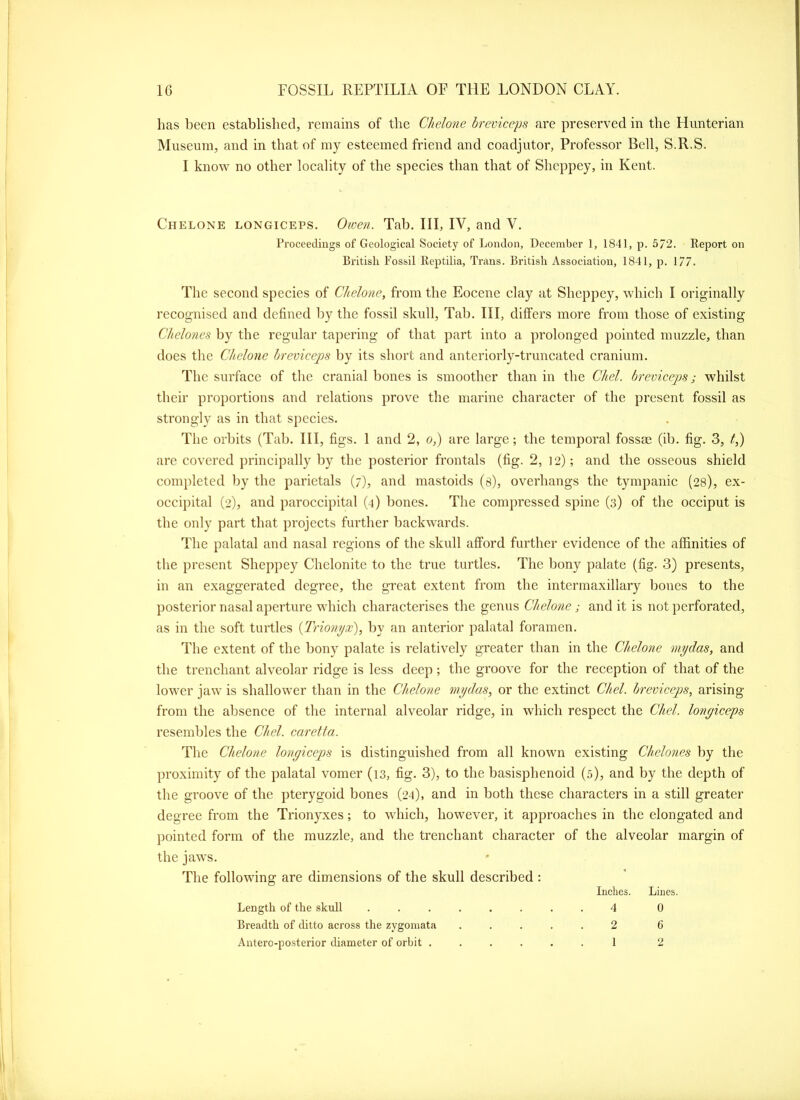 has been established, remains of the Chelone breviceps are preserved in the Hunterian Museum, and in that of my esteemed friend and coadjutor, Professor Bell, S.R.S. I know no other locality of the species than that of Shcppey, in Kent. Chelone longiceps. Owen. Tab. HI, IV, and V. Proceedings of Geological Society of London, December 1, 1841, p. 5/2. Report on British Fossil Reptilia, Trans. British Association, 1841, p. 1/7. The second species of Chelone, from the Eocene clay at Shcppey, which I originally recognised and defined by the fossil skull. Tab. HI, differs more from those of existing Chelones by the regular tapering of that part into a ])rolonged pointed muzzle, than does the Chelone breviceps by its short and anteriorly-truncated cranium. The surface of the cranial bones is smoother than in the Chel. breviceps; whilst their proportions and relations })rove the marine character of the present fossil as strongly as in that species. The orbits (Tab. HI, figs. 1 and 2, o,) are large; the temporal fossm (ib. fig. 3, t,) are covered principally by the posterior frontals (fig. 2, 12); and the osseous shield completed by the parictals (7), and mastoids (s), overhangs the tympanic (28), ex- occipital (2), and paroccipital (4) bones. The compressed spine (3) of the occiput is the only part that projects further backwards. The palatal and nasal regions of the skull afford further evidence of the affinities of the present Sheppey Chelonite to the true turtles. The bony palate (fig. 3) presents, in an exaggerated degree, the great extent from the intermaxillary bones to the posterior nasal aperture which characterises the genus Chelone ; and it is not perforated, as in the soft turtles {Trionyx), by an anterior palatal foramen. The extent of the bony palate is relatively greater than in the Chelone mydas, and the trenchant alveolar ridge is less deep; the groove for the reception of that of the lower jaw is shallower than in the Chelone mydas, or the extinct Chel. breviceps, arising from the absence of the internal alveolar ridge, in which respect the Chel. lonyieeps resembles the Chel. caretta. The Chelone lonyieeps is distinguished from all known existing Chelones by the proximity of the palatal vomer (13, fig. 3), to the basisphenoid (5), and by the depth of the groove of the pterygoid bones (24), and in both these characters in a still greater degree from the Trionyxes; to which, however, it approaches in the elongated and pointed form of the muzzle, and the trenchant character of the alveolar margin of the jaws. The following are dimensions of the skull described : Length of the skull Breadth of ditto across the zygomata Antero-posterior diameter of orbit . Inches. Lines. 4 0 2 6 1 2