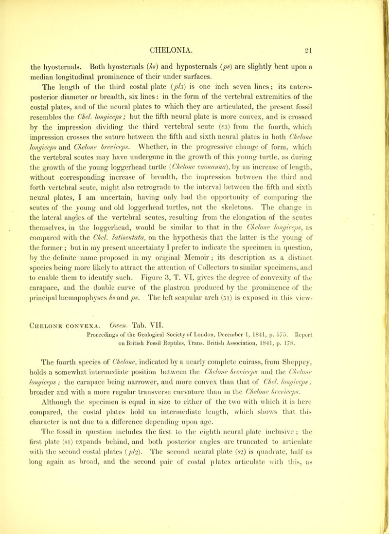 the hyosternals. Both hyostemals (/is) and hyposternals (ps) are slightly bent upon a median longitudinal prominence of their under surfaces. The length of the third costal plate (p/s) is one inch seven lines; its antero- posterior diameter or breadth, six lines: in the form of the vertebral extremities of the costal plates, and of the neural plates to which they are articulated, the present fossil resembles the Chel. longiceps ; but the fifth neural plate is more convex, and is crossed by the impression dividing the third vertebral scute (ys) from the fourth, which impression crosses the suture between the fifth and sixth neural plates in both Chelone Jongiceps and Chelone Irreviceps. Whether, in the progressive change of form, which the vertebral scutes may have undergone in the growth of this young turtle, as during the growth of the young loggerhead turtle (Chelone caoucmna),hy an increase of length, without corresponding increase of breadth, the impression between the third and forth vertebral scute, might also retrograde to the interval between the fifth and sixth neural plates, I am uncertain, having only had the opportunity of comparing the scutes of the young and old loggerhead turtles, not the skeletons. The change in the lateral angles of the vertebral scutes, resulting from the elongation of the scutes themselves, in the loggerhead, would be similar to that in the Chelone longiceps, as compared with the Chel. lafiscutata, on the hypothesis that the latter is the young of the former ; but in my present uncertainty I prefer to indicate the specimen in question, by the definite name proposed in my original Memoir ; its description as a distinct species being more likely to attract the attention of Collectors to similar specimens, and to enable them to identify sueh. Figure 3, T. VI, gives the degree of convexity of the carapace, and the double curve of the plastron produced by the prominence of the principal lifEinapophyses /as and ps. The left scapular arch (51) is exposed in this view- Chelone convexa. Given-. Tab. VII. Proceedings of the Geological Society of London, December 1, 1841, p. 575. Report on British Fossil Reptiles, Ttaus. British Association, 1841, p. 1/8. The fourth species of Chelone, indicated by a nearly complete cuirass, from Sheppey, holds a somewhat intermediate position between the Chelone hreoiceps and the Chelone longiceps; the carapace Ijeing narrower, and more convex than that of Chel. longicejjs; broader and with a more regular transverse curvature than in the Chelone breviceps. Although the specimen is equal in size to either of the two with which it is liere compared, the costal plates hold an intermediate length, which shows that this character is not due to a difference depending upon age. The fossil in question includes the first to the eighth neural plate inclusive ; the first plate (51) expands behind, and both posterior angles arc truncated to articulate with the second costal plates (phi)- The second neural plate (.S2) is quadrate, half as long again as broad, and the second pair of costal plates articulate with this, as