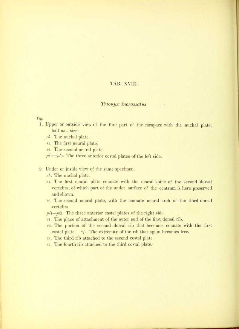 Trionyx incrassatus. Upper or outside view of the fore part of the carapaee with the nuchal plate, half nat. size. ch. The nuchal plate. 51. The first neural plate. 52. The second neural plate. 2)l\—ph. The three anterior costal plates of the left side. Under or inside view of the same specimen. ch. The nuchal plate. 51. The first neural plate connate with the neural spine of the second dorsal vertebra, of which part of the under surface of the centrum is here preserved and shown. 52. The second neural plate, with the connate neural arch of the third dorsal vertebra. ph—ph- The three anterior costal plates of the right side. Cl. The place of attachment of the outer end of the first dorsal rib. C2. The portion of the second dorsal rili that becomes connate with the first costal plate. C2. The extremity of the rib that again becomes free. C3. The third rib attached to the second costal plate. cA. The fourth rib attached to the third costal plate.