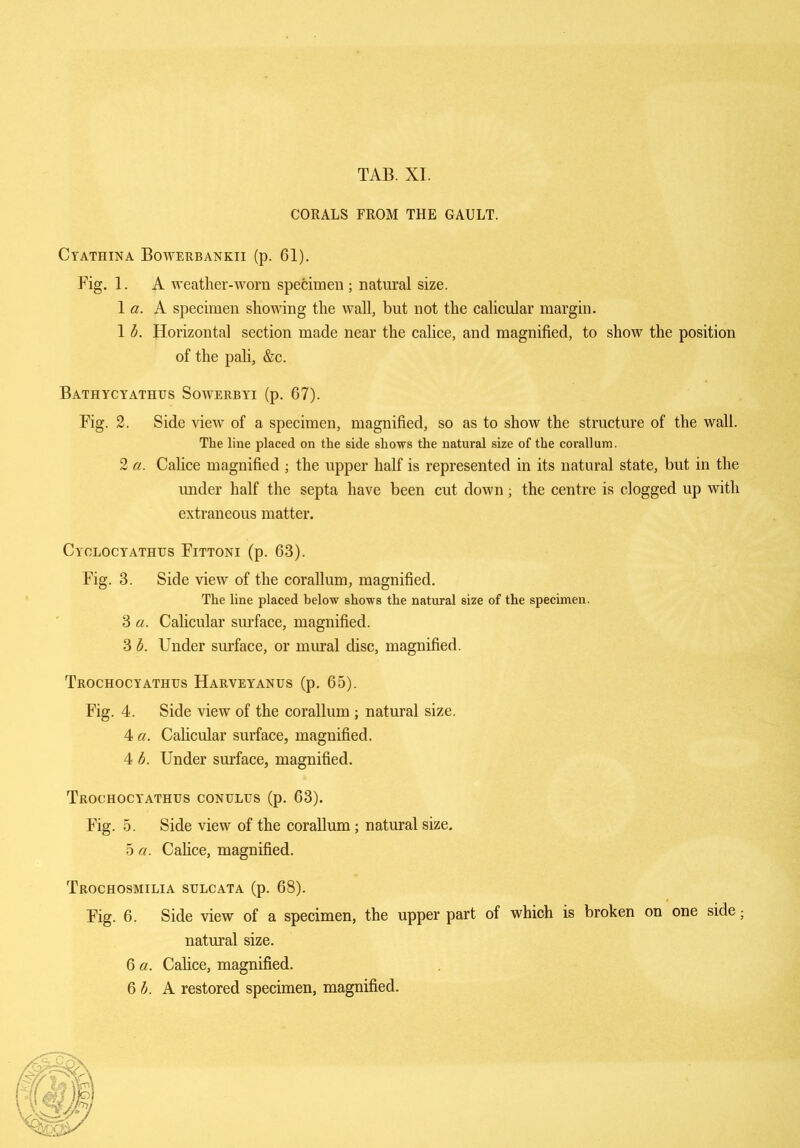 CORALS FROM THE GAULT. Cyathina Bowerbankii (p. 61). Fig. 1. A weather-worn specimen ; natural size. 1 a. A specimen showing the wall, but not the calicular margin. 1 b. Horizontal section made near the calice, and magnified, to show the position of the pali, &c. Bathycyathus Sowerbyi (p. 67). Fig. .2. Side view of a specimen, magnified, so as to show the structure of the wall. The line placed on the side shows the natural size of the corallum. 2 a. Calice magnified ; the upper half is represented in its natural state, but in the under half the septa have been cut down; the centre is clogged up with extraneous matter. Cyolocyathus Fittoni (p. 63). Fig. 3. Side view of the corallum, magnified. The line placed below shows the natural size of the specimen. 3 a. Calicular surface, magnified. 3 b. Under surface, or mural disc, magnified. Trochocyathus Harveyanus (p. 65). Fig. 4. Side view of the corallum ; natural size. 4 a. Calicular surface, magnified. 4 b. Under surface, magnified. Trochocyathus conulus (p. 63). Fig. 5. Side view of the corallum; natural size. 5 a. Calice, magnified. Trochosmilia sulcata (p. 68). Fig. 6. Side view of a specimen, the upper part of which is broken on one side; natural size. 6 a. Calice, magnified. 6 A A restored specimen, magnified.