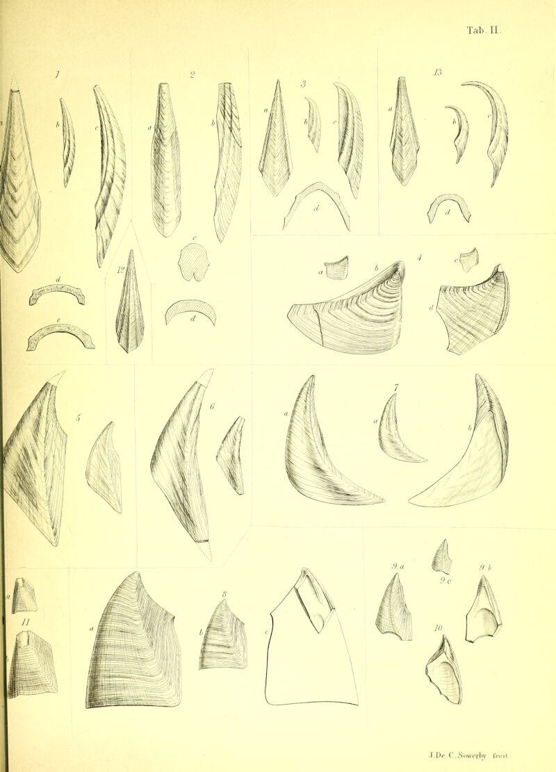 .r.De C.Sowerby feoil