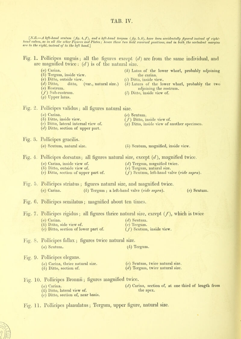 \_N.B.—A left-hand scutum (fig. 4,/), and a left-hand tergum (fig. 5, b), have been accidentally figured instead of right- hand valves, as in all the other Figures and Plates; hence these two hold reversed positions, and in both the occludent margins are to the right, instead of to the left hand.] Fig. 1. Pollicipes unguis; all the figures except (d) are from the same individual, and are magnified twice : {cl) is of the natural size. (а) Carina. (б) Tergum, inside view. (c) Ditto, outside view. (d) Ditto, ditto, (var., natural size.) (e) Rostrum. {/) Sub-rostrum. (g) Upper latus. (h) Latus of the lower whorl, probably adjoining the carina. («) Ditto, inside view. (h) Latera of the lower whorl, probably the two adjoining the rostrum. (/) Ditto, inside view of. Fig. 2. Pollicipes validus ; all figures (a) Carina. (b) Ditto, inside view. (c) Ditto, lateral internal view of. (d) Ditto, section of upper part. natural size. (e) Scutum. (/) Ditto, inside view of. (g) Ditto, inside view of another specimen Fig. 3. Pollicipes gracilis. (a) Scutum, natural size. (b) Scutum, magnified, inside view. Fig. 4. Pollicipes dorsatus; all figures natural size, except (cl), magnified twice. (a) Carina, inside view of. (d) Tergum, magnified twice. (b) Ditto, outside view of. (e) Tergum, natural size. (c) Ditto, section of upper part of. (f ) Scutum, left-hand valve (vide supra). Fig. 5. Pollicipes striatus ; figures natural size, and magnified twice. (a) Carina. (b) Tergum ; a left-hand valve (vide supra). (c) Scutum. Fig. 6. Pollicipes semilatus; magnified about ten times. Fig. 7. Pollicipes rigidus; all figures thrice natural size, except (/), which is twice (a) Carina. (d) Scutum. (b) Ditto, side view of. (e) Tergum. (c) Ditto, section of lower part of. (f) Scutum, inside view. Fig. 8. Pollicipes fallax ; figures twice natural size. (a) Scutum. (b) Tergum. Fig. 9. Pollicipes elegans. (a) Carina, thrice natural size. (c) Scutum, twice natural size. (b) Ditto, section of. (d,) Tergum, twice natural size. Fig. 10. Pollicipes Bronnii; figures magnified twice. (a) Carina. (d) Carina, section of, at one third of length from (b) Ditto, lateral view of. the apex. (c) Ditto, section of, near basis. Fig. 11. Pollicipes planulatus; Tergum, upper figure, natural size.
