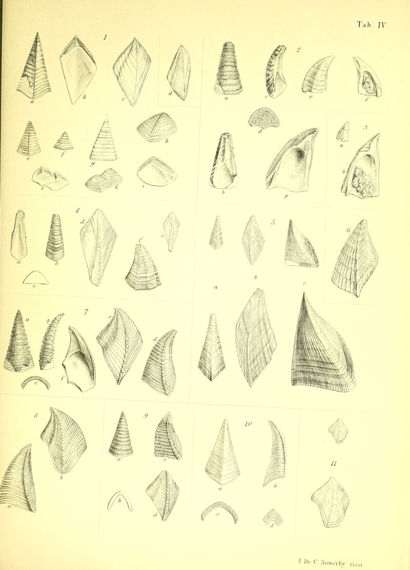 ^)e C.So'werby fecit.