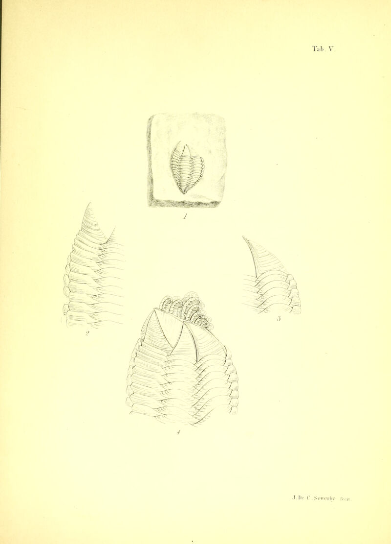 ■T.De C .Sowerbv frrit.