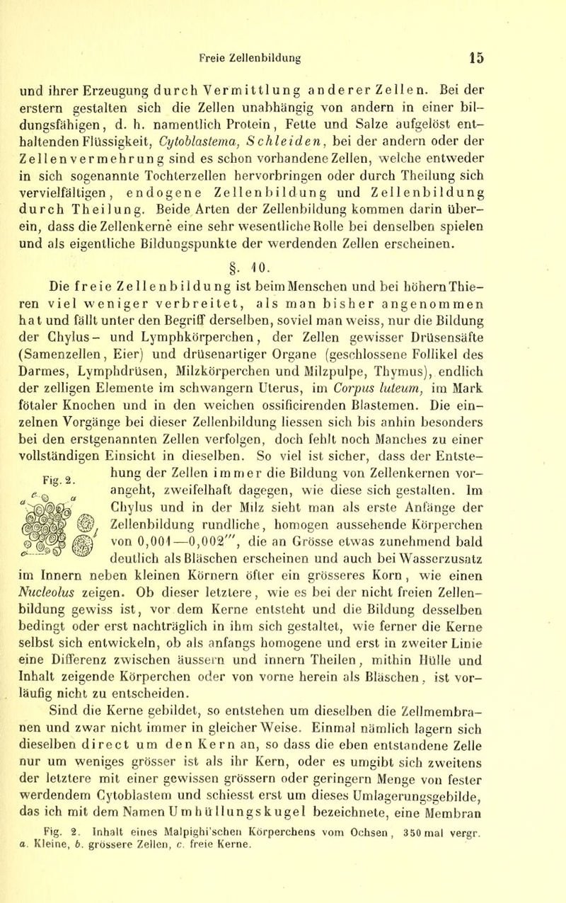 und ihrer Erzeugung durch Vermittlung anderer Zellen. Beider erstem gestalten sich die Zellen unabhängig von andern in einer bil- dungsfähigen, d. h. namentlich Protein, Fette und Salze aufgelöst ent- haltenden Flüssigkeit, Cytoblastema, Schleiden, bei der andern oder der Zellenvermehrung sind es schon vorhandene Zellen, welche entweder in sich sogenannte Tochterzellen hervorbringen oder durch Theilung sich vervielfältigen, endogene Zellenbildung und Zellenbildung durch Theilung. Beide Arten der Zellenbildung kommen darin über- ein, dass die Zellenkerne eine sehr wesentliche Bolle bei denselben spielen und als eigentliche Bildungspunkte der werdenden Zellen erscheinen. vollständigen Einsicht in dieselben. §. 10. Die freie Zellenbildung ist beim Menschen und bei hohem Thie- ren viel weniger verbreitet, als man bisher angenommen hat und fällt unter den Begriff derselben, soviel man weiss, nur die Bildung der Chylus- und Lymphkörperchen, der Zellen gewisser Drüsensäfte (Samenzellen, Eier) und drüsenartiger Organe (geschlossene Follikel des Darmes, Lymphdrüsen, Milzkörperchen und Milzpulpe, Thymus), endlich der zelligen Elemente im schwängern Uterus, im Corpus luteum, im Mark fötaler Knochen und in den weichen ossificirenden Blastemen. Die ein- zelnen Vorgänge bei dieser Zellenbildung Messen sich bis anhin besonders bei den erstgenannten Zellen verfolgen, doch fehlt noch Manches zu einer So viel ist sicher, dass der Entste- hung der Zellen immer die Bildung von Zellenkernen vor- angeht, zweifelhaft dagegen, wie diese sich gestalten. Im Chylus und in der Milz sieht man als erste Anfänge der Zellenbildung rundliche, homogen aussehende Körperchen von 0,001—0,002”', die an Grösse etwas zunehmend bald deutlich als Bläschen erscheinen und auch bei Wasserzusatz im Innern neben kleinen Körnern öfter ein grösseres Korn, wie einen Nucleolus zeigen. Ob dieser letztere, wie es bei der nicht freien Zellen- bildung gewiss ist, vor dem Kerne entsteht und die Bildung desselben bedingt oder erst nachträglich in ihm sich gestaltet, wie ferner die Kerne selbst sich entwickeln, ob als anfangs homogene und erst in zweiter Linie eine Differenz zwischen äussern und innern Theilen, mithin Hülle und Inhalt zeigende Körperchen oder von vorne herein als Bläschen, ist vor- läufig nicht zu entscheiden. Sind die Kerne gebildet, so entstehen um dieselben die Zellmembra- nen und zwar nicht immer in gleicherweise. Einmal nämlich lagern sich dieselben direct um den Kern an, so dass die eben entstandene Zelle nur um weniges grösser ist als ihr Kern, oder es umgibt sich zweitens der letztere mit einer gewissen grossem oder geringem Menge von fester werdendem Cytoblastem und schiesst erst um dieses Umlagerungsgebilde, das ich mit dem Namen U rn h ü Ilungs kugel bezeichnete, eine Membran 350 mal vergr. Fig. a. Kleine 2. Inhalt eines Malpighi’schen Körperchens vom Ochsen, 6. grössere Zellen, c. freie Kerne.