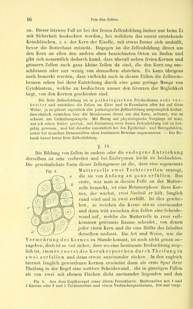 an. Dieser letztere Fall ist bei der freien Zellenbildung bisher nur beim Ei mit Sicherheit beobachtet worden, bei welchem das zuerst entstehende Keimbläschen, i. e. der Kern der Eizelle, mit etwas Dotter sich umhüllt, bevor die Dotterhaut entsteht. Dagegen ist die Zellenbildung direct um den Kern an allen den andern oben bezeichneten Orten zu finden und gibt sich namentlich dadurch kund, dass überall neben freien Kernen und grossem Zellen auch ganz kleine Zellen da sind, die den Kern eng um- schliessen oder nur wenig von demselben abstehen. Es kann übrigens noch bemerkt werden, dass vielleicht auch in diesen Fällen die Zellmem- branen schon bei ihrer Entstehung durch eine ganz geringe Menge von Cytoblastem, welche zu beobachten ausser den Grenzen der Möglichkeit liegt, von den Kernen geschieden sind. Die freie Zellenbildung ist in pathologischen Productionen sehr ver- breitet und entstehen die Zellen im Eiter und in Exsudaten aller Art auf diese Weise, ja es gehört eigentlich alle pathologische Zellenbildung ursprünglich hieher. Gewöhnlich entstehen hier die Membranen direct um den Kern, seltener, wie es scheint, um Umhüllungskugeln. Mit Bezug auf physiologische Vorgänge ist man, wie ich schon früher gezeigt, mit Statuirung einer freien Zellenbildung viel zu frei- gebig gewesen, und hat dieselbe namentlich bei den Epithelial- und Horngebilden, sowie bei manchen Drüsensäften ohne bestimmte Beweise angenommen. — Die Bo- tanik kennt keine freie Zellenbildung. §. H. Die Bildung von Zellen in andern oder die endogene Entstehung derselben ist sehr verbreitet und bei Embryonen leicht zu beobachten. Die gewöhnlichste Form dieser Zellengenese ist die, dass eine sogenannte Mutterzelle zwei Tochterzellen erzeugt, die sie von Anfang an ganz erfüllen. Das erste, was man in diesem Falle an der Mutter- zelle bemerkt, ist eine Metamorphose ihres Ker- nes, der wächst, zwei Nucleoli er hält, länglich rund wird und in zwei zerfällt. Ist dies gesche- hen , so weichen die Kerne etwas auseinander und dann tritt zwischen den Zellen eine Scheide- wand auf, welche die Mutterzelle in zwei voll- kommen getrennte Räume scheidet, von denen jeder einen Kern und die eine Hälfte des Inhaltes derselben umfasst. Die Art und Weise, wie die Vermehrung des Kernes zu Stande kommt, ist noch nicht genau an- zugeben, doch ist so viel sicher, dass wo eine bestimmte Beobachtung mög- lich ist, immer zuerst die Kernkörperchen durch Theilung in zwei zerfallen und dann etwas auseinander rücken. In den zugleich hiermit länglich gewordenen Kernen erscheint dann als erste Spur ihrer Theilung in der Regel eine mittlere Scheidewand, die in günstigen Fällen als von zwei mit ebenen Flächen dicht aneinander liegenden und den Fig. 3. Aus dem Kopfknorpel einer ältern Froschlarve. Mutterzellen mit 1 und 2 Kernen oder 2 und 4 Tochterzellen und etwas Verbindungssubstanz, 350 mal vergr.