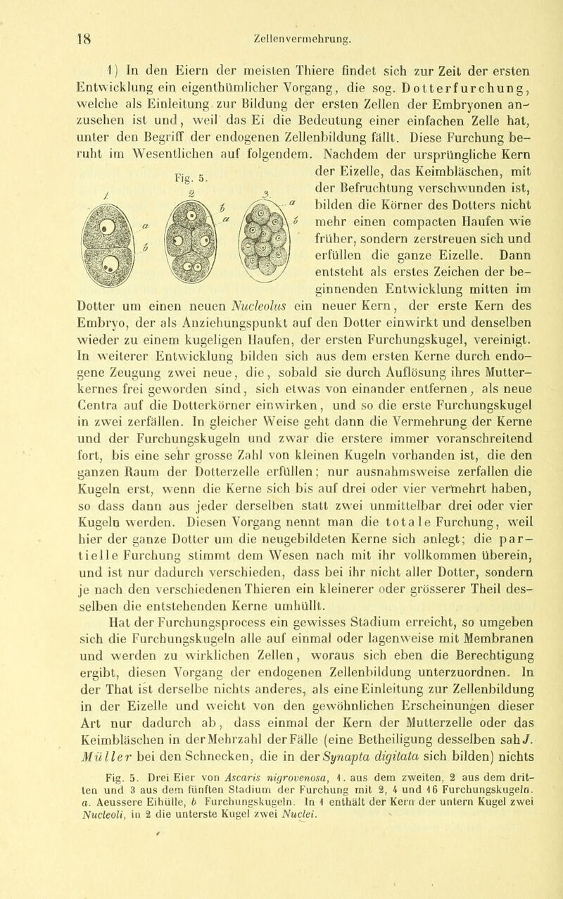 1) ln den Eiern der meislen Thiere findet sich zur Zeit der ersten Entwicklung ein eigenthümlicher Vorgang, die sog. Dotterfurchung, welche als Einleitung zur Bildung der ersten Zellen der Embryonen an- zusehen ist und, weil das Ei die Bedeutung einer einfachen Zelle hat, unter den Begriff der endogenen Zellenbildung fällt. Diese Furchung be- ruht im Wesentlichen auf folgendem. Nachdem der ursprüngliche Kern der Eizelle, das Keimbläschen, mit der Befruchtung verschwunden ist, bilden die Körner des Dotters nicht mehr einen compacten Haufen wie früher, sondern zerstreuen sich und erfüllen die ganze Eizelle. Dann entsteht als erstes Zeichen der be- ginnenden Entwicklung mitten im Dotter um einen neuen Nuckolus ein neuer Kern, der erste Kern des Embryo, der als Anziehungspunkt auf den Dotter einwirkt und denselben wieder zu einem kugeligen Haufen, der ersten Furchungskugel, vereinigt, ln weiterer Entwicklung bilden sich aus dem ersten Kerne durch endo- gene Zeugung zwei neue, die, sobald sie durch Auflösung ihres Mutter- kernes frei geworden sind, sich etwas von einander entfernen, als neue Centra auf die Dotterkörner einwirken, und so die erste Furchungskugel in zwei Zerfällen, ln gleicher Weise geht dann die Vermehrung der Kerne und der Furchungskugeln und zwar die erstere immer voranschreitend fort, bis eine sehr grosse Zahl von kleinen Kugeln vorhanden ist, die den ganzen Raum der Dolterzelle erfüllen; nur ausnahmsweise zerfallen die Kugeln erst, wenn die Kerne sich bis auf drei oder vier vertnehrt haben, so dass dann aus jeder derselben statt zwei unmittelbar drei oder vier Kugeln werden. Diesen Vorgang nennt man die tota le Furchung, weil hier der ganze Dotter um die neugebildeten Kerne sich anlegt; die par- tielle Furchung stimmt dem Wesen nach mit ihr vollkommen überein, und ist nur dadurch verschieden, dass bei ihr nicht aller Dotter, sondern je nach den verschiedenen Thieren ein kleinerer oder grösserer Theil des- selben die entstehenden Kerne umhüllt. Hat der Furchungsprocess ein gewisses Stadium erreicht, so umgeben sich die Furchungskugeln alle auf einmal oder lagenw eise mit Membranen und werden zu wirklichen Zellen, woraus sich eben die Berechtigung ergibt, diesen Vorgang der endogenen Zellenbildung unterzuordnen. In der That ist derselbe nichts anderes, als eine Einleitung zur Zellenbildung in der Eizelle und weicht von den gewöhnlichen Erscheinungen dieser Art nur dadurch ab, dass einmal der Kern der Mutterzelle oder das Keimbläschen in der Mehrzahl der Fälle (eine Betheiligung desselben sah/. Müller bei den Schnecken, die in derSynapta digitata sich bilden) nichts Fig. 5. Drei Eier von Ascaris nigrovenosa, 1. aus dem zweiten, 2 aus dem drit- ten und 3 aus dem fünften Stadium der Furchung mit 2, 4 und 4 6 Furchungskugeln. a. Aeussere Eihülle, b Furchungskugeln. In 1 enthält der Kern der untern Kugel zwei Nucleoli, in 2 die unterste Kugel zwei Nuclei.