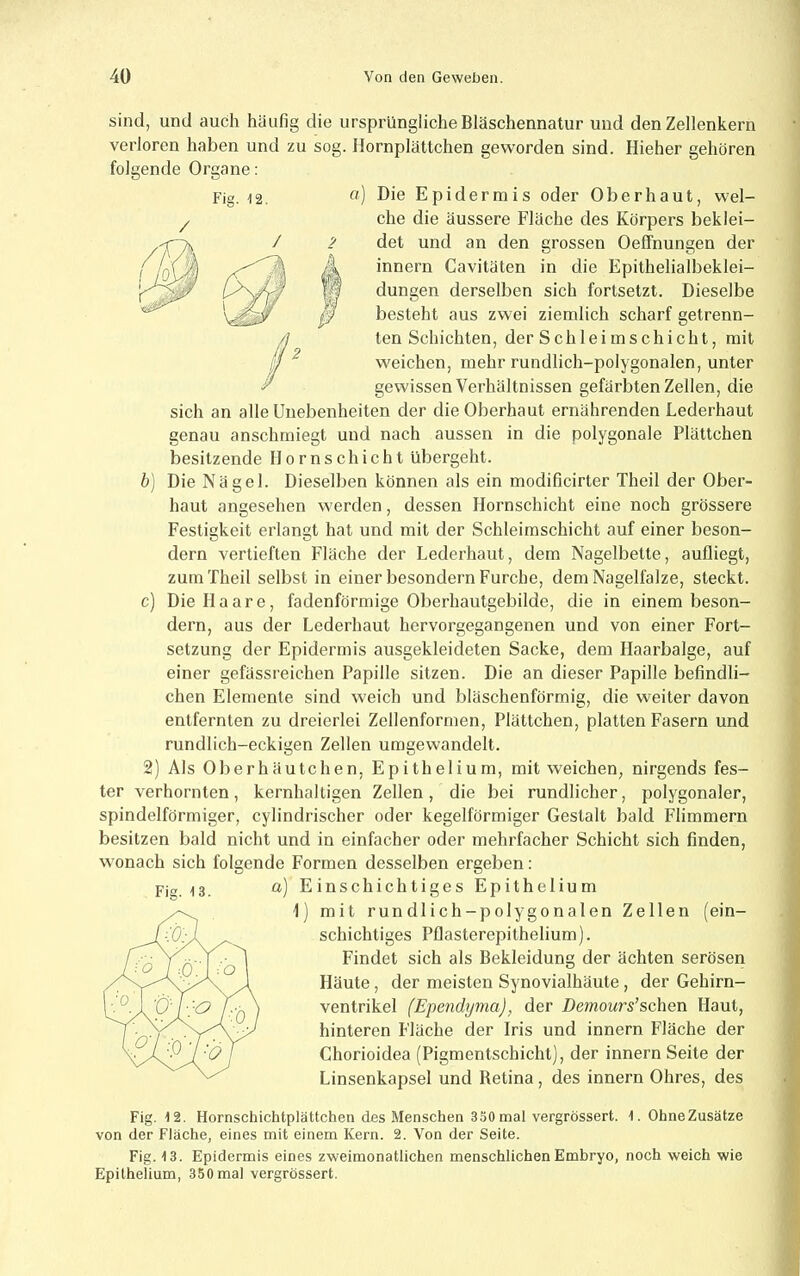 sind, und auch häufig die ursprüngliche Bläschennatur und den Zellenkern verloren haben und zu sog. Ilornplättchen geworden sind. Hieher gehören folgende Organe: Fig.-12. Die Epidermis oder Oberhaut, wel- che die äussere Fläche des Körpers beklei- det und an den grossen Oeffnungen der innern Cavitäten in die Epithelialbeklei- dungen derselben sich fortsetzt. Dieselbe besteht aus zwei ziemlich scharf getrenn- ten Schichten, der S c h 1 e i m s c h i c h t, mit VA'eichen, mehr rundlich-polygonalen, unter gewissen Verhältnissen gefärbten Zellen, die sich an alle Unebenheiten der die Oberhaut ernährenden Lederhaut genau anschmiegt und nach aussen in die polygonale Plättchen besitzende II o r n s c h i c h t übergeht. b) Die Nägel. Dieselben können als ein modificirter Theil der Ober- haut angesehen werden, dessen Hornschicht eine noch grössere Festigkeit erlangt hat und mit der Schleimschicht auf einer beson- dern vertieften Fläche der Lederhaut, dem Nagelbette, aufliegt, zum Theil selbst in einer besondern Furche, dem Nagelfalze, steckt. c) Die Haare, fadenförmige Oberhautgebilde, die in einem beson- dern, aus der Lederhaut hervorgegangenen und von einer Fort- setzung der Epidermis ausgekleideten Sacke, dem Ilaarbalge, auf einer gefässreichen Papille sitzen. Die an dieser Papille befindli- chen Elemente sind weich und bläschenförmig, die weiter davon entfernten zu dreierlei Zellenformen, Plättchen, platten Fasern und rundlich-eckigen Zellen umgewandelt. 2) Als Oberhäutchen, Epithelium, mit weichen, nirgends fes- ter verhornten, kernhaltigen Zellen, die bei rundlicher, polygonaler, spindelförmiger, cylindrischer oder kegelförmiger Gestalt bald Flimmern besitzen bald nicht und in einfacher oder mehrfacher Schicht sich finden, wonach sich folgende Formen desselben ergeben: Fig. 13. Einschichtiges Epithelium 1) mit rundlich-polygonalen Zellen schichtiges Pflasterepithelium). ein- Findet sich als Bekleidung der ächten serösen Häute, der meisten Synovialhäute, der Gehirn- ventrikel (Ependyma), der Demours’sehen Haut, hinteren Fläche der Iris und innern Fläche der Chorioidea (Pigmentschicht), der innern Seite der Linsenkapsel und Retina, des innern Ohres, des Fig. 12. Hornschichtplättchen des Menschen 330 mal vergrössert. 1. OhneZusätze von der Fläche, eines mit einem Kern. 2. Von der Seite. Fig. 13. Epidermis eines zweimonatlichen menschlichen Embryo, noch weich wie Epithelium, 350 mal vergrössert.