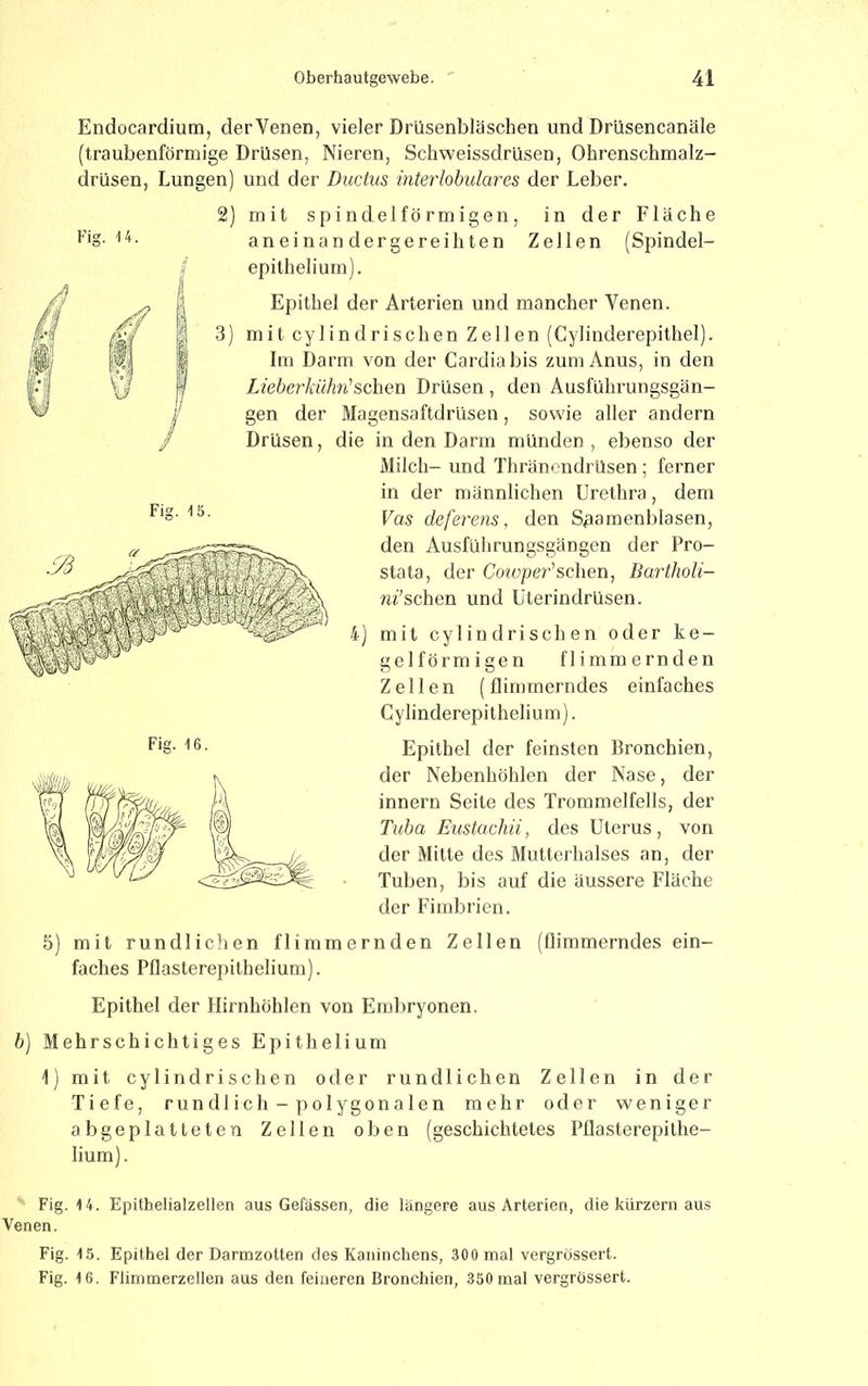 Fig. 14. Fig. t5. 5) Endocardium, derVenen, vieler Drüsenbläschen und Drüsencanäle (traubenförmige Drüsen, Nieren, Schweissdrüsen, Ohrenschmalz- drüsen, Lungen) und der Ductus interlobulares der Leber. 2) mit spindelförmigen, in der Fläche aneinandergereihten Zellen (Spindel- epithelium). Epithel der Arterien und mancher Venen. 3) mit cylindrischen Zellen (Cylinderepithel). Im Darm von der Cardiabis zum Anus, in den Lieherkühn'sehen Drüsen , den Ausführungsgän- gen der Magensaftdrüsen, sowie aller andern Drüsen, die in den Darm münden, ebenso der Milch- und Thränendrüsen; ferner in der männlichen Urethra, dem Vas deferens, den Spamenblasen, den Ausführungsgängen der Pro- stata, der Comper’schen, BarthoU- nFschen und üterindrüsen. mit cylindrischen oder ke- gelförmigen flimmernden Zellen (flimmerndes einfaches Cylinderepithelium). Epithel der feinsten Dronchien, der Nebenhöhlen der Nase, der innern Seite des Trommelfells, der Tuba Eustaclüi, des Uterus, von der Mitte des Mutterhalses an, der Tuben, bis auf die äussere Fläche der Fimbrien. mit rundlichen flimmernden Zellen (Üimmerndes ein- faches Pllasterepithelium). 4) Epithel der Hirnhöhlen von Embryonen. b) Mehrschichtiges Epithelium 1) mit cylindrischen oder rundlichen Zellen in der Tiefe, rundlich- polygonalen mehr oder weniger abgeplatteten Zellen oben (geschichtetes Pflasterepithe- lium). Fig. 14. Epithelialzellen aus Gefässen, die längere aus Arterien, die kurzem aus Venen. Fig. 15. Epithel der Darmzotten des Kaninchens, 300 mal vergrössert. Fig. 16. Flimmerzellen aus den feineren Bronchien, 350 mal vergrössert.