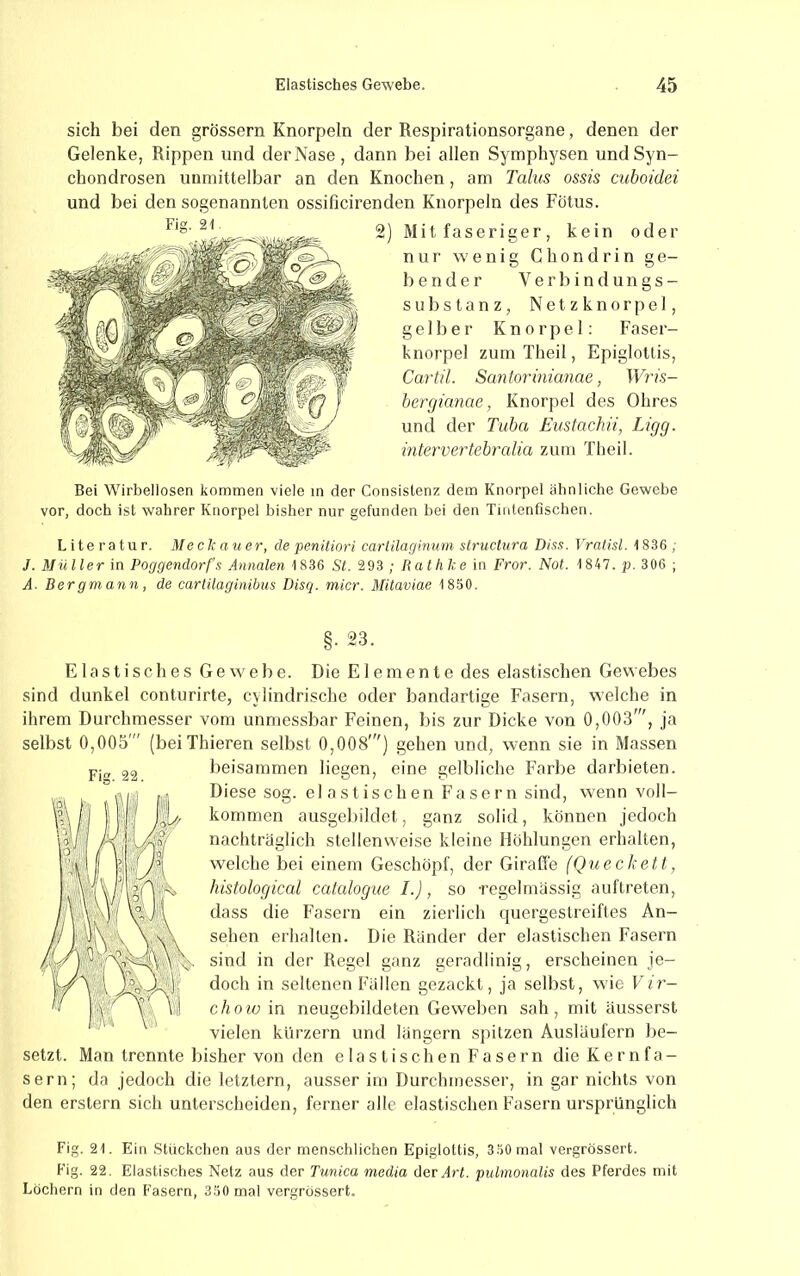 sich bei den grossem Knorpeln der Respirationsorgane, denen der Gelenke, Rippen und der Nase, dann bei allen Symphysen undSyn- chondrosen unmittelbar an den Knochen, am Talus ossis cuboidei und bei den sogenannten ossificirenden Knorpeln des Fötus. ) Mitfaseriger, kein oder nur wenig Chon drin ge- bender V e r b i n d u n g s - Substanz, Netzknorpel, gelber Knorpel: Faser- knorpel zum Theil, Epiglottis, Cartil. Saniorinianae, Wris- hergianae, Knorpel des Ohres und der Tuba Eustachii, Ligg. intervertebralia zum Theil. Bei Wirbellosen kommen viele in der Consistenz dem Knorpel ähnliche Gewebe vor, doch ist wahrer Knorpel bisher nur gefunden bei den Tintenfischen. Literatur. Meck a uer, de peniliori carlilaginum structura Biss. Vratisl. 1836 ; J. Müller in Pocjgendorf’s Annalen 1836 St. 293 ; Rat hke in Fror. Not. 1847. p. 306 ; A. Bergmann, de earlilaginibus Disq. micr. Mlitaviae 18.50. §. 23. Elastisches Gewebe. Die Elemente des elastischen Gewebes sind dunkel conturirte, cylindrische oder bandartige Fasern, welche in ihrem Durchmesser vom unmessbar Feinen, bis zur Dicke von 0,003', ja selbst 0,005' (beiThieren selbst 0,008') gehen und, wenn sie in Massen beisammen liegen, eine gelbliche Farbe darbieten. Diese sog. elastischen Fasern sind, wenn voll- kommen ausgeliildet, ganz solid, können jedoch nachträglich stellenweise kleine Höhlungen erhalten, welche bei einem Geschöpf, der Giraffe (Queckett, histological catalogiie I.), so regelmässig auflreten, dass die Fasern ein zierlich quergestreiftes An- sehen erhalten. Die Ränder der elastischen Fasern sind in der Regel ganz geradlinig, erscheinen je- doch in seltenen Fällen gezackt, ja selbst, wie Vir- choiv in neugebildeten Geweben sah, mit äusserst vielen kurzem und längern spitzen Ausläufern be- setzt. Man trennte bisher von den elastischen Fasern die Kernfa- sern; da jedoch die letztem, ausser im Durchmesser, in gar nichts von den erstem sich unterscheiden, ferner alle elastischen Fasern ursprünglich Fig. 21. Ein .Stückchen aus rfer menschlichen Epiglottis, 3.50 mal vergrössert. Fig. 22. Elastisches Netz aus der Tunica media der Art. pulmonalis des Pferdes mit Löchern in den Fasern, 3.50 mal vergrössert. Fig. 22.