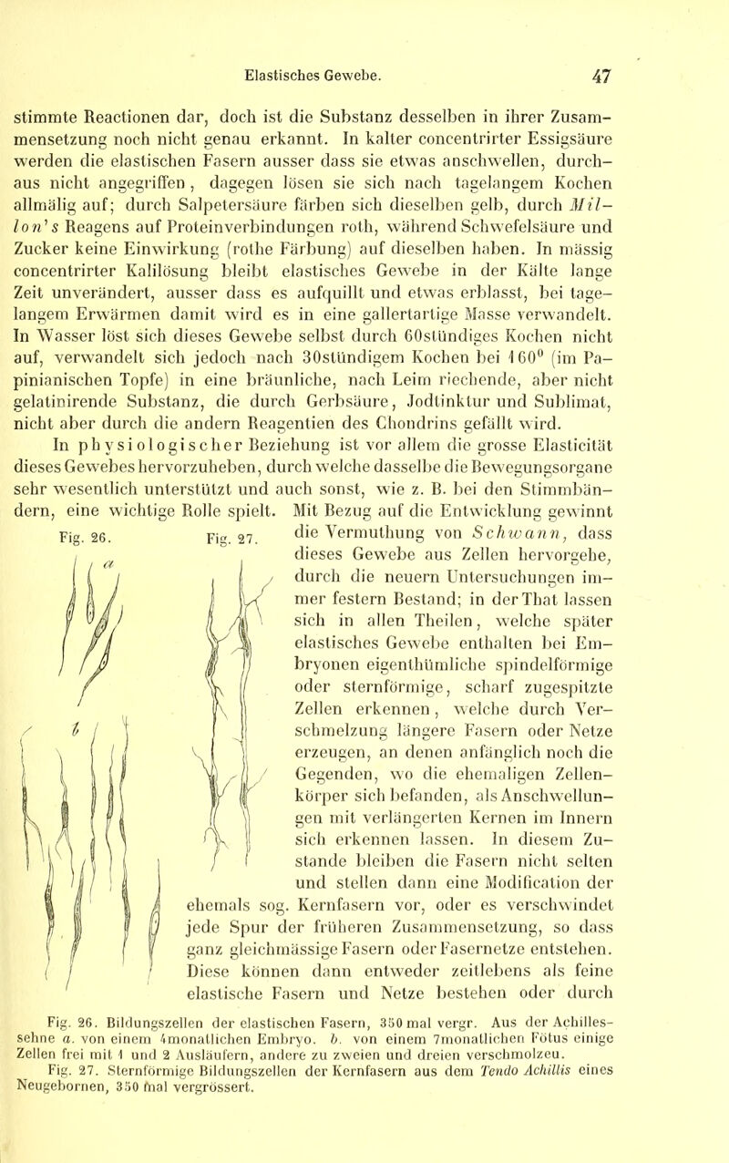 stimmte Reactionen dar, doch ist die Substanz desselben in ihrer Zusam- mensetzung noch nicht genau erkannt. In kalter concentrirter Essigsäure werden die elastischen Fasern ausser dass sie etwas anschwellen, durch- aus nicht angegriffen dagegen lösen sie sich nach tagelangem Kochen Fig. 26. Fis. 27. allmälig auf; durch Salpetersäure färben sich dieselben gelb, durch Mil- Ion' s Reagens auf Proteinverbindungen roth, während Schwefelsäure und Zucker keine Einwirkung (rothe Färbung) auf dieselben haben. In massig concentrirter Kalilösung bleibt elastisches Gewebe in der Kälte lange Zeit unverändert, ausser dass es aufquillt und etwas erblasst, bei tage- langem Erwärmen damit wird es in eine gallertartige Masse verwandelt. In Wasser löst sich dieses Gewebe selbst durch 60stUndiges Kochen nicht auf, verwandelt sich jedoch nach SOstündigem Kochen bei ICO** (im Pa- pinianischen Topfe) in eine bräunliche, nach Leim riechende, aber nicht gelatinirende Substanz, die durch Gerbsäure, Jodtinktur und Sublimat, nicht aber durch die andern Reagentien des Chondrins gefällt wird. In physiologischer Reziehung ist vor allem die grosse Elasticität dieses Gewebes hervorzuheben, durch welche dasselbe die Bewegungsorgane sehr wesentlich unterstützt und auch sonst, wie z. B. bei den Stimmbän- dern, eine wichtige Rolle spielt. Mit Bezug auf die Entwicklung gewinnt die Vermuthiing von Schwann, dass dieses Gewebe aus Zellen hervorgehe, durch die neuern Untersuchungen im- mer festem Bestand; in derThat lassen sich in allen Theilen, welche später elastisches Gewebe enthalten bei Em- bryonen eigenthümliche siiindelförmige oder sternförmige, scharf zugespitzte Zellen erkennen, welche durch Ver- schmelzung längere Fasern oder Netze erzeugen, an denen anfänglich noch die Gegenden, wo die ehemaligen Zellen- korper sich befanden, als Anschwellun- gen mit verlängerten Kernen im Innern sich erkennen lassen. In diesem Zu- stande bleiben die Fasei'n nicht selten und stellen dann eine Modilicalion der ehemals sog. Kernfasern vor, oder es verschwindet jede Spur der früheren Zusammensetzung, so dass ganz gleichmässige Fasern oder Fasernetze entstehen. Diese können dann entweder zeitlebens als feine elastische Fasern und Netze bestehen oder durch Fig. 26. Bildungszellen der elastischen Fasern, 350 malvergr. Aus der Achilles- sehne a. von einem 4mnnallichen Embryo, h. von einem 7rnonatlichen Fötus einige Zellen frei mit 1 und 2 Ausläufern, andere zu zweien und dreien versclimolzeu. Fig. 27. Sternförmige Bildungszellen der Kernfasern aus dem Tendo Achillis eines Neugebornen, 360 fnal vergrössert.