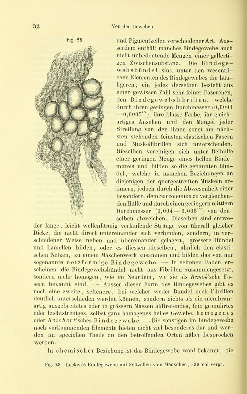 28. und Pigmentzellen verschiedener Art. Aus- serdem enthalt manches Bindegewebe auch nicht unbedeutende Mengen einer gallerti- gen Zwischensubstanz. Die Bindege- websbündel sind unter den wesentli- chen Elementen des Bindegewebes die häu- figeren; ein jedes derselben besteht aus einer gewissen Zahl sehr feiner Fäserchen, den Bi ndegewebsfi br il 1 en, welche durch ihren geringen Durchmesser (0,0003 —0,0005'), ihre blasse Farbe, ihr gleich- artiges Ansehen und den Mangel jeder Streifung von den ihnen sonst am näch- sten stehenden feinsten elastischen Fasern und Muskelfibrillen sich unterscheiden. Dieselben vereinigen sich unter Beihülfe einer geringen Menge eines hellen Binde- mittels und bilden so die genannten Bün- del , welche in manchen Beziehungen an diejenigen der quergestreiften Muskeln er- innern, jedoch durch die Abwesenheit einer besondern, dem Sarcolemma zu vergleichen- den Hülle und durch einen geringem mittlern Durchmesser (0,004 — 0,005') von den- selben abweichen. Dieselben sind entwe- der lange, leicht wellenförmig verlaufende Stränge von überall gleicher Dicke, die nicht direct untereinander sich verbinden, sondern, in ver- schiedener Weise neben und übereinander gelagert, grössere Bündel und Lamellen bilden, oder es fliessen dieselben, ähnlich den elasti- schen Netzen, zu einem Maschenw’erk zusammen und bilden das von mir sogenannte netzförmige Bindegewebe. — In seltenen Fällen er- scheinen die Bindegewebsbündel nicht aus Fibrillen zusammengesetzt, sondern mehr homogen, wie im Neurilem, wo sie als Remali sehe Fa- sern bekannt sind. — Ausser dieser Form des Bindegewebes gibt es noch eine zweite, seltenere, bei welcher w eder Bündel noch Fibrillen deutlich unterschieden werden können, sondern nichts als ein membran- artig ausgebreitetes oder in grössern Massen auftretendes, fein granulirtes oder leichtstreifiges, selbst ganz homogenes helles Gewebe, homogenes oder Reichert'sches Bindegewebe. — Die sonstigen im Bindegewebe noch vorkommenden Elemente bieten nicht viel besonderes dar und wer- den im speciellen Theile an den betreffenden Orten näher besprochen werden. In chemischer Beziehung ist das Bindegewebe wohl bekannt; die Fig. 28. Lockeres Bindegewebe mit Fettzellen vom Menschen, 350 mal vergr.