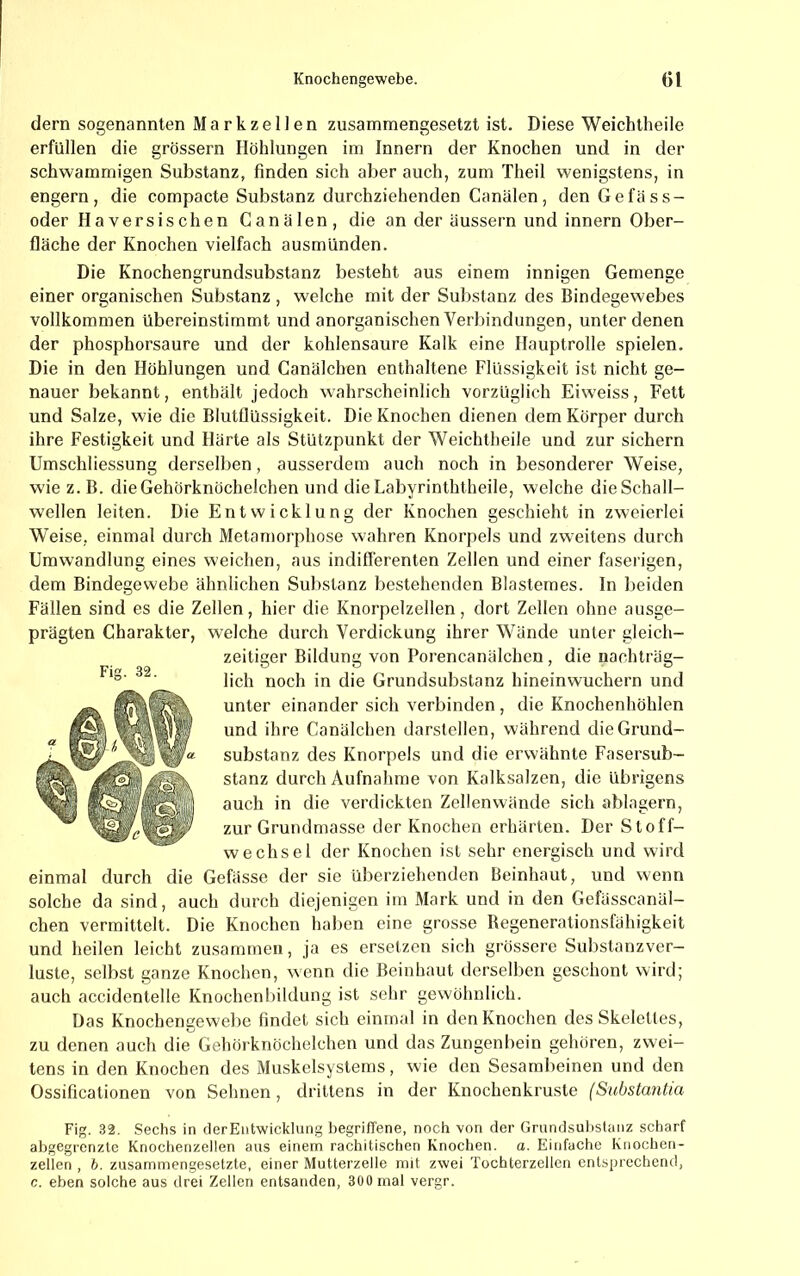 dem sogenannten MarkzelJen zusammengesetzt ist. Diese Weichtheile erfüllen die grossem Höhlungen im Innern der Knochen und in der schwammigen Substanz, finden sich aber auch, zum Theil wenigstens, in engem, die compacte Substanz durchziehenden Canälen, den Gefäss- oder Haversischen Canälen, die an der äussern und innern Ober- fläche der Knochen vielfach ausmünden. Die Knochengrundsubstanz besteht aus einem innigen Gemenge einer organischen Substanz , welche mit der Substanz des Bindegewebes vollkommen übereinstimmt und anorganischen Verbindungen, unter denen der phosphorsaure und der kohlensaure Kalk eine Hauptrolle spielen. Die in den Höhlungen und Canälchen enthaltene Flüssigkeit ist nicht ge- nauer bekannt, enthält jedoch wahrscheinlich vorzüglich Eiweiss, Fett und Salze, wie die Blutflüssigkeit. Die Knochen dienen dem Körper durch ihre Festigkeit und Härte als Stützpunkt der Weichtheile und zur sichern Umschliessung derselben, ausserdem auch noch in besonderer Weise, wie z. B. die Gehörknöchelchen und dieLabyrinththeile, welche die Schall- wellen leiten. Die Entwicklung der Knochen geschieht in zweierlei Weise, einmal durch Metamorphose wahren Knorpels und zweitens durch Umwandlung eines weichen, aus indifferenten Zellen und einer faserigen, dem Bindegewebe ähnlichen Substanz bestehenden Blastemes. In beiden Fällen sind es die Zellen, hier die Knorpelzellen, dort Zellen ohne ausge- prägten Charakter, welche durch Verdickung ihrer Wände unter gleich- zeitiger Bildung von Porencanälchen, die nachträg- lich noch in die Grundsubstanz hineinwuchern und unter einander sich verbinden , die Knochenhöhlen und ihre Canälchen darslellen, während die Grund- substanz des Knorpels und die erwähnte Fasersub- stanz durch Aufnahme von Kalksalzen, die übrigens auch in die verdickten Zellenwände sich ablagern, zur Grundmasse der Knochen erhärten. Der Stoff- wechsel der Knochen ist sehr energisch und wird einmal durch die Gefässe der sie überziehenden Beinhaut, und wenn solche da sind, auch durch diejenigen im Mark und in den Gefässcanäl- chen vermittelt. Die Knochen haben eine grosse Begenerationsfähigkeit und heilen leicht zusammen, ja es ersetzen sich grössere Substanzver- luste, selbst ganze Knochen, wenn die Beinhaut derselben geschont wird; auch accidentelle Knochenluldung ist sehr gewöhnlich. Das Knochengewebc findet sich einmal in den Knochen des Skelettes, zu denen auch die Gehörknöchelchen und das Zungenbein gehören, zwei- tens in den Knochen des Muskelsystems, wie den Sesambeinen und den Ossificationen von Sehnen, drittens in der Knochenkruste (Substantia Fig. 32. Sechs in clerEiitwicklung begriffene, noch von der Grundsuhstanz scharf abgegrenzte Knochenzellen aus einem rachitischen Knochen, a. Einfache Knochen- zellen , b. zusammengesetzte, einer Mutterzelle mit zwei Tochterzellen entsprechend, c. eben solche aus drei Zellen entsanden, 300 mal vergr.