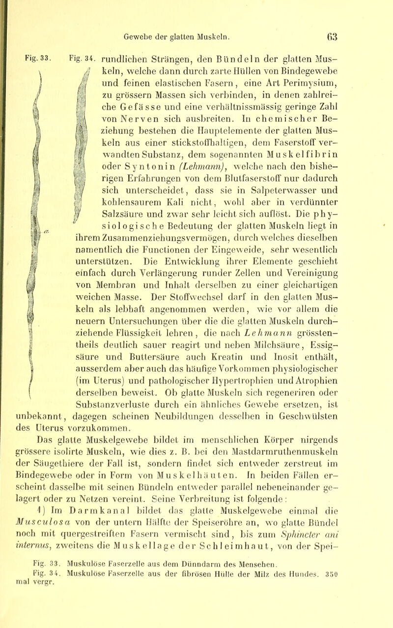 Fig.33. Fig. 34. rundlichen Strängen, den Bündeln der glatten Mus- keln, welche dann durch zarte Hüllen von Bindegewebe, und feinen elastischen Fasern, eine Art Perimysium, zu grossem Massen sich verbinden, in denen zahlrei- che Gefässe und eine verhältnissmässig geringe Zahl von Nerven sich ausbreiten. In chemischer Be- ziehung bestehen die Hauptelemente der glatten Mus- keln aus einer stickstoffhaltigen, dem Faserstoff ver- wandten Substanz, dem sogenannten Muskelfibrin oder Syntonin (Lehmann), welche nach den bishe- rigen Erfahrungen von dem Blutfaserstoff nur dadurch M sich unterscheidet, dass sie in Salpeterwasser und P kohiensaurem Kali nicht, wohl aber in verdünnter Salzsäure und zwar sehr leicht sich auflöst. Die phy- siologische Bedeutung der glatten Muskeln liegt in ihrem Zusammenziehungsvermögen, durch welches dieselben namentlich die Functionen der Eingeweide, sehr wesentlich unterstützen. Die Entwicklung ihrer Elemente geschieht einfach durch Verlängerung runder Zellen und Vereinigung von Membran und Inhalt derselben zu einer gleichartigen weichen Masse. Der Stoffwechsel darf in den glatten Mus- keln als lebhaft angenotnmen werden, wu'e vor allem die neuern Untersuchungen über die die glatten Muskeln durch- ziehende Flüssigkeit lehren, die nach Lehmann grössten- theils deutlich sauer reagirt und neben Milchsäure, Essig- säure und Buttersäure auch Kreatin und Inosit enthält, ausserdem aber auch das häufige Vorkommen physiologischer (im Uterus] und pathologischer Hypertrophien und Atrophien derselben beweist. Ob glatte Muskeln sich regeneriren oder Substanzverluste durch ein ähnliches Gewmbe ersetzen, ist unbekannt, dagegen scheinen Neubildungen desselben in Geschwülsten des Uterus vorzukommen. Das glatte Muskelgewebe bildet im menschlichen Körper nirgends grössere isolirte Muskeln, wie dies z. B. bei den Mastdarmruthenmuskeln der Säugethiere der Fall ist, sondern findet sich entweder zerstreut im Bindegewebe oder in Form von Miis kel hä 111 en. In beiden Fällen er- scheint dasselbe mit seinen Bündeln entweder parallel nebeneinander ge- lagert oder zu Netzen vereint. Seine Verbreitung ist folgende : die einmal I) Im Darmkanal bildet das glatte Muskelgewebe Musculosa von der untern Hälfte der Speiseröhre an, noch mit quergestreiften Fasern vermischt sind, bis zum Sphincter ani internus, zweitens die M u s k e 11 a g e der Schleimhaut, von der Spei- wo glatte Bündel Fig. 33. Muskulöse Fyserzelle aus dem Dünndarm des Mensehen. mal vergr.