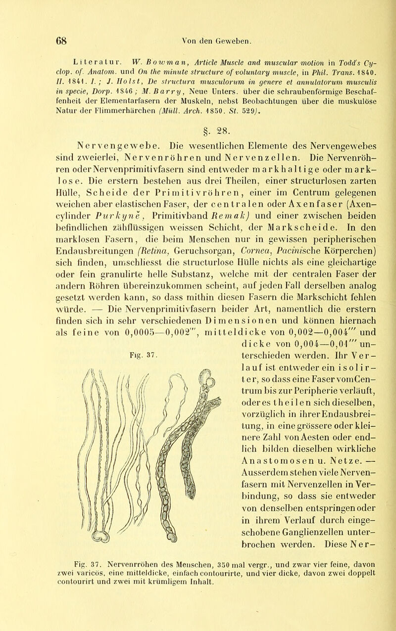 Literatur. W. Bowman, Article Muscle and muscular motion in Todd's Cy- clop. of. Anatom, und On the minute structure of voluntary muscle, in Phil. Trans. 1840. II. 1841. 1. ; J. Holst, De structura musculorum in genere et annulatorum musculis in specie, Dorp. 1846 ; M. Barry, Neue Unters, über die schraubenförmige Beschaf- fenheit der Elementarfasern der Muskeln, nebst Beobachtungen über die muskulöse Natur der Flimmerhärchen (Müll. Arch. 1850. St. 529J. §. 28. Nervengewebe. Die wesentlichen Elemente des Nervengewebes sind zweierlei, Nervenröliren und Nervenzellen. Die Nervenröh- ren oderNervenprimitivfasern sind entweder niarkhaltige oder mark- lose. Die erstem bestehen aus drei Theilen, einer slructurlosen zarten Hülle, Scheide der Pri m i t i vrö h ren , einer im Centrum gelegenen weichen aber elastischen Faser, der centralen oder Axenfaser (Axen- cylinder Purktjne, Primitivband HemaA'j und einer zwischen beiden befindlichen zähflüssigen weissen Schicht, der Markscheide. In den marklosen Fasern, die beim Menschen nur in gewissen peripherischen Endausbreitungen (Retina, Geruchsorgan, Cornea, Pacinische Körperchen) sich finden, umschliesst die structurlose Hülle nichts als eine gleichartige oder fein granulirte helle Substanz, welche mit der centralen Faser der andern Röhren übereinzukommen scheint, auf jeden Fall derselben analog gesetzt werden kann, so dass mithin diesen Fasern die Markschicht fehlen würde. — Die Nervenprimitivfasern beider Art, namentlich die erstem finden sich in sehr verschiedenen Dimensionen und können hiernach als feine von 0,0005—0,002', rnitteldicke von 0,002—0,004'” und dicke von 0,004—0,0l'''un- Fig. 37. terschieden werden. Ihr Ver- lauf ist entweder ein isolir- t e r, so dass eine Faser vornCen- trum bis zur Peripherie verläuft, oder es t h e i 1 e n sich dieselben, vorzüglich in ihrerEndausbrei- tung, in eine grössere oder klei- nere Zahl vonAesten oder end- lich bilden dieselben wirkliche Anastomosen u. Netze. — Ausserdem stehen viele Nerven- fasern mit Nervenzellen in Ver- bindung, so dass sie entweder von denselben entspringen oder in ihrem Verlauf durch einge- schobene Ganglienzellen unter- brochen werden. Diese Ner- Fig. 37. Nervenrröhen des Meuscben, 350 mal vergr., und zwar vier feine, davon zwei varicös, eine mitteldicke, einfach contourirte, und vier dicke, davon zwei doppelt contourirt und zwei mit krümligem Inhalt.