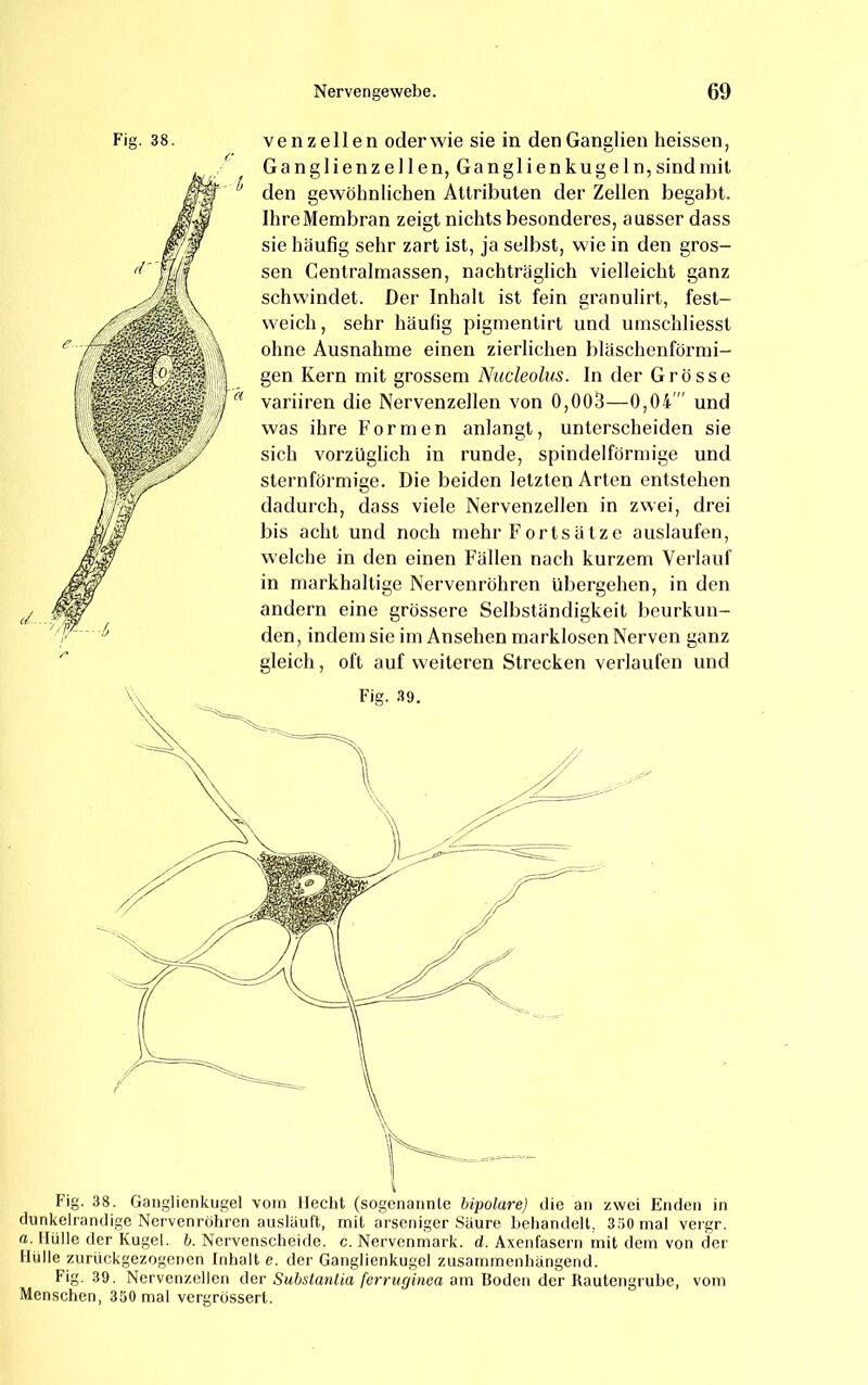 Fig. 38. c ven zellen oder wie sie in den Ganglien heissen, Ganglienzellen, Ganglienkugeln, sind mit den gewöhnlichen Attributen der Zellen begabt. Ihre Membran zeigt nichts besonderes, ausser dass sie häufig sehr zart ist, ja selbst, wie in den gros- sen Centralmassen, nachträglich vielleicht ganz schwindet. Der Inhalt ist fein granulirt, fest- weich, sehr häufig pigmentirt und umschliesst ohne Ausnahme einen zierlichen bläschenförmi- gen Kern mit grossem Nudeolus. ln der Grösse variiren die Nervenzellen von 0,003—0,04' und was ihre Formen anlangt, unterscheiden sie sich vorzüglich in runde, spindelförmige und sternförmige. Die beiden letzten Arten entstehen dadurch, dass viele Nervenzellen in zwei, drei bis acht und noch mehr Fortsätze auslaufen, welche in den einen Fällen nach kurzem Verlauf in markhaltige Nervenröhren übergehen, in den andern eine grössere Selbständigkeit beurkun- den, indem sie im Ansehen marklosen Nerven ganz gleich, oft auf weiteren Strecken verlaufen und Fig. 38. Gaiiglienkugel vom lleclit (sogenannte bipolare) die an zwei Enden in dunkelrandige Nervenröhren aiisläuft, mit arseniger Säure behandelt, 3ä0mal vergr. a. Hülle der Kugel, b. Nervenscheide, c. Nervenmark. d. Axenfasern mit dem von der Hülle zurückgezogenen Inhalt e. der Ganglienkugel zusammenhängend. Fig. 39. Nervenzellen der Substantia ferruginea am Boden der Rautengruhe, vom Menschen, 350 mal vergrossert.