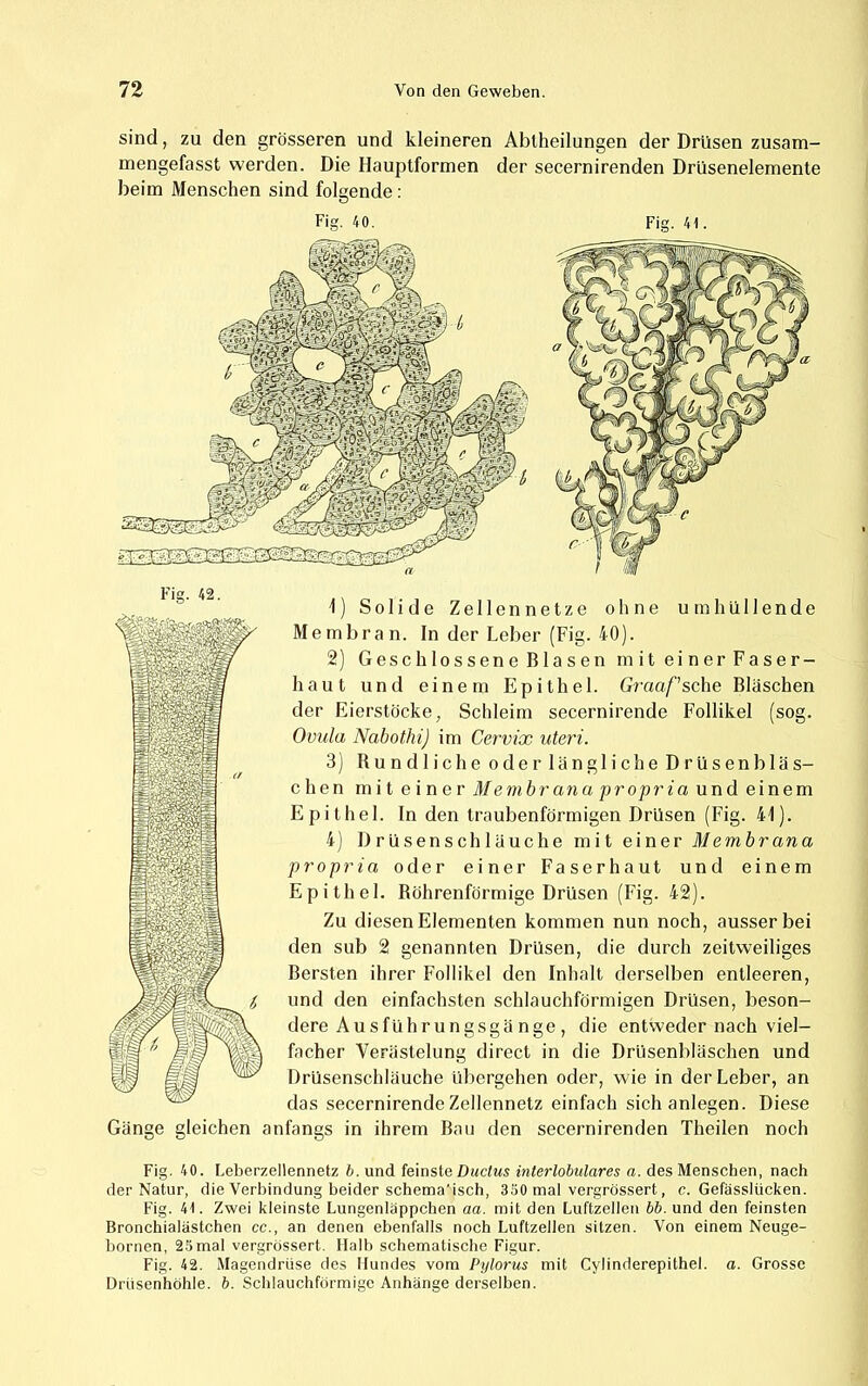 sind, zu den grösseren und kleineren Ablheilungen der Drüsen zusam- mengefasst werden. Die Hauptformen der secernirenden Drüsenelemente beim Menschen sind folaende; Fig. 40. Fig. 41. Fig. 42. Gänge gleichen 1) Solide Zellennetze ohne umhüllende Membran. In der Leber (Fig. 40). 2) Geschlossene Blasen miteinerFaser- haut und einem Epithel. Graaf’sehe Bläschen der Eierstöcke, Schleim secernirende Follikel (sog. Ovula Nabothi) im Cervix uteri. 3) Bundliche oder längliche Drüsenbläs- chen mit einer Membranapropria und einem Epithel. In den traubenförmigen Drüsen (Fig. 41). 4) Drüsenschläuche mit einer Membrana propria oder einer Faserhaut und einem Epithel. Böhrenförmige Drüsen (Fig. 42). Zu diesen Elementen kommen nun noch, ausser bei den sub 2 genannten Drüsen, die durch zeitw’eiliges Bersten ihrer Follikel den Inhalt derselben entleeren, und den einfachsten schlauchförmigen Drüsen, beson- dere Ausführungsgä nge , die entweder nach viel- facher Verästelung direct in die Drüsenbläschen und Drüsenschläuche übergehen oder, wie in der Leber, an das secernirende Zellennetz einfach sichanlegen. Diese anfangs in ihrem Bau den secernirenden Theilen noch Fig. 40. Leberzellennetz h. und feinste Ductus interlobiilares a. des Menschen, nach der Natur, die Verbindung beider schema'isch, 330 mal vergrössert, c. Gefässlücken. Fig. 41. Zwei kleinste Lungenläppchen aa. mit den Luftzellen bb. und den feinsten Bronchialästchen cc., an denen ebenfalls noch Luftzellen sitzen. Von einem Neuge- hornen, 25mal vergrössert. Halb schematische Figur. Fig. 42. Magendrüse des Hundes vom Pylorus mit Cylinderepithel. a. Grosse Drüsenhöhle, b. Schlauchförmige Anhänge derselben.