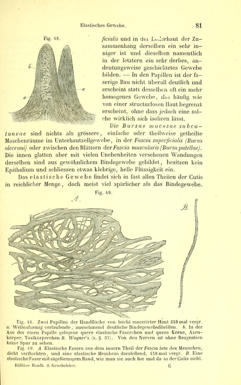 Fig. 48. ficialis und in dei Lt^derhaut der Zu- sammenhang derselben ein sehr in- niger ist und dieselben namentlich in der letztem ein sehr derbes, an- deutungsweise geschichtetes Gewebe bilden. — In den Papillen ist der fa- serige Bau nicht überall deutlich und erscheint statt desselben oft ein mehr homogenes Gewebe, das häufig wie von einer structurlosen Haut begrenzt erscheint, ohne dass jedoch eine sol- che wirklich sich isoliren lässt. Die B ursae m ucosae subcu- taneae sind nichts als grössere, einfache oder theilweise getheilte Maschenräume im Unterhautzellgewebe, in der Fascia superficialis (Bursa olecrani) oder zwischen den Blättern der Fasern muscularis (Bursapatellae). Die innen glatten aber mit vielen Unebenheiten versehenen Wandungen derselben sind aus gewöhnlichem Bindegewebe gebildet, besitzen kein Epithelium und schliessen etwas klebrige, helle Flüssigkeit ein. Das elastische Gewebe findet sich in fast allen Theiien der Cutis in reichlicher Menge, doch meist viel spärlicher als das Bindegewebe. Fig. 49. Fig. 48. Zwei Papillen der Handfläche von leicht macenrter Haut 350 mal vergr. a. Wellenförmig verlaufende , ausnehmend deutliche Bindegewebsfibrillen. b. In der Axe der einen Papille gelegene quere elastische Fäserchen und quere Kerne, Axen- körper, Tastkörperchen li. Wagner’s (s. §. 37). Von den Nerven ist ohne Reagentien keine Spur zu sehen. Fig. 49. A. Elastische Fasern aus dem innern Theil der Fascia lata des Menschen, dicht verflochten, und eine elastische .Membran darstellend, 450 mal vergr. /?. Eine elastische Faser mit sägeförmigem Rand, wie man sie auch hie und da in der Cutis sieht. Kölliker llandti. <1. Ocwebelehrr. 6