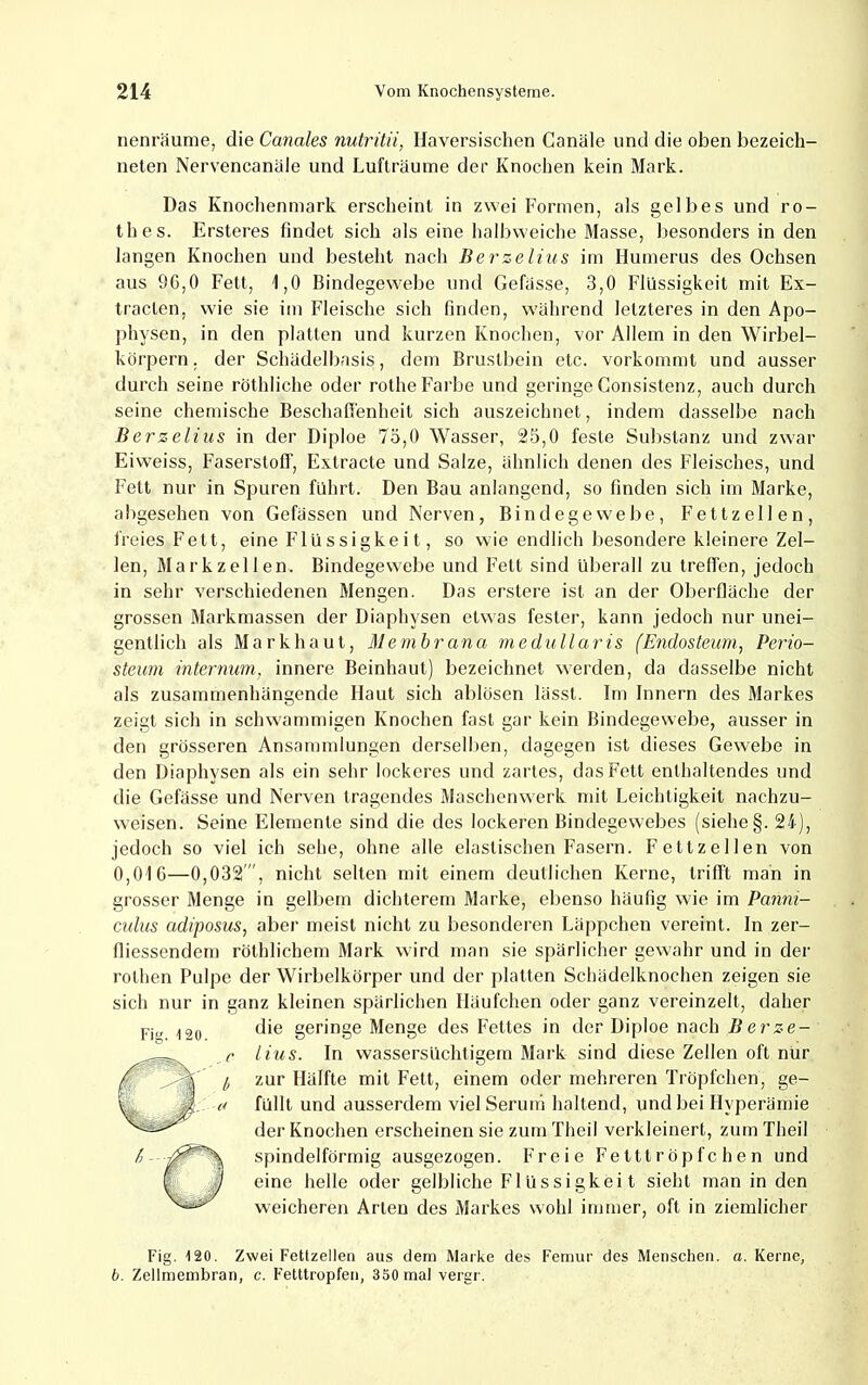 nenräume, die Canales nutritii, Haversischen Canäle und die oben bezeich- nelen Nervencanäle und Lufträume der Knochen kein Mark. Das Knochenmark erscheint in zwei Formen, als gelbes und ro- thes. Ersteres findet sich als eine halbweiche Masse, besonders in den langen Knochen und besteht nach Berzelius im Humerus des Ochsen aus 9G,0 Fett, 1,0 Bindegewebe und Gefässe, 3,0 Flüssigkeit mit Ex- tracten, wie sie im Fleische sich finden, während letzteres in den Apo- physen, in den platten und kurzen Knochen, vor Allem in den Wirbel- körpern. der Schädelbasis, dem Brustbein etc. vorkommt und ausser durch seine röthliche oder rothe Farbe und geringe Gonsistenz, auch durch seine chemische Beschafienheit sich auszeichnet, indem dasselbe nach Berzelius in der Diploe 73,0 Wasser, 25,0 feste Substanz und zwar Eiweiss, Faserstoff, Extracte und Salze, ähnlich denen des Fleisches, und Fett nur in Spuren führt. Den Bau anlangend, so finden sich im Marke, abgesehen von Gefässen und Nerven, Bindegewebe, Fettzellen, freies Fett, eine Flüssigkeit, so wie endlich besondere kleinere Zel- len, Markzellen. Bindegewebe und Fett sind überall zu treffen, jedoch in sehr verschiedenen Mengen. Das erstere ist an der Oberfläche der grossen Markmassen der Diaphysen etwas fester, kann jedoch nur unei- gentlich als Markhaut, Alembrana medullaris (Endosteum, Perio- steum internwn, innere Beinhaut) bezeichnet werden, da dasselbe nicht als zusammenhängende Haut sich ablösen lässt. Im Innern des Markes zeigt sich in schwammigen Knochen fast gar kein Bindegewebe, ausser in den grösseren Ansammlungen derselben, dagegen ist dieses Gewebe in den Diaphysen als ein sehr lockeres und zartes, das Fett enthaltendes und die Gefässe und Nerven tragendes Maschenwerk mit Leichtigkeit nachzu- weisen. Seine Elemente sind die des lockeren Bindegewebes (siehe §. 24), jedoch so viel ich sehe, ohne alle elastischen Fasern. Fettzellen von 0,01 C—0,032”, nicht selten mit einem deutlichen Kerne, trifft man in grosser Menge in gell)em dichterem Marke, ebenso häufig wie im Panni- cidus adiposus, aber meist nicht zu besonderen Läppchen vereint. In zer- fliessendem röthlichem Mark wird man sie spärlicher gewahr und in der rothen Pulpe der Wirbelkörper und der platten Schädelknochen zeigen sie sich nur in ganz kleinen spärlichen Häufchen oder ganz vereinzelt, daher Fig. 120. die geringe Menge des Fettes in der Diploe nach Berze- lius. In wassersüchtigem Mark sind diese Zellen oft nur zur Hälfte mit Fett, einem oder mehreren Tröpfchen, ge- füllt und ausserdem vielSeruiti haltend, und bei Hyperämie der Knochen erscheinen sie zum Theil verkleinert, zum Theil spindelförmig ausgezogen. Freie Felttröpfchen und eine helle oder gelbliche Flüssigkeit sieht man in den weicheren Arten des Markes wohl immer, oft in ziemlicher Fig. 120. Zwei Fettzellen aus dem Marke des Femur des Menschen, a. Kerne, b. Zellmembran, c. Fetttropfen, 350 mal vergr.