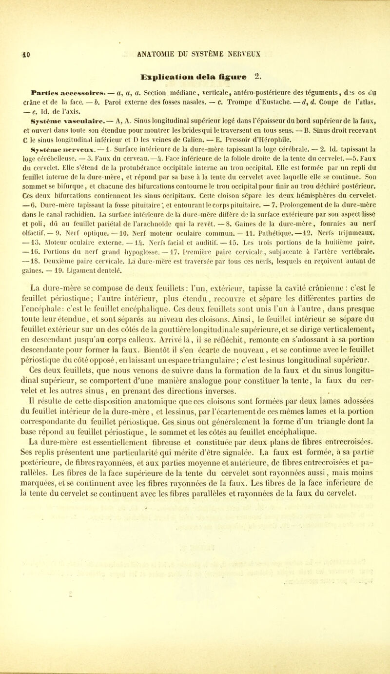 Explication delà figure 2. Parties aceessoires. — a, a, a. Section médiane, verticale, antéro-postérieure des téguments, dis os ou crâne et de la face. — b. Paroi externe des fosses nasales. — c. Trompe d’Eustache. — d, d. Coupe de l’atlas. — e. Id. de l’axis. Système vasculaire.— A, A. Sinus longitudinal supérieur logé dans l’épaisseur du bord supérieur de la faux, et ouvert dans toute son étendue pour montrer les brides qui le traversent en tous sens. — B. Sinus droit recevant C le sinus longitudinal inférieur et D les veines de Galien. — E. Pressoir d’Hérophile. Système nerveux. — 1. Surface intérieure de la dure-mère tapissant la loge cérébrale. — 2. kl. tapissant la loge cérébelleuse. — 3. Faux du cerveau.—/i. Face inférieure de la foliole droite de la tente du cervelet.—5. Faux du cervelet. Elle s’étend de la protubérance occipitale interne au trou occipital. Elle est formée par un repli du feuillet interne de la dure-mère, et répond par sa base à la tente du cervelet avec laquelle elle se continue. Son sommet se bifurque, et chacune des bifurcations contourne le trou occipital pour finir au trou déchiré postérieur. Ces deux bifurcations contiennent les sinus occipitaux. Cette cloison sépare les deux hémisphères du cervelet. — 6. Dure-mère tapissant la fosse pituitaire', et entourant le corps pituitaire. — 7. Prolongement de la dure-mère dans le canal rachidien, ha surface intérieure de la dure-mère diffère de la surface extérieure par son aspect lissé et poli, dû au feuillet pariétal de l’arachnoïde qui la revêt.—8. Gaines de la dure-mère, fournies au nerf olfactif. — 9. Nerf optique. —10. Nerf moteur oculaire commun. — 11. Pathétique. —12. Nerfs trijumeaux. —13. Moteur oculaire externe. — 1Z|. Nerfs facial et auditif. —15. Les trois portions de la huitième paire. —16. Portions du nerf grand hypoglosse. — 17. Première paire cervicale, subjacente à l’artère vertébrale. —18. Deuxième paire cervicale. La dure-mère est traversée par tous ces nerfs, lesquels en reçoivent autant de gaines. — 19. Ligament dentelé. La dure-mère se compose de deux feuillets : l’un, extérieur, tapisse la cavité crânienne: c’est le feuillet périostique; l’autre intérieur, plus étendu, recouvre et sépare les différentes parties de l’encéphale: c’est le feuillet encéphalique. Ces deux feuillets sont unis l’un à l’autre, dans presque toute leur étendue, et sont séparés au niveau des cloisons. Ainsi, le feuillet intérieur se sépare du feuillet extérieur sur un des côtés de la gouttière longitudinale supérieure, et se dirige verticalement, en descendant jusqu’au corps calleux. Arrivé là, il se réfléchit, remonte en s’adossant à sa portion descendante pour former la faux. Bientôt il s’en écarte de nouveau , et se continue avec le feuillet périostique du côté opposé, en laissant un espace triangulaire ; c’est lesinus longitudinal supérieur. Ces deux feuillets, que nous venons de suivre dans la formation de la faux et du sinus longitu- dinal supérieur, se comportent d’une manière analogue pour constituer la tente, la faux du cer- velet et les autres sinus, en prenant des directions inverses. Il résulte de cette disposition anatomique que ces cloisons sont formées par deux lames adossées du feuillet intérieur de la dure-mère, et lessinus, par l’écartement de ces mêmes lames et la portion correspondante du feuillet périostique. Ces sinus ont généralement la forme d’un triangle dont la base répond au feuillet périostique, le sommet et les côtés au feuillet encéphalique. La dure-mère est essentiellement fibreuse et constituée par deux plans de libres entrecroisées. Ses replis présentent une particularité qui mérite d’être signalée. La faux est formée, à sa partie postérieure, de fibres rayonnées, et aux parties moyenne et antérieure, de fibres entrecroisées et pa- rallèles. Les fibres de la face supérieure de la tente du cervelet sont rayonnées aussi, mais moins marquées, et se continuent avec les fibres rayonnées de la faux. Les fibres de la face inférieure de la tente du cervelet se continuent avec les fibres parallèles et rayonnées de la faux du cervelet.